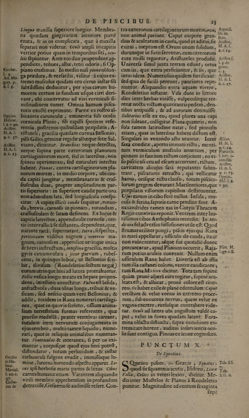 Lingua, maxilla fupcriorc longior. Membra¬ na quaedam gingivarum interiore partd enata, & in os complicata , quae a maxilla feparari non videtur. Oculi ampli in capitis vcrrice potius quam in temporibus Citi, acu- lets fepiuntur: Ante cos duae propendent ap¬ pendices, tenues,albae,tetn odoris,fiOp- Kirchcr. pianocredimus. In medio nafi pinna (jb\on- Art Ma- pradura, & verfatilis, vifitur: a cujus cx- gnct. p. tremo mulculus quidam ceu cirrus inftar fili 5- fubtiliflimi deducitur , per ejus cavum hu¬ morem certum in fundum ufque cirri deri¬ vant, ubi coacervatus ad vivi vermiculi fi- militudincm tumet. Omnia hamum pifca- toris exacte exprimunt. Parvae ex roftro al- Oppian. bicantes carunculae , eminentia fub oculis Halitu:, cornicula Plmio, fili capilli fpeciem refe- Ariftot? rentia. poftremis quibufdam praepilatis , A- H. a !. riftotcli > gracilia quaedam cornua Bellonio; * c’ i7' pilliGilio-, geminae regidae albaeque fetae Sal- Ariftot. viano, dicuntur. Branchias nequedete£tas, H.a. 1. neque fupina parte caeterorum planorum 13 cartilagineorum more, fed in lateribus, non fpineo operimento, fed cuticulari intectas habent. Pinnas, contra cartilagineorum pla¬ norum morem, in medio corpore, ubi cau¬ da capiti jungitur , membranaceas & craf- fiufculas duas, propter amplitudinem par¬ tis fuperioris : in fuperiore caudae parte una non admodum lata, fed longiufcula confpi- citur. A capite illico cauda fequitur Rotun¬ da , brevis, carnofa in pinnam, rotundam , crafiiufculam & latam definens. Ex hujus & capitis lateribus, appendiculae cornofae , cer¬ tis intervallis a fediftantes, dependent,quae, natante rana, fupernatant. fntra,fi fpectes, ■peritoneum vidibus nigrum ; -ventrem ma¬ gnum, carnofum , appendice utrinque unica & breviinflructum ; mtejlma gracilia, multis gyris circumvolata •, jecur parvum , rubef- cens, in quinque lobos, ut Bellonius feri- bit, divifiim. (^Rondeleriusfectum negatj eorum utrinque bini ad larera protrahuntur. Felhs vefica longo meatu ex hepate propen¬ dens , inreftinis annectitur. Vulva eft bifida, anfractuofa , duas ulnas longa, tribuit &c ve- ficam, fed nefeio quam vere Bellonius, addic, totidem in Rana numerari cartilagi¬ nes, quot in quovis fceleto, oftium anima¬ lium terreftrium formas referentes , quae prorfus medulla, praeter vertebras careant; totidem item nervorum conjugamenta in ejus cerebro, multo tamen liquido , nume¬ rari, quotin reliquis animalibus numeran¬ tur. Ventriculus & interanea, fi per os exi¬ mantur , corpufque quod ejus fieri poteft, diftendatur , totum perlucidum , & inftar Ovidio carbunculi fulgens evadit, immifloque lu- mine, laterna horrendoafpectu apparet. Lo~ sLxtiil. cus ipfiherbofe maris partes & littus Cibus l. iac. carnes humana: etiam. Vacantem aliquando 27%^ virili membro apprehenfum in profundum rss dc detraxiiIe,Geiacrus fe audiville refert. Gon- tra exterorum cartilagineorum morem,ova, AT'iul. non animal pariunc. Caput corpore gran- j,. n' dius &c aculeatum in caufa, quod ut aditui,fic AnfW. exitui, ineptum eft. Ovum unum folidum, H A '• durumque ut foris fervetur, cum cancrorum Z c''3* cute molli tegantur, Ariftotclcs prodidit. Ar.:fkt.f. Univcrfa fimul juxta terram edunt-, ortus L'3 f!' cum iis, quae extra perficiuntur, & sis, qu.T c. intus idem. Numcrofius quidem fcerificant: {'■ fed quia de facili pereunt, pauciores repe- ^c\l' riuntur. Aliquandiu e~/tra aquam vivere, Rondelctius teftatur. Vifa duos in littorc dies inter herbas vixilTc, vulpccubequc ter¬ renae no&u vidtum quaeritantis pedem, den¬ tibus arripuifte , ad auroram detinuifte. Solitanas cfTe ex eo, quod plurcs una capi non folcant, colligitur. Plana quamvis, non fola tamen latitudine natat, fed pinnulis etiam, quas in lateribus habere dictum eft. Singulari in venando aftu utuntur. Inter AL!L>n. faxa conditae, aperto immani rictu, menti- H N-I# tum vermiculum mufculo annexum, per pinnam in faucium rictum conjiciunt, eo vi- a- fo pifciculi ceu ad cfcam accurrunt, rictum, cavitatem alicujus faxi reputantes fubin-H.a.1. tranc , pifcatores retracto , qui vellicatur 9- c-7?* hamo, onfque rictu claufo, totumpifcicu- lorum gregem devorant Macilentiores,quae v 90. praepilatis viliorum capitibus deflituuntur. U/u> earum in cibo fere nullus. Infula, mu- cofa 6c ferina faporis carne praeditae funt. A- naxandrides tamen eas in Gotyis Thracum Regis conviviis reponic. Ventrem inter lau- tifiimos cibos Anthipbanis recenfet. In Me¬ dicina fel adverfus fultu fio nes utile eft. Quod ft rumas utiliter pungi, pifcis ejus qui Rana in mari appellatur, ofticulo dc cauda, ita ut non vulnerentur; ldquc fiat quotidie donec percurentur, apud Plinium occurrit; Raja- p’fn- H* rum potius aculeis convenit. Nullumenim *37'c3’ ofticulum Rana habet. Diverla eft ab lftis tum illa caftanei coloris, ventre candicante *, tum Rana Misoa. dicitur. Tota tam fupine quam prone aipera cute tegitur, fupine acu¬ leata elt, & albicat , prone colore eft cine¬ reo. Os habet exile 6c plane edentulum: Caput erectum & velut cornu in extremo proce¬ rum, fubeocuteus nervus, quem velut ex vagina exerere; rurfufqae contrahere vide¬ tur. Oculi ad larera ubi anguftum valde ca¬ put , velut in fovea quadam laranr. Fora¬ mina olfactu diftincta, fupra oscoeante ex¬ tremitate haerent, auditui infervientia ocu¬ lis funt contigua. Pinnas ex icone cognofces. PUNCTUM X. • Ve Squatina. j. O Quatina pifces. Graecis , Squatus, T.b.Xf. O quod fic fquammis acutis, Ifidoro, Lima T3b. Valit, Celtes in veteri lexico, dicitur. Me- xil 6. dia inter Muftelos 6c Planos a Ronaeletio ponitur. Magnitudine ad centum fexaginta fjepe