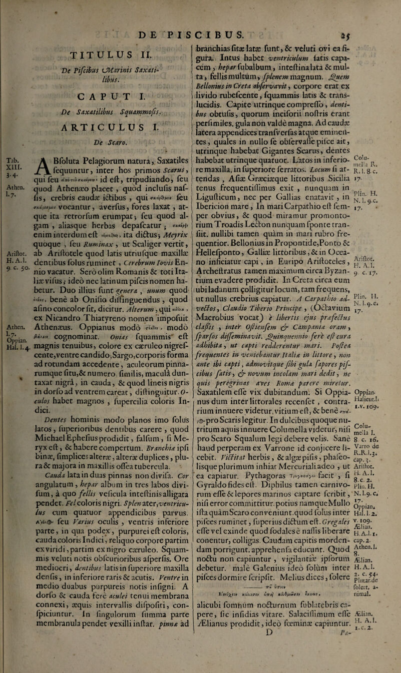 «I Tab. XIII. 3.4. Athen. I.7. Ariftot. H.A.I. 9 c. 50. Athen. I.7. Oppian. Hal. I.4. TITULUS II. De Pifcihus CMarinis Saxati¬ libus. CAPUT I. De Saxatilibus Squammofis. ARTICULUS I. De Scaro. ABfoluta Pelagiorum natura, Saxatiles fequuntur, inter hos primos Scarus, qui feu CLTTOTCU > id eft, tripudiando, feu quod Athenazo placet, quod inclufis naf- fis, crebris caudaz idibus , qui feu (Didfto-juet vocantur, averfus, fores laxat, at¬ que ita retrorfum erumpat; feu quod al¬ gam , aliasque herbas depafcatur . <rx&i({v enim interdum eft ita didus; Meyrix quoque , feu Ruminax , ut Scaliger vertit, ab Ariftotele quod latis utriufque maxilla dentibus folus ruminet , Cerebrum Iovis En¬ nio vacatur. Sero olim Romanis & totilta- liazvifus, ideo nec latinumpifcis nomen ha¬ betur. Duo illius funt genera , unum quod cv/ac , bene ab Onifio diffinguendus , quod afino concolor fit, dicitur. Alterum, qui aioKH 9 ex Nicandro Thiatyreno nomen impofuit Athenazus. Oppianus modo riitlov » modo /8 oU/GV cognominat. Onias fquammis* eft magnis tenuibus, colore ex cazruleo nigref- cente,ventre candido^Sargo,corporis forma ad rotundam accedente, aculeorum pinna- rumque fitu,& numero fimilis, macula dun- taxat nigri, in cauda, & quod lineis nigris in dorfoad ventremcareat, diftinguitur.O- culos habet magnos , fupercilia coloris In¬ dici. Dentes hominis modo planos imo folus laros, fuperionbus dentibus carere , quod MichaelEphefiusprodidit, falfum, fi Me- ryxeft, & habere compertum. BranchU ipfi binaz, fimplices alteraz, alterae duplices, plu¬ ra & majora in maxillis ofleatubercula. Cauda lata in duas pinnas nondivifa. Cor angulatum, hepar album in tres labos divi- fum, a quo felhs velicula inteftinisalligata pendet. Felcoloris nigri. Splenitenventricu¬ lus cum quatuor appendicibus parvus. A*iox®** feu Varius oculis , ventris inferiore parte, in qua podex, purpurei eft coloris, cauda coloris Indici, reliquo corpore partim ex viridi ,partim exnigro cazruleo. Squam- mis veluti notis obfcurioribus afperfis. Ore mediocri, dentibus latis in fuperiore maxilla den fis, in inferiore raris & acutis. Ventrem medio duabus purpureis notis infigni. A dorfo & cauda fere aculei tenui membrana connexi, azquis intervallis difpofiri, con- fpiciuntur. In fingulorum fumma parte membranula pendet vexilli inftar. pinna ad branchias fitae latis funt,& veluti ovi ea fi¬ gura. Intus habet ventriculum latis capa¬ cem, hepar (ubi\bum, inteftinalata & mul¬ ta, fellismultum,magnum. Quem Bellonius in Creta obfervavit, corpore erat ex livido rubefeente, fquammis latis & trans¬ lucidis. Capite utrinque comprefio , denti* bus obtufis, quorum inciforii noftris erant perfimiles, gula non valde magna. Ad caudaz latera appendices tranfverfas atque eminen¬ tes , quales in nullo fe obfervafie pilee ait, utrinque habebat Gigantes Scarus, dentes habebat utrinque quatuor. Latos in inferio¬ re maxilla, in fuperiore ferratos. Locum fi at¬ tendas , Afiaz Grazciazque littoribus Sicilia tenus frequentifiimus exit , nunquam in Ligufticum, nec per Gallias enatavit, in Ibericion mare, In mariCarpathioeft fem- per obvius, & quod miramur promonto¬ rium Troadis Ledon nunquam fponte tran- fiit. nullibi tamen quam in mari rubro fre- quentior. Bellonius in Propontide,Ponto & Hellefponto, Gallice lictoribus ,& in Ocea¬ no inficiatur capi, in Euripo Ariftoteles , Archeltratus tamen maximum circa Byzan¬ tium evadere prodidic. In Creta circa eum ubi ladanum colligitur locum, tam frequens, ut nullus crebrius capiatur. A Carpathio ad- veffos, Claudio Tiberio Principe , (Octavium Macrobius vocatj) e libertis ejus prafeclus clafts , inter Ofiienfem fr Campanice oram , fparjos dijfeminavit. Quinquennio fere efl cura adhibita, ut capti redderentur mari. P oflea frequentes in veniebantur Italia in littore, non ante ibi capti, admovitque fibi gula fapores pif- cibus fatis, fr novum incolam mari dedit, ne quis peregrinas aves Roma parere miretur. Saxatilem efte vix dubitandum. Si Oppia¬ nus dum inter littorales recenfet, contra¬ rium innuere videtur, vitium eft, & bene «w- f^pro Scaris legitur. In dulcibus quoque nu¬ tritum aqtiis innuere Columella videtur, nifi pro Scaro Squalum legi debere velis. Sane haud perperam ex Varrone id conjicere li¬ cebit. Viffitat herbis , &algazpifis, phaieo- lisque plurimum inhiar Mercuriali adeo , ut ea capiarur. Pythagoras *>v facit , fi Gyraldo fides eft. Diphilus tamen carnivo¬ rum efte & lepores marinos captare feribit, nifi error committitur, potius namqueMullo ifta quamScaro conveniunt.quod folus inter pifces ruminet, fuperiusdidum eft. Gregales efte vel exinde quod fodalese naftis liberare conentur, colligas. Caudam capitis morden¬ dam porrigunt, apprehenfaeducunt. Quod nodu non capiuntur , vigilantiaz i piorum debetur, male Galenius ideo foliim inter pifees dormire fcripfit. Melius dices, folere tth virycy E'yyts^toy KUKurty vira) jcdbQ/uuiptv lau&p, alicubi fomnum nodurnum fublatebris ca¬ pere, fic infidias vitare. Salaciftimum efte ALlianus prodidit, ideo fceminzc capiuntur. D Pa- Colu¬ mella R. R.I.S-c. 17- Plin. H. N. 1. 9.c. 17. Ari fiot. H. A. 1. 9. c. 17. Plin. H. N. 1.9.C i 17- Oppian- Halieut.L 1. v. 109» Colu¬ mella I. 8 c. 16. Varro de R.R.l.3» cap. 3. Ariftor. H. A. 1. 8 c. 2. Plin. H. N. I.9.0 17- . Oppian* Hal. 1.2. v. 109. Alliao. H.A.l.i. cap. 2. Athen. 1. 8. ALlian. H. A.I. 2. c. 54. PIutar.de folert, a- nimal. ALlian. H. A.I.