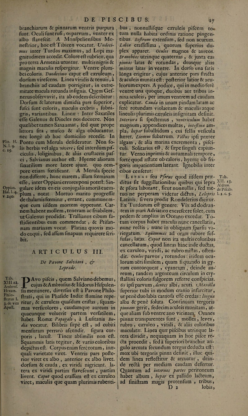 Plin. H. N. 1. 9. c. 15. Oppian. Hal.l.4. v. 240. branchiarum & pinnarum ventris purpura funt. Oculi funt rufi ; osparvum, venter ex albo flavefcit. A Monfpelieniibus Me- neftrior, hoc eft: Tibicen vocatur. Undeci¬ mus inter Turdos maximus, ad Lupi ma¬ gnitudinem accedit. Colore eft rubricae, qua pro terra Armenia utuntur, multis nigris & magnis maculis refpergirur. Ventre plum¬ bei coloris. Duodecimo caput eft caeruleum, dorfum virefcens. Linea viridis & tenuis, a branchiis ad caudam porrigitur, in extre¬ mitate macula rotunda infignis. Quem Gef- nerusobfervavit, ira ab eodem defcribitur: Dorfum & laterum dimidia pars fuperior, fufci funt coloris, maculis crebris , fubni- gris, variantibus. Lineae : Inter Saxatiles efte Galenus &Diocles nos docuere. Non quaelibet tamen Saxa amat, fed quae prope lictora fita , mufco & alga obducantur, nec longe ab hoc domicilio recedit. In Ponto cum Merula defideratur. Non fo- lis herbis vel alga -vivere, fed interdum pif- ciculis, loliginibus, & aliis cruftaceis paf- ci , Salvianus author eft. Hyeme aliorum faxatilium more latere ajunt. quo tem-‘ pore etiam foetificant. A Merula fpecie non differre, hunc marem, illam foeminam efte, inter Oppiani errores poni poteft. Sin¬ gulare idem en eis conjugalis amoris exem¬ de thalamis foeminae , errant, communem- que cum iifdem mortem oppetunt. Car- j nem habent mollem, teneram ac friabilem, ut Galenus prodidit. Trallianus cibum fa- jftidientibus eum commendat , & Ptifan- nam marinam vocat. Platina quovis mo¬ do coqui, fed aftiim finapum requirere fcri- bit. ARTICULUS III De Pavone Salvidni , & Leprade. Tab. XIII12. Ambrof. Hexam. Philo- ftratus 1. 3. de vita Apoll. PAvo pifcis , quem Salvianodebemus, cujus & Ambrofius & Ifidorus Hifpalen- fismeminere, diverfus eft a PavonePhilo- ftrati, qui in Phafide Indiae flumine repe- ritur, &: caeruleas quafdam criftas , fquam- mas verficolores , caudamque auream in quacunque voluerit partem verfatilem, habet. Romae Papagalo , a Lufitanis Bu- dia vocatur. Bilibris fxpe eft , ad cubiti menfuram perraro afeendit. figura cor¬ poris , lacuft. Tincte abfimilis non eft. Squammis latis tegitur, & variis coloribus depidus eft. Corpus enim fere totum, inar- quali varietate viret. Ventris pars pofte- rior viret ex albo , anterior ex albo livet, dorfum & cauda , ex viridi nigricant, la¬ tera ex viridi partim flavefcunt, partim livent. Caput quod craftum eft ex caeruleo viret, maculis que quam plurimis rubenti¬ bus , nonnullifque caeruleis pifcem to¬ tum nulla habita ordinis ratione pingen¬ tibus. Rojirum extenfum, fed non acutum. Labia crafliftima , quorum fuperius du¬ plex apparet. Oculos magnos & aureos. Branchias utrinque quaternas , & juxta eas pinnas latas & rotundas , duasque alias minus latas in ventre. In dorfo una fatis longa erigitur, cujus anterior pars ftrida &acu!eismunitaeft: pofterior latior&acu- leorum expers. A podice, qui in medio fere ventre una quoque, duobus aut tribus in- nixaaculeis, per imum ventrem ad caudam explicatur. Cauda in unam pindam latam ac fere rotundam violaceam &: maculis atque lineolis plurimis caeruleis infignitam definit. Interiora fi fpedemus , ventriculum habet magnum, appendices multas, inteftina am¬ pla, hepar fubalbidum , cui fellis veficula haeret. Lienem fubatrum. Viffus ipfi praeter algam , & alia marina excrementa , pifei- culi. Solitarius eft, faepefinguli capiun¬ tur. Verno inprimis & autumnali tempore, forte quod aeftate ob caloris, hyeme ob fri¬ goris impatientiamlateant. Ignobilis inter cibos cenfetur. Lepras feu Pforus quod iifdem prae¬ ditus fit fuggillationibus quibus qui lepra & pfora laborant, ficut nonnullis , fed me¬ Latinis, fi vera prodic Rondeletius dicitur. Ex Turdorum eft genere; Vix ad dodran¬ tem in mari Adriatico excrefcere folet, cum pedem & amplius in Oceano excedat. To¬ tum corpus habet maculis nunc cancellatis, nunc redis , nunc in obliquum fparfis va¬ riegatum. Squammas ad oram rubore fuf- fufas, latas. Caput non ita multis coloribus cancellatum, quod lineas hinc inde dudas, ex casruleo, viridi, ac rubromiftas, offen¬ dit. Oculos parvos , rotundos: iridem ocu¬ lorum aeri fimilem, quam fi quando in gy¬ rum contorqueat , cyaneum , deinde au¬ reum, tandem argenteum circulum in cry- ftallini coloris fulgorem referre confpicias. Os ipfi parvum, dentes albi, acuti. UVLaxilla fuperior tubi in modum cranio infarcitur, ut pene duo labia carnofa efte credas: lingua alba & pene foluta. Continuam tergoris pinnam gerit, fedecim aculeis munitam, at¬ que aliam fub ventre ano vicinain. Omnes pinnae transparentes funt, molles, leves, rubro , caeruleo , viridi, & aliis coloribus maculatae. Linea quae pifeibus utrinque la¬ tera dividit, nequaquam in hoc pifce re¬ da procedit, feda fuperiori branchiae an¬ gulo arcuata fecundum tergus deduda eft: mox ubi tergoris pinna definit, illuc qui¬ dem linea refleditur &: arcuatur , dein¬ de reda per mediam caudam defertur. Quantum ad internas partes peritoneum habet album, hepar ex pallido ladeum, ad finiftram magis protenfum , tribus, D 2 lobis, Tab. XII. 13. Aldrov. de Pifcib.