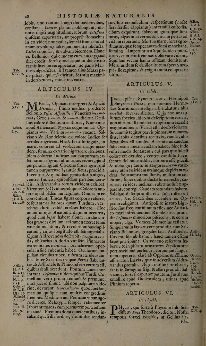 lobis, uno tantum longo duobus brevibus, conftans. Lienem planum, oblongum, mi¬ noris digiti magnitudine,rubrum, inteftina ejufdem capacitatis, ut proprie ftomachus j in eo videri non poflit,femelaftomachoad j anum revoluta,multisque omentis obduto. Lattes copiofas, & vulvam bicornem. Hanc | ex Bellonio, qui eundem cum uMar^apani > dici credit, forte quod ceque in deliciisob ) carnis fuavitatemappetatur, ac panis Mar- Tab. tius vulgo ditos. Eft tamen alius Marza pa- J XIV* *' nispifcis , qui Rofa dicitur, & totus maxime in dorfo rubet, minus in ventre. ARTICULUS IV. Ve Merula. MErula, Oppiani interpreti & Apicio Merulus , Plinio medico prodente Bellonio Pifcis Afpratilis , Venetis 7/wa ma¬ rina , Grsecis & dicitur. De il¬ lius colore diffentiunt authores, Numenius apud Athenarum Ingram cognominat. Op- pianus Varinus^*»^7»y. vocant. Sal- viano & Rondeletio ex colore Indico &• cseruleo nigricant. Hic & fexu diftinguit •, in mare, colorem ad violaceum magis acce¬ dere, foemince ex vario nigretcere,l'cribens. idem colorem Indicum aut purpureum ex- faturacum nigrum ab antiquis vocari, quod purpuram nigram. Circajam flore nigro, qui tamen purpureus eft, aut Indicus, prodidit. Invenitur & quoddam genus dorib nigro , ventre Indico, quibufdam partibus casru- , Aldrov.l. leis. Aldrovandus totum viridem exhibet. i.dcPif- Virentem & Ovidius reliquitiColorem rau- 6 tare apud ALlianura legimus. Omnes ineo I A.nan. i . c & H. A. 1. conveniunt. I ineas ngura corporis referre, i ,2.c.28. &fquammas latiores quam Turdum, ver- ; tebras dorfi valde eretos habere. Hoc unum in ejus Anatomia dignum occurrit, quod cum hepar habeat album, in duoslo- bos grandes divifum : fel tamen exerattenui vafculo inclufiim, & revolutionibus dupli¬ catum , cujus longitudo eft fefquipedalis. Quam Aldrovandus deferibit, magis in cau¬ da, obfcurius in dorfo virefeit. Pinnarum extremitates casruleas , branchiarum oper¬ cula in fine rubentia habet. Oculorum pu¬ pillam circulus ruber, rubrum c^ruleusam¬ bit. Inter Saxatiles in quee Petris ftabulan- Ariftot. tesab Ariftotele& Plinio referri certum efl:, ] H. A.l. quibus & alii accedunt. Pontum tamen non ) Plin H intran<t- ^^«^iirdem quibus Turdi. Co- N.l 9/ mellum vero primo tentarit & premunt, c mox jacere finunt. ubi non palpitare vide- de°R.?R.' tint, devorant. Generationem quod fpetot, ].8.c. 16. marium quifque cum multis congreditur foeminis. Medicam aut Perficam vitam age- 14. 1C re diceres. Zelotypia femper vehementer Plin. H. laborant mares, cum partus tempora inftant 1- 9- maxime. Fceminis domi quiefeentibus, in¬ cubant quafi illi foribus, ne infidis tendan- Tab. XIV. 2. Athen. 1. 7. tur. fub crepufculum vefpertinum (no£te fieri fcriBit Oppianus) intermiflacuftodia, , ' CIj cibum exquirunt, foteconjugum qute funt ALlian. intus, algas in cavernis & circum petras ad H* vidbumreperiunt. Mortuo mare, foras egre- oppian? diuntur,-quse femper antea domi manebant, Halicut. foeminse. Impetuntur a Squilla, ideo pifca- I-*v* tores, cum eos fceminas obfervare vident, Squillam vivam hamo affixam demittunt. Merulus,dum fe deilloulturum fperat, arri¬ pit, fic capitur, & exigui animi voluptas fit ultio. * ARTICULUS V. Ve Iulide. Iov\iet pifcis Sy nefio , Hermippo Smyrnceo Hicca , quo nomine Elermo- laus Sturiorem intelligi arbitrabatur , aliis Iurella*, &cIura-> dicitur. Quia non una ip- forum fpecies, ideo in deferiptione variari, non mirum. Rondeletio digiti non excedit magnitudinem. Varius eft, dorfo violaceo. Squammistegitur parvus pinnarum numero, litu, labiis dentibus recurvis, cauda, aliis faxatilibus efl: fimilis. A capite ad caudam fubauream lineam cutom habet, hincinde roftri modo dentatem , cui pars quee fubelt colore'eft casruleo , ventre candido .flave- fcente.Bellonius addit, corpore efle gracili &: oblongo-, tanto in tergore colorum varie¬ tate, ut in eo iridem utrimque depiftam vi¬ deas. Squammistenuifiimis, multorum co¬ lorum , fuper quibus duto lineae reto, cx- ruleoe, virides, melinae, rubre acfufete ap¬ parent, contegi. Caudam rotundam habere. Salviani deferiptio illa eft. Julisroftro efl: acuto , &c. Saxatilibus accenferi ex Op- piano coligimus. Antipoli & intotoLigu- ftico finu frequentilfimum efle, nec Adriati- co mari infrequentem Rondeletius prodi¬ dit Vefcunturminoribuspifciculis , Seeorum inopia, alga. Voraces Numenius teftatur. Singulares in faxis vivere prodidit cum Sal- viano Bellonius, gregales facit Ariftoteles. Cavent fibi ab hamo , haud tamen efcam fepe praeripiunt. Os veneno refertum ha¬ bere , & in pifcatu urinatores & pifcatores pertinaciflime perfequi, eorumque fangui- nem appetere, clare ab Oppiano & ^Eliano affirmatur. Laevia, quae in adverfum Aldro¬ vandus protulit. iEgris in albo jure elixari, fanis in fartagine frigi & affari prodidit Sal- vianus, forte Ii caput amputatum. Jus alvum emollire apud Diofcoridem j urinas apud Plinium reperio. Tab. XIV. 3. Oppian. Hal.l. 1. v. 124. Ariftot. H. A.l.9. Op-pian. Haiieur. 1.2. v. 4;4- Aiiian. H. A.l. 2. C. 44. Diolcor. in facile paiabil. ARTICULUS VI. Ve Phycide. PHycis , qui forte a Phycene folo fexu Tab. differt, Fuca Theodoro, dicitur. Noftri XIV’ temporis Graeci Phycida , ut Gellius ait, rho-