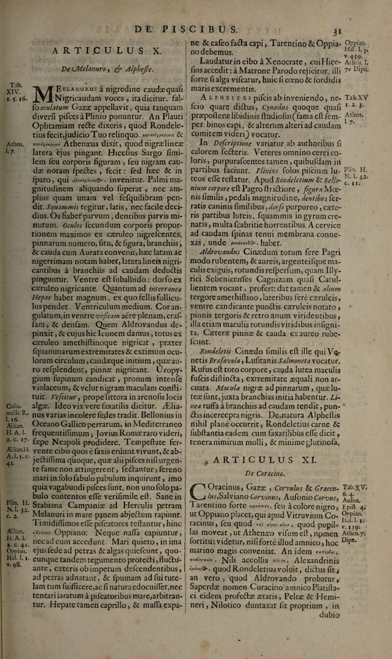 XIV. i. 5.16. Athen. I.7. Coi u- mella R. 1.16. ALlian. H.A.1. 2. c. 17. ALlian.H. A.l. 1. c. 41. Plin. H. N.l. 32. c. 2. ALlian. H. A.l. I. c. 4« Oppian. Hal. 1.1 v. 98. DE PISCIBUS. 3* ARTI.CULUS X. De CMelanuro , (fi Alphcfie. MEelanurus a nigredine caudxquafi Nigncaudam voces, iradicicur. fal- fooculatum Gazx appellavit, quia tanquam diverfi pifces a Plinio ponuntur. An Plauti Ophtamiam rede dixeris, quod Rondele- tius fecit,judicio Tuo relinquo. & ‘7ro\vyfiafj/AW Athenaeus dixit, quod nigrae linea! latera ejus pingant. Hicelius Sargo fimi- lem feu corporis figuram , feu nigram cau¬ da: notam fpe&es , fecit: fed hxc & in /paro, qui . invenitur. Palmi ma¬ gnitudinem aliquando fuperat , nec am¬ plius quam unam vel fefquilibram pen¬ dit. Squammis tegitur, latis, nec facile deci- dius. Os Habet: parvum, dentibus parvis mi¬ nutum. Oculos fecundum corporis propor¬ tionem maximos ex caeruleo nigrelccntes, pinnarum numero, fitu, & figura, branchiis, & cauda cum Aurata convenit, haec latam ac nigerrimam notam habet, latera lineis nigri¬ cantibus a branchiis ad caudam dedudis pinguntur. Ventre eftfubalbido: dorfoex caeruleo nigricante. Quantum ad interranca Hepar habet magnum , ex quo fellisfollicu¬ lus pendet. Ventriculum medium. Cor an¬ gulatum, in ventre veficam aere plenam, craf- fam, & denfam. Quem Aldrovandus de¬ pinxit , & cujus hic Iconem damus, totus ex caeruleo amethiftinoque nigricat , praeter fquammarum extremitates & extimum ocu¬ lorum circulum, caudaeque initium, quxau¬ ro re fpl en dent, pinnx nigricant. Uropy- gium fupinum candicat , pronum intenfe violaceum, & velut nigram maculam confti- tuit. Veficitur, prope littora in arenofis locis algae. Ideo vix vere faxatilis dicitur. Aslia- nus varias incolere fedes tradit. Bellonius in Oceano Gallico perrarum, in Mediterraneo frequentifiimum Jovius Roma: raro videri, faepe Neapoli prodidere. TempeAate fer¬ vente cibis quos e faxis eruunt vivunt, & ab- jedifiima qiioque, quae alii pifces nifi urgen¬ te famenon attingerent, fedantur; fereno mari in lolo fabulo pabulum inquirunt, imo quia vagabundi pifces funt, non uno folo pa¬ bulo contentos efie verifimile .eft. Sane in Stabiana Campania: ad Herculis petram Melanuri in mare panem abjedum rapiunt. 1 imidiAimos elle pifcatores teftantur, hinc CtftUii( Oppiano, Neque nafta capiuntur, necad cum accedunt. Mari quieto, in ima ejusfedead petras &c algas quiefeunt, quo¬ cunque tandem tegumento protedi,fludu- anre, caeteris ob impetum defeendentibus, ad petras ad natant, &c fpumam ad fui tute¬ lam tum fuifiicere,ac fi naturacdocuifiet,nec tentariiaratum a pifcatoribus mare,arbitran¬ tur. Hepate tamen caprillo, d maftaexpa- Oppian. Hal. l.j* v- 459- Athen. 1. 7? Dipn. Tab.xV I. 2. 3. Athen* 1.7. Plin. H. N. 1. 32* c. II.\ ne & cafeo fada capi, Tarentino & Oppia¬ no debemus. Laudatur in cibo a Xenocrate, cuiHice- fius accedit: a Matrone Parodo rejicitur, illi forte fi alga vifcatur, huic fi coeno Sc lordidis maris excrementis. Alphestes pifeis ab inveniendo, ne- fcio quare di£tus, Cynadus quoque quafi praepoftera: libidinis ftudiofus(Tamaeft fem* per binos capi, &alterlim alteri ad caudam comitem videri J vocatur. In Defcriptione variatur ab authoribus fi calorem fe£teris. Veteres omnino cerei co¬ loris, purpurafeentes tamen, quibufdam in partibus faciunt. Plinius folos pificium lu¬ teos efie teftatur. Apud Bondeletium &z Bello- nium corpore eft Pagro ftriftiore, figura Mae¬ nis fimilis, pedali magnitudine, dentibus fer¬ ratis caninis fimilibus, dorfio purpureo, caete- ris partibus luteis, fquammis in gyrum cre- natis, multa fcabritie horrentibus. A cervice ad caudam fpinas tenui membrana conne¬ xas , unde /UtIWIClltfl©. , habet. Aldrovandus Cinaedum totum fere Pagri modo rubentem, &: aureis, argenteifque ma¬ culis exiguis, rotundis refperlum, quam Illy¬ rici Sebenicenfes Cagnizam quafi Catul- lientem vocant, profert: dat tamen & alium tergoreamethiftino,lateribus fere caeruleis, ventre candicante punftis caeruleis notato , * pinnis tergoris & retro anum viridentibus, illa etiam maculis rotundis viridibus infigni- ta. Caeterae pinnae &c cauda ex aureo rubc- fcunt. Rondeletii Cinxdo fimilis eft ille qui Va- netis Brafavola, Lufitanis Salmoneta vocatur. Rufus efl: toto corpore, cauda lutea maculis fufcisdiftinfta, extremitate aequali non ar¬ cuata. Macula nigrae ad pinnarum, quae lu¬ tea: funt, juxta branchias initia habentur. Li¬ nea ruffa a branchiis ad caudam tendit, pun¬ ctis incercepra nigris. De-natura Alpheftis nihil plane occurrit, Rondeletius carne fubftantia eadem cum faxatilibus efie dicit , teneranimirum molli, & minimeglutinofa. , ARTICULUS XI. De Coracino. COracinus, Gaza: , Coryulus 8c Graccu- Tab.xV/ /W,Salviano Corvinus, Aufomo Corvus, ^upon Tarentino forte c, feu a colore nigro, Epift. 4. ut Oppiano placet, qui apud Vitruvium Co- °PPian- racinus, feu quod ta; xopxe jtivet , quod pupil- V.V39.1* las moveat, ut Athenxo vifum eft, npmen Athen./, fortitus videtur, nifi forte illud amnico, hoc DlPn* marino magis conveniat. An idem TThaSiTauot , Nili accollis Alexandrinis quod Rondeletius voluit, diftus fit; an vero , quod Aldrovando probatur, Saperdx nomen Coracino amnicoPlatifta- ci eidem profedb: artaris, Pelta: & Hemi- neri, Nilotico duntaxat fit proprium , in. dubio