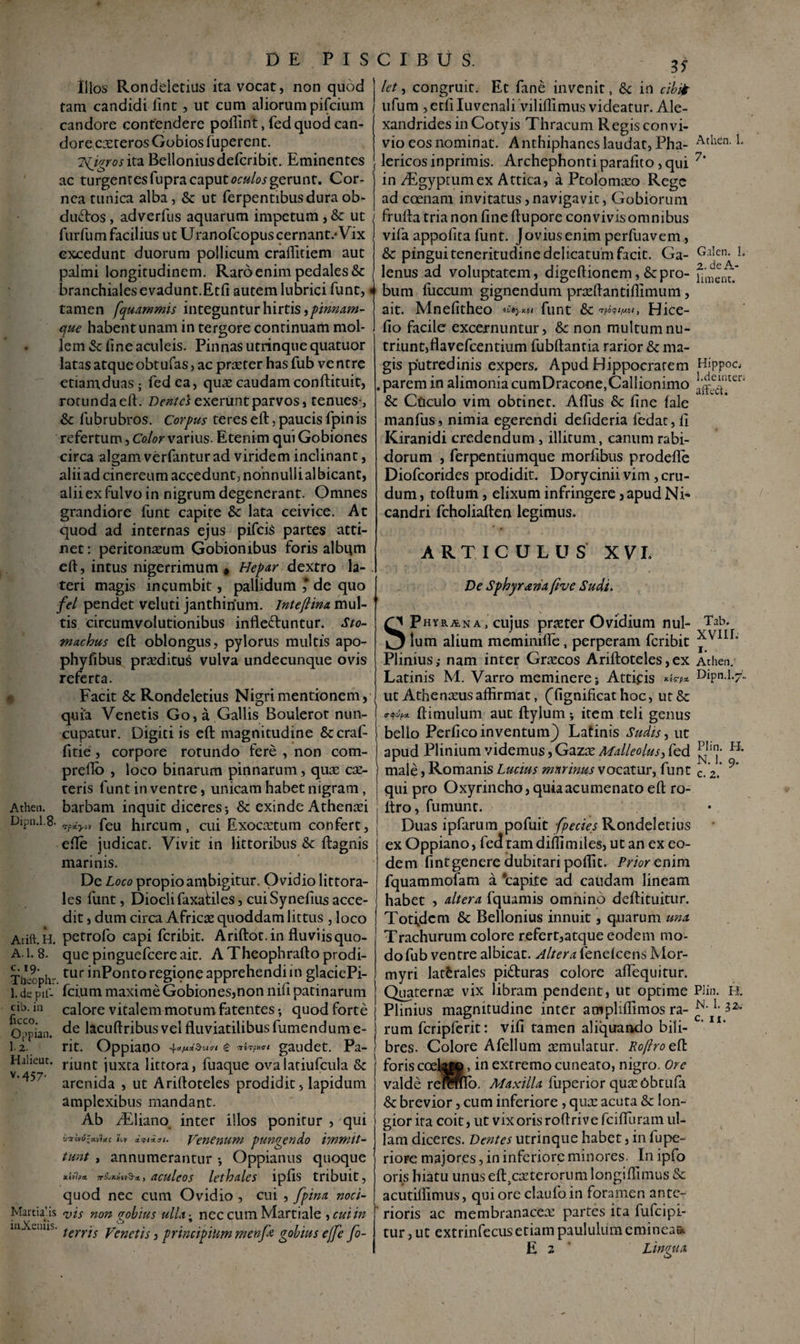 DE.PIS Illos Rondeletius ita vocat, non quod tam candidi fint, ut cum aliorum pifcium candore contendere poffint, fed quod can¬ dore exteros Gobios fuperent. Tfigros ita Belloniusdefcribit. Eminentes ac turgentes fupra caput oculos gerunt. Cor¬ nea tunica alba, & ut ferpentibusdura ob- duftos, adverfus aquarum impetum , & ut fur fu m facilius ut Uranofcopus cernant/Vix excedunt duorum pollicum craffitiem aut palmi longitudinem. Raro enim pedales & branchiales evadunt.Etfi autem lubrici fune, tamen fquammis integuntur hirtis,pinnam¬ que habent unam in tergore continuam mol¬ lem & fine aculeis. Pinnas utrinque quatuor latas atque obtufas, ac praeter has fub ve ntre etiamduas; fed ea, quae caudamconftituit, rotunda eft. Dentes exerunt parvos, tenues-, & fubrubros. Corpus teres eft, paucis fpin is refertum, Color varius. Etenim qui Gobiones circa algam verfantur ad viridem inclinant, alii ad cinereum accedunt, nonnulli al bicant, alii ex fulvo in nigrum degenerant. Omnes grandiore funt capite &: lata ceivice. At quod ad internas ejus pifeis partes atti¬ net : peritonaeum Gobionibus foris album eft, intus nigerrimum » Hepar dextro la¬ teri magis incumbit, pallidum * de quo fel pendet veluti janthirium. Jnteftina mul¬ tis circumvolutionibus inflectuntur. Sto¬ machus eft: oblongus, pylorus multis apo- phyfibus praeditus vulva undecunque ovis referta. Facit & Rondeletius Nigri mentionem, quia Venetis Go, a Gallis Boulerot nun¬ cupatur. Digiti is eft: magnitudine &craf- fitie, corpore rotundo fere , non com- preflo , loco binarum pinnarum, quae cae- teris funt in ventre, unicam habet nigram, Athen. barbam inquit diceres; & exinde Athenaei Dipn.1.8. feu hircum, cui Exocaetum confert, efle judicat. Vivit in littoribus & ftagnis marinis. De Loco propioambigitur. Ovidio littora- les funt, DioclifaxaEiles, cuiSynefius acce¬ dit , dum circa Africae quoddam littus , loco Arift.H. petrofo capi feribit. Ariftot. in fluviisquo- A. 1. 8. que pinguefeere ait. A Theophrafto prodi- Tbeoph- tur inPontoregipne apprehendi in glaciePi- 1. de pii- fcium maxime Gobiones,non nifi patinarum ab. in calore vitalem motum fatentes *, quod forte Q^-an> de lacuftribus vel fluviatilibus fumendume- 1.2. rit. Oppiano 4oniSoirt (£ verpua-t gaudet. Pa- Haheut. riunt jUXta littora, luaque ovalatiufcula & V’457' arenida , ut Ariftoteles prodidit, lapidum amplexibus mandant. Ab vEliano inter illos ponitur , qui ttv xcftin. Venenum pungendo immit¬ tunt , annumerantur •, Oppianus quoque xiflp*. , aculeos lethalcs ipfis tribuit, quod nec cum Ovidio , cui , fpina noci- Mai cia’is vis non (robius ulla ■ nec cum Martiale , cui in 111 enus‘ terris Venetis, principium menfa gobius ejfe fo- CIBUS. let, congruit. Et fane invenit, & in cibit ufum , etfi Iuvenali viliffimus videatur. Ale- xandridesinCotyis Thracum Regis convi¬ vio eos nominat. A nthiphanes laudat, Pha- Athen- *• lericos inprimis. Archephonti parafito, qui 7’ in ^Egyptumex Attica, a Ptolomaeo Rege ad coenam invitatus, navigavit, Gobiorum frufta tria non fine ftupore convivis omnibus vifa appofita funt. Jovius enim perfuavem , & pingui teneritudine delicatum facit. Ga- GaIen- lenus ad voluptatem, digeftionem, &pro- bum fiiccum gignendum praeftantiffimum, ait. Mnefitheo iirdyaoi funt & 'rpoQt/wt, Hice- fio facile excernuntur, & non multum nu¬ triunt, flavefeentium fubftantia rarior & ma¬ gis putredinis expers. Apud Hippocratem Hippoo .paremin alimoniacumDracone,Callionimo ai^luer' & Cticulo vim obtinec. Aflus &c fine lale manfus, nimia egerendi defideria fedat, fl Kiranidi credendum, illitum, canum rabi¬ dorum , ferpentiumque morfibus prodefle Diofcorides prodidit. Dorycinii vim, cru¬ dum , toftum, elixum infringere, apud Ni¬ candri fcholiaften legimus. ARTICULUS XVI. De Sphy rana fi ve Sudi. Phyrana, cujus praeter Ovidium nui- Tab. O lum alium meminille, perperam feribit ^VIII° Plinius,- nam inter Graecos Ariftoteles,ex Athen. Latinis M. Varro meminere 5 Attipis Dipn.1.7.. ut Athenaeusaffirmat, (fignificat hoc, ut&c (FfyjpdL ftimulum aut ftylum •, item teli genus bello Perfico inventum} Latinis Sudis, ut apud Plinium videmus,Gazas Malleolus, fed H- male, Romanis Lucius mnrinus vocatur, funt c.‘2i‘ 9* qui pro Oxyrincho, quiaacumenato eft ro- ltro, fumunt. Duas ipfarum pofuit fpecies Rondeletius ex Oppiano, fed tam diffimiles, ut an ex eo¬ dem fint genere dubitari poffit. Prior enim fquammofam a ‘capite ad caudam lineam habet , altera fquamis omnino deftituitur. Totidem & Bellonius innuit, quarum una Trachurum colore refert,atque eodem mo¬ do fub ventre albicat. Altera fenelcens Mor¬ myri latferales pitfturas colore aflequitur. Quaternae vix libram pendent, ut optime Plin. H. Plinius magnitudine inter ampliffimos ra- 1- *z° rum fcripferit: vifi tamen aliquando bili¬ bres. Colore Afellum aemulatur. Roftroeft. foris coelago, in extremo cuneato, nigro. Ore valde remfilb. Maxilla fuperior quaeObtufa & brevior, cum inferiore , quae acuta & lon¬ gior ira coit, ut vix oris roftrive fciflfuram ul¬ lam diceres. Dentes utrinque habet, in fupe- riore majores, in inferiore minores. In ipfo oris hiatu unus efl^caeterorum longiffimus & acutiffimus, qui ore claulo in foramen ante¬ rioris ac membranacea: partes ita fufeipi- tur, ut extrinfecus etiam paululum emineat* E 2 Lin<rua