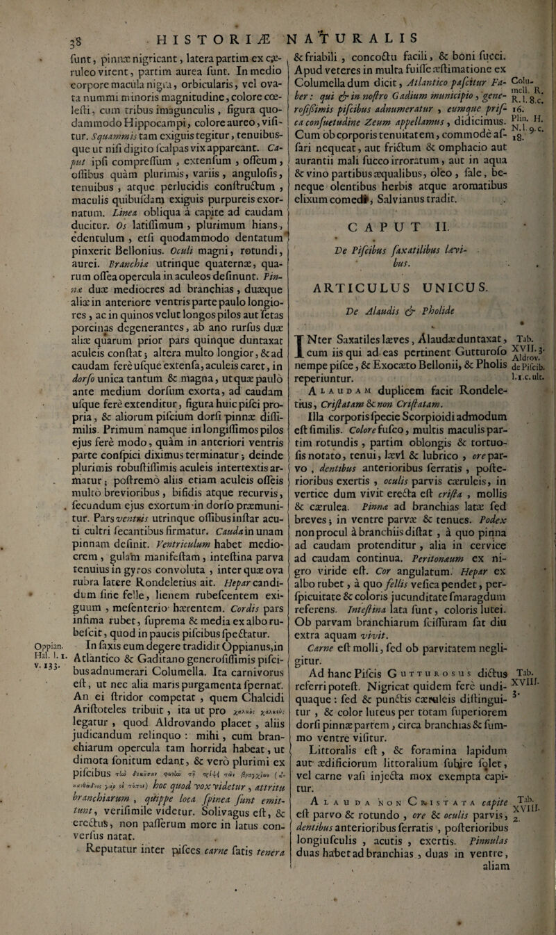 ; i Oppian. Hal. !. i v-133* 58 HISTORIA funt, pinnas nigricant, laterapartim ex c#- ruleo virent, partim aurea funt. In medio corpore macula nigra, orbicularis, vel ova¬ ta nummi minoris magnitudine, colore coe¬ le fri , cum tribus imagunculis , figura quo¬ dammodo Hippocampi, colore aureo, vifi- tur. Squammis tam exiguis tegitur, tenuibus- que ut nifi digito fcalpas vix appareant. Ca¬ put ipfi compreffum , extenfum , offeum, oftibus quam plurimis, variis , angulofis, tenuibus , atque perlucidis conftru&um , maculis quibufdam exiguis purpureis exor¬ natum. Linea, obliqua a capite ad caudam ducitur. Os latiftimum , plurimum hians, edentulum , etfi quodammodo dentatum pinxerit Bellonius. Oculi magni, rotundi, aurei. Branchia utrinque quaternae, qua¬ rum oflea opercula in aculeos definunt. Fin- na duae mediocres ad branchias , duaeque ali^in anteriore ventris parte paulo longio¬ res , ac in quinos velut longos pilos aut 'fetas porcinas degenerantes, ab ano rurfus duae aliae quarum prior pars quinque duntaxat aculeis conflat; altera multo longior,&ad caudam fereufque extenfa,aculeis caret, in dorfo unica tantum & magna, ut quae paulo ante medium dorfum exorta, ad caudam ufque fere extenditur, figura huic pifei pro¬ pria, & aliorum pilcium dorfi pinnae difti- milis. Primum namque in longiflimos pilos ejus fere modo, quam in anteriori ventris parte confpici diximus terminatur j deinde plurimis robuftiflimis aculeis intertextis ar¬ matur ; poftremo aliis etiam aculeis ofleis multo brevioribus , bifidis atque recurvis, fecundum ejus exortum in dorfo praemuni¬ tur. Pars ventuis utrinque oftibus inftar acu¬ ti cultri fecantibus firmatur. Cauda in unam pinnam definit. Ventriculum habet medio¬ crem , gulam manifeftam, inteftina parva tenuius in gyros convoluta , inter quae ova rubra latere Rondeletius ait. Hepar candi¬ dum fuie feile, lienem rubefeentem exi¬ guum , mefenterio' hierentem. Cordis pars infima rubet, fuprema & media ex albo ru- belcit, quod in paucis pifeibus fpe£tatur. In faxis eum degere tradidit Oppianus,in Atlantico &z Gaditano generofiflimis pifei- busadnumerari Columella. Ita carnivorus eft, ut nec alia maris purgamenta fpernat. An ei flridor competat , quem Chalcidi Ariftoteles tribuit, ita ut pro legatur , quod Aldrovando placet , aliis judicandum relinquo : mihi, cum bran¬ chiarum opercula tam horrida habeat, ut dimota fonitum edant, & vero plurimi ex pifeibus 'rLu (PottXO-aV yccvl//) T« ( CL- x.uvbctxfti; j/Ctp 0! TQTTCit) hoc quod vox videtur , attritu branchiarum , quippe loca fpinea funt emit¬ tunt, verifimile videtur. Solivagus eft, & ere£hi$, non pafterum more in latus con- verfus natat. Reputatur inter pifces carne fatis tenera NATURALIS & friabili , conco&u facili, & boni fucci. Apud veteres in multa fuiftexftimatione ex Columella dum dicit, Atlantico pafeitur Fa- Colu-^ ber: qui & in noftro Gadium municipio , gene- g c‘ roffimis pifeibus adnumeratur , eumque prift 16. ca confuetudine Zeum appellamus, didicimus. Cum ob corporis tenuitatem, commode af- ,g. 9' fari nequeat, aut friftum & omphacio aut aurantii mali fucco irroratum, aut in aqua & vino partibus ecqualibus, oleo , fale, be- neque olentibus herbis atque aromatibus elixum comed#* Salvianus tradit. CAPUT 11 Ve Pifeibus faxatilibus Uvi- bus. ARTICULUS UNICUS. Ve Alaudis & Pholide INter Saxatiles leeves, Alaudas duntaxat, Tab. cum iis qui ad eas pertinent Gutturofo nempe pifce, & Exocasto Bellonii, & Pholis dePifcib. reperiuntur. l.i.c.ult. Alaudam duplicem facit Rondele¬ tius, Crijlatam tknon Crifatam. Illa corporisfpecie Scorpioidi admodum eftfimilis. Colorefufeo, multis maculispar- tim rotundis , partim oblongis & tortuo- fis notato, tenui, Icevi & lubrico , ore par¬ vo , dentibus anterioribus ferratis , pofte- rioribus exertis , oculis parvis caeruleis, in vertice dum vivit erefra eft crifla , mollis & caerulea. Pinna ad branchias latae fqd breves; in ventre parvae & tenues. Podex non procul a branchiis diftat , a quo pinna ad caudam protenditur , alia in cervice ad caudam continua. Peritonaum ex ni¬ gro viride eft. Cor angulatum. Hepar ex albo rubet, a quo fellis vefica pendet, per- fpicuitate coloris jucunditate fmaragdum referens. Inteftina lata funt, coloris lutei. Ob parvam branchiarum fcifturam fat diu extra aquam vivit. Carne eft molli, fed ob parvitatem negli- gitur. Ad hanc Pifcis Gutturosus di£lus Tab. referri poteft. Nigricat quidem fere undi- xvll[' quaque: fed & punftis caeruleis diftingui- tur , & color luteus per totam fuperiorem dorfi pinnae partem, circa branchias &: fum- mo ventre vifitur. Littoralis eft , Sc foramina lapidum aur aedificiorum littoralium future folet, vel carne vafi inje£ta mox exempta capi¬ tur. Alauda 'non Cristata capite eft parvo & rotundo , ore & oculis parvis, z dentibus anterioribus ferratis , pofterioribus longiufculis , acutis , exertis. pinnulas duas habet ad branchias, duas in ventre, aliam