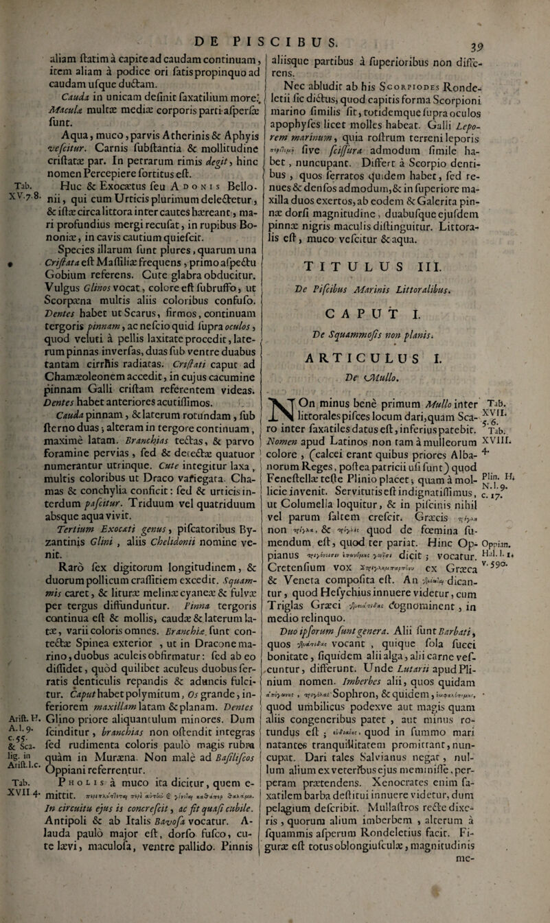 Tab. XV. 7.8 Arift. H. A.l. 9. c-55- & Sca- lig. in Arift.l.c. Tab. XVII.4. DE P I S aliam ftatim a capife ad caudam continuam, item aliam a podice ori fatis propinquo ad caudam ufque du£tam. Cauda in unicam definit faxatilium more.’. Macula multae mediae corporis parti afperfae funt. Aqua, muco, parvis A therinis &c Aphyis •vefeitur. Carnis fubftantia &c mollitudine criftatae par. In petrarum rimis degit , hinc ( nomen Percepierefortitus eft. Huc & Exocaetus feu Adonis Bello - nii, qui cum Urticis plurimum dele&etur, & iftae circa littora inter cautes haereant > ma¬ ri profundius mergi recufat, in rupibus Bo¬ noniae , in cavis cautium quiefeit. Species illarum lunt plures, quarum una Crifiata eft Mafiiliae frequens , primo afpedtu Gobium referens. Cure glabra obducitur. Vulgus Glinos vocat, colore eft fubruffo, ut Scorpaena multis aliis coloribus confufo. Dentes habet ut Scarus, firmos, continuam tergoris pinnam, ac nefeio quid fupra oculos , quod veluti a pellis laxitate procedit, late- ( rum pinnas inverfas, duas fub ventre duabus tantam cirrftis radiatas. Crtflati caput ad Chamaeoleonem accedit, in cujus cacumine pinnam Galli criftam referentem videas. Dentes habet anteriores acutifiimos. Cauda pinnam, & laterum rotundam, fub fterno duas •, alteram in tergore continuam, maxime latam. Branchias teftas, & parvo foramine pervias, fed & detedtae quatuor ' numerantur utrinque. Cute integitur laxa , multis coloribus ut Draco vafiegara. Cha- mas & conchylia conficit: fed &c urticis in¬ terdum pafeitur. Triduum vel quatriduum absque aqua vivit. Tertium Exocati genus, pifcatoribus By¬ zantinis Glini , aliis chelidonii nomine ve¬ nit. Raro lex digitorum longitudinem, & duorum pollicum craflitiem excedit. Scjuam- mis caret, & liturae melinae cyaneae & fulvae per tergus diffunduntur. Pinna tergoris continua eft & mollis, caudae & laterum la¬ tae, varii coloris omnes. Branchu. funt con- teftae Spinea exterior , ut in Dracone ma¬ rino, duobus aculeis obfirmatur: fed ab eo diffidet, quod quilibet aculeus duobus fer¬ ratis denticulis repandis & aduncis fulci¬ tur. Caput habet polymitum, Os grande, in¬ feriorem maxillam latam & planam. Dentes Glino priore aliquantulum minores. Dum { fcinditur , branchias non oftendit integras fed rudimenta coloris paulo magis rubm quam in Muraena. Non male ad Bajilifcos Oppiani referrentur. P h o l i s a muco ita dicitur, quem e- mittit. srsfi ditTU-i (£ ylvilay x.*.&u.7np In circuitu ejus is concrefcit, ac fit qua fi cubile. ! Antipoli ab Italis Bavofia vocatur. A- lauda paulo major eft, dorfo fufeo, cu¬ te laevi, maculofa, ventre pallido. Pinnis CIBUS. 39 aliisque partibus a fuperioribus non diffe¬ rens. Nec abludit ab his Scorpiodes Rondc- Ietii fic didhisj quod capitis forma Scorpioni marino fimilis fit, totidemque fupra oculos apophyfes licet molles habeat. Galli Lepo¬ rem marinum, quia roftrum terreni leporis 7TipCh(/.p five fcijjura admodum fimile ha¬ bet , nuncupant. Differt a Scorpio denti¬ bus , quos ferratos quidem habet, fed re¬ nues & denfos admoduin,& in fuperiorc ma¬ xilla duos exertos, ab eodem & Galerita pin¬ na: dorfi magnitudine, duabufqueejufdem pinna: nigris maculis diftinguitur. Littora- lis eft, muco vefeitur &aqua. TITULUS III. De Pifcibus Marinis Littoralibus. CAPUT I. De Squammofis non planis< ARTICULUS I. De UHullo. NOn minus bene primum Mullo inter Tab. littoralespifces locum dari,quam Sca- ^ g11' ro inter faxatilesdatuseft,inferiuspatebit. Tab. Nomen apud Latinos non tam a mulleorum XV1IL colore , (calcei erant quibus priores Alba- norum Reges, poftea patricii ufi funtj) quod Fcneftellaetefte Plinio placet; quamamol- licieinvenit. Servituriseftindignatiflimus, c.\yT ut Columella loquitur, & in pifeinis nihil vel parum faltem crefcir, Graecis non if&c quod de foemina fu- mendum eft, quod ter pariat. Hinc Op- Oppian. pianus <tfiyiw*i» kc yono-i dicit $ vocatur. 14 Cretenfium vox 2Tety\»/*n-apirfou ex Graeca v & Veneta compofita eft. An dican¬ tur , quod Hefychius innuere videtur, cum Triglas Graeci jJytifiaT/cTaf dognominent, in medio relinquo. Duo ipforum funt genera. Alii fu n t Barbati, quos vocant , quique fola fueei bonitate, fiquidem alii alga, alii carne vef- cuntur, differunt. Unde Lutarii apud Pli¬ nium nomen. Imberbes alii, quos quidam arroyuvm , TflyfatLi Sophron, & quidem quod umbilicus podexve aut magis quam aliis congeneribus patet , aut minus ro¬ tundus eft • li/flctiisc > quod in fummo mari natantes tranquillitate ni promitrant, nun¬ cupat. Dari tales Salvianus negat, nul¬ lum alium ex veterfbus ejus memmifle, per¬ peram praetendens. Xenocrates enim fa- xatilem barba deftitui innuere videtur, dum pelagium deferibit. Mullaftros re<fte dixe¬ ris , quorum alium imberbem , alterum a fquammis afperum Rondeletius facit. Fi¬ gurae eft totusoblongiufculae, magnitudinis me-