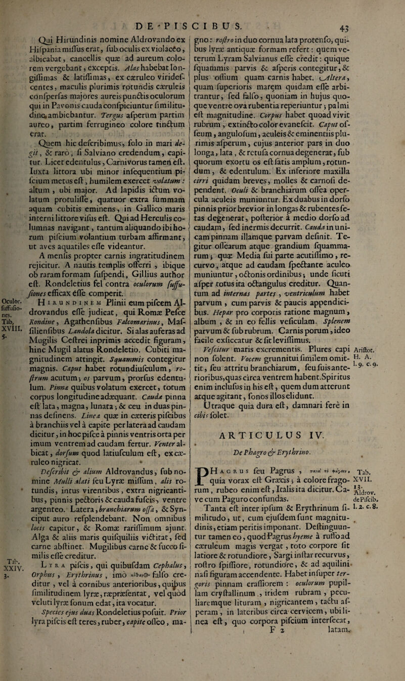 Oculbr. fuffufio- nes. Tab, XVIIIf 5* Tab. XXIV. 3* D E * P I S C I B U $. Qui Hirundinis nomine Aldrovando ex Bifpaniamiftus erat, fub oculis ex violaceo, albicabat, cancellis quas ad aureum colo¬ rem vergebant, exceptis. Alas habebat lon- giffimas & latilfimas, ex casruleo viridef- centes, maculis plurimis rptundis casruleis confperfas majores aureis punftis oculorum qui in Pavonis caudaconfpiciuntur fimilitu- dinaambiebantur. Tergus afperum partim aureo, partim ferrugineo colore tinfbum j erat. Quem hic deferi bimus, folo in mari de- I git, &c raro, fi Salviano credendum, capi¬ tur. Licet edentulus. Carnivorus tamen eft. Iuxta littora ubi minor inlequentium pi¬ le tum metus eft, humilem exercet 'volatum: altum , ubi major. Ad lapidis iftum vo¬ latum protulifie, quatuor extra fummam aquam cubitis eminens, in Gallico maris I interni littorevifus eft. Qui ad Herculis co- I lumnas navigant, tantum aliquando ibi ho¬ rum pifeium volantium turbam affirmant, ut aves aquatiles efte videantur. A menfis propter carnis ingratitudinem rejicitur. A nautis templis offerri , ibique ob raram formam fufpendi, Gillius author eft. Rondeletius fel contra oculorum fujfu- fiones efficax 6fle comperit. Hirundinem Plinii eum pifcem Al- drovandus efte judicat, qui Romas Pefce Kondine, Agathenfibus Falcomarinus, Maf- filienfibus Landola dicitur. Si alas auferas ad Mugilis Ceftrei inprimis accedit figuram, hinc Mugil alatus Rondeletio. Cubiti ma¬ gnitudinem attingit. Squammis contegitur magnis. Caput habet rotundiufculum, ro- (irum acutum-, os parvum, prorfus edentu¬ lum. Pinna quibus volatum exercet, totum corpus longitudineadtequant. Cauda pinna eft lata, magna, lunata j & ceu in duas pin¬ nas definens. Linea quas in casteris pifeibus a branchiis vel a capite per latera ad caudam dicitur, in hoc pifce a pinnis ventris orta per imum ventrem ad caudam fertur. Venter al¬ bicat, dorfum quod latiufculum eft, excas- ruleo nigricat. * Defcribit & alium Aldrovandus, fub no¬ mine Mulli alati feu Lyras mifliim, alis ro¬ tundis, intus virentibus, extra nigricanti¬ bus, pinnis peftoris & cauda fufeis^, ventre argenteo. Latera, branchiarum offa, &Syn- ciput auro refplendebant. Non omnibus locis capitur, & Romas rariffimum ajunt. Alga & aliis maris quifquiliis vidfitat, fed carne abftinet. Mugilibus carne & fucco fi- milis efte creditur. Lyra pafeis, qui quibufdam Cephalus, Orphus , Erythrinus , imo falfo cre- j ditur , vel a cornibus anterioribus, quibus fimilitudinenl lyras, rasprasfentat, vel quod vel uti lyras fonum edat, ira vocatur. Species ejus duas Rondeletius pofuit. Prior lyra pifeis eft teres, ruber, capite ofleo, raa- 43 gno: roflro in duo cornua lata protenfo, qui¬ bus lyras antiquas formam refert: quem ve¬ terum Lyram Salvianus efte credit: quique fquammis parvis afperis contegitur, & plus offium quam carnis habet, altera, quam fuperioris marem quidam efte arbi¬ trantur, fed falfo, quoniam in hujus quo¬ que ventre ova rubentia reperiuntur * palmi eft magnitudine. Corpus habet quoad vivit rubrum, extinfto color evanefeit. Caput of- feum, angulofum, aculeis & eminentiis plu¬ rimis afperum, cujus anterior pars in duo longa, lata , &rctufa cornua degenerat, fub quorum exortu os eft fatis amplum, rotun¬ dum, & edentulum. Ex inferiore maxilla cirri quidam breves, molles & carnofi de¬ pendent. Oculi & branchiarum ofiea oper¬ cula aculeis muniuntur. Ex duabus in dorfo pinnis prior brevior in longas & rubentes fe¬ tas degenerat, pofterior a medio dorfo ad caudam, fed inermis decurrit. Cauda in uni¬ cam pinnam illamque parvam definit. Te¬ gitur oflearum atque grandium fquamma- rum; quas Media fui parte acutiflimo, re¬ curvo , atque ad caudam fpe£tante aculeo muniuntur, oftonis ordinibus unde ficuti afper totus ita o&angulus creditur. Quan¬ tum ad internas partes , -ventriculum habet parvum , cum parvis & paucis appendici¬ bus. Hepar pro corporis ratione magnum, album , & in eo fellis veficulam. Splenem parvum & fub rubrum. Carnis porum, ideo facile exficcatur &fitleviflimus. Vefcitur maris excrementis. Plures capi Ariftot. non folent. Vocem grunnituifimilem omit- H. A- tit, feu attritu branchiarum, feufuisante- '9' c'9‘ rioribus,quas circa ventrem habent.Spiritus enim inclufus in his eft, quem dum atterunt atque agitant, fonos illos elidunt. Utraque quia dura eft, damnari fere in cibis folet. ARTICULUS IV. De Phagro & Erylhrino. PH a g r u s feu Pagrus , Tab. quia vorax eft Grascis* a colore frago- XVil, rum, rubeo enim eft, Italis ita dicitur. C a- Jydrov. ve cum Paguro confundas. dePifcib. Tanta eft inter ipfum & Erythrinum fi- c-8* mihtudo, ut, cum ejufdemfunc magnitu¬ dinis , etiam peritis imponant. Deftinguun- tur tamen eo, quod Pagrus hyeme a ruffoad casruleum magis vergat, toto corpore fit latiore & rotundiore, Sargi inftar recurvus, roftro fpifiiore, rotundidre, & ad aquilini' nafi figuram accendente. Habet infuper ter¬ goris pinnam craffiorem : oculorum pupil¬ lam cryftallinum ., iridem rubram , pecu- liaremque lituram , nigricantem, taftu afi peram , in lateribus circa cervicem, ubili- nea eft, quo corpora pifeium interfecat, , F z latam..