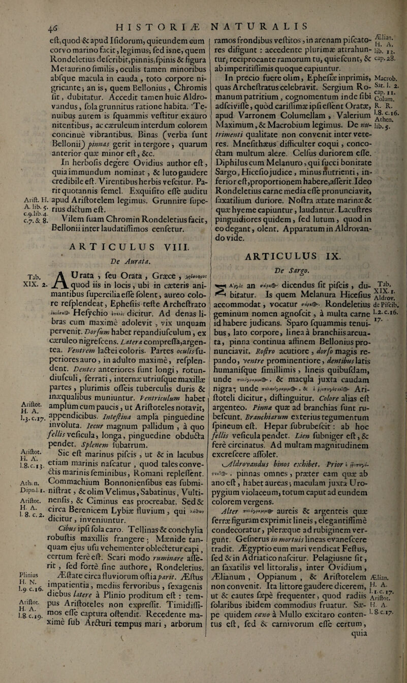 4<6 Tab. XIX. 2 eft,quod & apud Ifidorum, quieundem cum corvo marino facit, legimus-, fed isne, quem Rondeletius defcribit,pinnis,fpinis & figura Meraurinofimilis, oculis tamen minoribus abfque macula in cauda , toto corpore ni¬ gricante*, an is, quem Bellonius , Chromis fit, dubitatur. Accedit tamen huic Aldro- vandus, fola grunnitus ratione habita. ‘Te¬ nuibus autem is fquammis veftitur ex auro nitentibus, ac cxruleum interdum colorem concinue vibrantibus. Binas (Verba funt Bellonii^ pinnas gerit in tergore , quarum anterior quas minor eft, &c. In herbofis degere Ovidius author eft, quia immundum nominat, & luto gaudere credibileeft. Virentibus herbis vefeitur. Pa- ritquotannis femel. Exquifito efte auditu Arift. H. apud Ariftotelem legimus. Grunnire fupe- f hb’4 nus di&um eft. c.7. & 8. Vilem fuam Chromin Rondeletius facit, Belloniiinter laudatiflimos cenfetur. ARTICULUS VIII. De Aurata. AUrata , feu Orata , Grxce quod iis in locis, ubi in exteris ani¬ mantibus fuperciliaeftefolent, aureo colo¬ re refplendeat, Ephefiis tefte Archeftrato iwirx.®* Hefychio trtxt; dicitur. Ad denas li¬ bras cum maxime adolevit , vix unquam pervenit. Dorfum habet repandiufculum, ex cxrulco nigrefeens. Latera comprefta,argen¬ tea. Ventrem la£tei coloris. Partes oculisiu- perioresauro, in adulto maxime, refplen- dent. Dentes anteriores funt longi, rotun- diufculi, ferrati, internaeutriufquemaxillx partes, plurimis ofteis tuberculis duris & inaequalibus muniuntur. Ventriculum habet amplum cum paucis, ut Ariftoteles notavit, appendicibus, intefiina ampla pinguedine involuta, lecur magnum pallidum , a quo fellisveficula, longa, pinguedine obdudta pendet. Splenem liibatrum. Sic eft marinus pifeis , ut & in lacubus etiam marinis nafcatur , quod tales conve¬ his marinis feminibus, Romani repleflent. Commachium Bonnonienfibus eas fubmi- niftrac, & olim Velimus, Sabatinus, VuJti- nenfis, & Ciminus eas procreabat. Sed& circa Berenicem Lybix fluvium , qui dicitur, inveniuntur. Cibus ipfi fola caro. Tellinas & conchylia robuftis maxillis frangere; Mxnide tan- quam ejus ufu vehementer oble£teturcapi, certum fere eft. Scari modo ruminare afle- rit, fed forte fine authore, Rondeletius. ^Eftate circa fluviorum 0^12 par it. yEftus impatientia, mediis fervoribus, fexagenis diebus Utere a Plinio proditum eft : tem¬ pus Ariftoteles non expreflit. Timidifli- m os e fle captura offendit. Recedente ma¬ xime fub Ar&uri tempus mari, arborum ALlian.' H. A. lib. 13. cap. z3. Macrob. Sac. 1. 2. cap. h. Colum. R. R. 1.8. c.16. Athea. lib. 5. Ariftot. H. A. I. 3.C.17, Ariftot. H. A. I. 8.C.13. Athtn. Dipn.l.i. Ariftot. H. A. I. 8. c.2. Plinius H. N. I. 9 c.16. Ariftot. H. A. I. 8- c.i 9. ramos frondibus veftitos, in arenam pifcato- res difigunt : accedente plurimx atrrahun- turj reciprocante ramorum tu, quiefeunt, 6c ab imperitiflimis quoque capiuntur. In precio fuere olim, Epheffx inprimis, quas Archeftratus celebravit. Sergium Ro¬ manum patritium, cognomentum inde fibi adfeivifle, quod cariflimx ipfi eflent Oratx, apud Varronem Columellam , Valerium Maximum, & Macrobium legimus. De nu¬ trimenti qualitate non convenit inter vete¬ res. Mnefithasus difficulter coqui, conco¬ ctam multum alere. Celfus duriorem efte. Diphilus cum Melanuro, qui fucci bonitate Sargo, Hicefio judice > minus nutrienti, in¬ ferior eft,proportionem habere,aflerit.Ideo Rondeletius carne media efte pronunciavit, faxatilium duriore. Noftra artate marina: & qua: hyeme capiuntur, laudantur. Lacuftres pinguidiores quidem, fed lutum, quod in eo degant, olent. Apparatum in Aldrovan- do vide. ARTICULUS IX. De Sargo. ^ a'ryk an dicendus fit pifeis , du- Tab‘ ^ bitatur. Is quem Melanura Hicefius Akftov! accommodat, vocatur o-ix/>k(3k Rondeletius dePifcib geminum nomen agnofeit, a multa carne 1-**ci6' id habere judicans. Sparo fquammis tenui- I7‘ bus, lato corpore, linea a branchiis arcua¬ ta, pinna continua affinem Bellonius pro¬ nunciavit. Roflro acutiore , dorfo magis re¬ pando, ventre prominentiore, dentibus latis humanifquc fimillimis, lineis quibufdam, unde vo\-jy.pa/upx^ , & macula juxta caudam nigra- unde TrtXttv^pctfA/u^ , & i Ari- ftoteli dicitur, diftinguitur. Colore alias eft argenteo. Pinna qux ad branchias funt ru~ befcunt. Branchiarum exterius tegumentum fpineum eft. Hepar fubrubefeit: ab hoc fellis veficula pendet. Lien fubniger eft, & fere circinatus! Ad multam magnitudinem excrefcere aflolet. y_Vlldrovandus binos exhibet. Prior 0 tflTTVyo- » pinnas omnes , prarter eam qux ab ano eft, habet aureas; maculam juxta Uro- pygium violaceum, totum caput ad eundem colorem vergens. Alter a-oMww©* aureis &c argenteis qux ferrrefiguram exprimit lineis, elegantiflime condecoratur, plerxque adrubiginemver¬ gunt. Gefnerus in mortuis lineas evanefeere tradit. ALgyptio eum mari vendicat Feftus, fed &in Adriaticonafcitur. Pelagiusne fit, an faxatilis vel littoralis, inter Ovidium, ^Elianum , Oppianum , & Ariftotelem j£lian. non convenit. Ita littore gaudere dicerem, B- A. ut & cautes fepe frequenter, quod radiis Ariftot7 folaribus ibidem commodius fruatur. Sx- H. a. pe quidem cccno a Mullo excitaro conten- tus eft, fed & carnivorum efte certum, quia