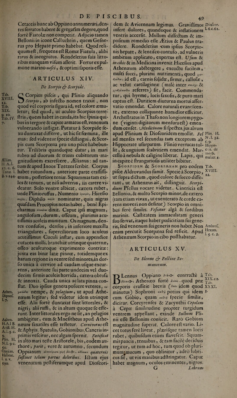 Tab. XVIII. 12. Tab. XIX. 9. 10. Tab. IV. 7- ALlian. H A.l. 17. c. 6. Tzetz. 1. 8-v.144. Athen. Dipnof. 1.7- Athen. H. A.l 8. Arift. H. A.i.5. c. 9- Plin. H. N.l. 9 c. . Oppjan. Halieuc. I. 1. v. 590- DE PISCIBUS. Cetaceis hunc ab Oppiano annumerari,den- res ferratos habere & gregarim degere,quod forte Fiatolas non comperic. Adjicio tamen Belloniiin icone Calluchtin, qucmGefne- rus pro Hepate primo habebat. Quod reli¬ quum ed , frequens eflRomasFiatola, alibi rarus & incognitus. Rondeletius fuis litto- ribus nunquam vifumaderit. Fertur expul- mone marino nafci, & optimi faporis ede. ARTICULUS XIV. De Scorpio & Scorpide. O Corpius pifcis , qui Plinio aliquando O Scorpio, ab infedo nomen traxic , non quod vel corporis figura id, vel colore aemu¬ letur j fed quod, ut aculeo Scorpiusterre: dris, quem habet in cauda,ita hic fpinis qui¬ bus in tergore & capite armatus ed, venenum vulnerando indigat. Putatura Scorpide le- xu duntaxat differre, ut hicfitfcemina, ille mas: fed videnturfpeciedidingui, &Scor- pis cum Scorpoena pro uno pifce habebun¬ tur. Trilibris quandoque datur > in mari rubro ad duorum &: trium cubitorum'ma¬ gnitudinem excrefcere, Ailianus: ad tan¬ tum &: apud Inoos Tzetzes fcribit. Corpus habet rotundum, anteriore parte crallidi- tiium, poderiore teniae. Squammas tam exi¬ les & tenues, ut nifi adverras, iis carere vi¬ deatur. Solo ventre albicat, cactera rubet, unde Plinio ruffus, Numenio tpurpoCj Hicefio TTVfiic , Diphilo «tffc nominatur, quia nigras quafdam Procopius notas habet, bene Epi¬ charmus dixit. Caput ipfi magnum, angulofum,durum, odeum, plurimisacu- tiflimis aculeis munitum. Os magnum, den¬ tes confufos, denfos , in inferiore maxilla triangulares , fuperciliorum loco aculeus acutidimus Cuculi indar, cum appendice cutacea molli, branchiae utrinque quaternas, odeo aculeatoque exprimento contritas: juxta eas bina: latas pinnre, totidemqueex harum regione in ventre fed minores,in dor- fo unica a cervice ad caudam ufque excur¬ rens, anteriore fui parte undecim vel duo¬ decim firmis aculeis horrida, casteraobtufa Sc innoxia. Cauda unica ac lata pinna con¬ dat. Duo ipfius generapofuere veteres, **■ •ymclifil! nempe, & pelagium, ut apud Athe¬ naeum legitur-, fed videtur idem utrinque ede. Alii forte duntaxat funtlittorales, & nigri-, aliiruffi, & in altum quoque fe effe¬ runt. Interlittorales ergo ne fit,an pelagios ambigitur, cum & Mnefitheus apud Athe- nasum faxatiles ede tedetur. Carnivorus ed & Aphyis, Spatulis, Gobionibus,Cancris in- primis vefeitur, nec algam fpernit. Foetificat in alto mari tede Aridotele; bis, eodem au- thore, parit, vere & autumno , fecundum Oppianum ai-rtTcfiaji. fepi , dfiuKi quaternis fufiinet telum partus doloribus. Ictum ejus venenatum pediferumque apud Diofcori- 49 Diofcor. 1.6 c.61. Plin. H. N.l. 32. c-9- Hippo- cat. de morb. mulier, r. Tab. XVIII. 12. dem & Avicennam legimus. Gravidimos infert dolores, quandoque & inflationem ventris accerfit. Mullum difle&um Sc im- pofitum remedio efle yEtius Sc Paulus tra¬ didere. Rondeletius -cum ipfius Scorpio¬ nis hepate, Sc lentifco contufo, ad vulneris ambitum applicato, expertus ed. Ufum Sc in cibis Sc in Medicina invenit. Hicefius apud Athenasum abdergere , excodu facilem , multi fucci, plurimi nutrimenti, quod v,- . id ed , carnis fojida:, firmas, callode, ac velut cartilaginea: (male inter Sc referres} fit, facit. Commenda¬ tur , qui hyeme, locis faxofis, & puro mari captus ed. Duritiem diuturna mortui afler- vatio emendat. Calore naturali evanefeen- te, externo colliquante humidior efficitur. Archedratus in Thafo non longiorem pygo- ne (vigintidigitorum menfuraed} emen¬ dum cenfet. cMedicinam fi fpe&esjus alvum apud Plinium Sc Diofcoridem emollit. Fel ad menfes vel fecundas tam exceptum ab Hippocrate ufurpatum. Plinio verrucas tol¬ lit, & unguium fcabritiem emendat. Mar¬ cello a nebula & caligine liberat. Lapis, qui in capite e dranguriofis utiliter bibitur. Scorpidem & Scorpanam pro eodem pifce Aldrovandus fumit. Specie a Scorpio, ut fupra di£tum , quod colore Si fucco diffe¬ rant, ut Athenceus ait, didinguit. Scorpi- dium Pfellus vocare videtur.. Cinericia ed Bellonio, Sc multo Scorpio minor,de aetero (tam etiam vivax, ut exenterato & corde ca¬ rens moveri non definat} Scorpio in omni¬ bus fere fimilis. Vefeitur alga Sc (ordibus marinis. Caditatem immaculatam generi fito fervat, itaque habet pudicitiam fui gene¬ ris, fed venenum fui generis non habet Non enim percutit Scorpama fed reficit. Apud Athenaeum Scorpio in cibo poflhabatur. ARTICULUS XV. De Blenno & Pecline Ro~ manorum. Lennus Oppiano $>b>& contrade a Ta'-’- ^ Athenaeo forte /Wv, quod prx xaiT'11, corporis cralfitie brevis idem quod XXXI. minutus} Sophroni potius qui idem 3* cum Gobio, quam fpecie fimilis, dicitur. Corcyrenfes Sc Zacynthii Cepolam a Cepa: fimilitudine propter turgidum ventrem appellant , exinde Bulbum Pli¬ nii efle Bellonius coniicit. Raro Gobium magnitudine fuperat. Colore ed vario. Li¬ cet totus fere liveat, plaerifquc tamen locis rubet, quibufdametiam flavefcic. Squam- mispaucis , tenuibus , Sc tam facile deciduis tegitur, ut tum ad hoc, rumquod ob pluri¬ mum* mu cum , quo oblinitur , adeo lubri¬ cus fit, ut vix manibus adftringatur. Caput habec magnum, oculos eminentes, nigros. G Labrum Ambrof. Hsxam. 1. 5. c. 2.