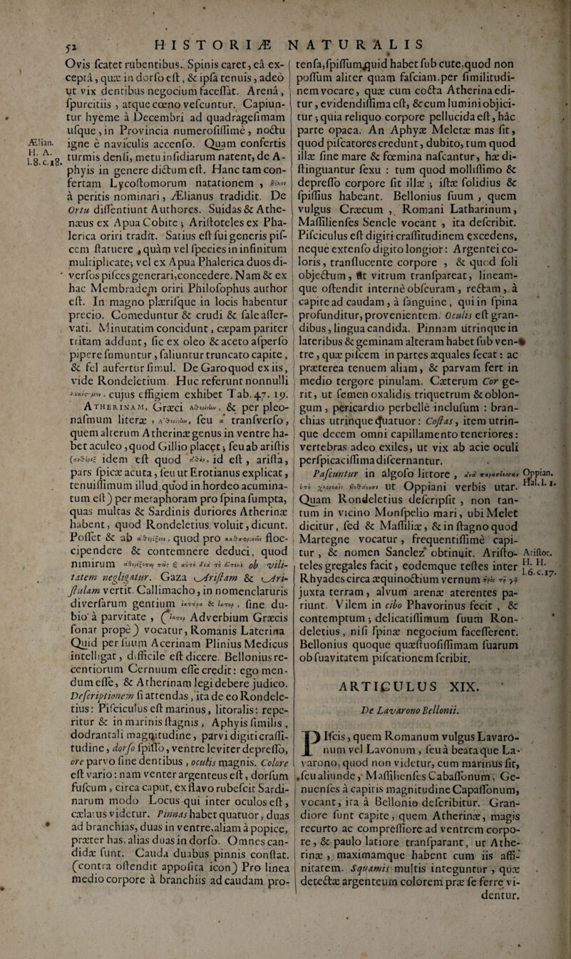 oo r 5* Ovis fcatet rubentibus. Spinis caret, ea ex- tenfa,fpifTunyjuid habetfubcute,quod non cepra, qucc in dorfo efl: , & ipfa tenuis, adeo poffum aliter quam fafciam.per fimilitudi ALlian. .c,i8. ut vix dentibus negocium faceflat. Arena, fpurcitiis , atque coeno vefcuntur. Capiun¬ tur hyeme a Decembri ad quadragefimam ufque,in Provincia numerofiflime, no£tu igne e naviculis accenfo. Quam confertis turmis denli, metu infidiarum natent, de A- phyis in genere di£tumeft. Hanc tam con¬ fertam Lycoftomorum natationem , /Ssxov peritis nominari, zElianus tradidit. De a Ortu diflentiunt Authores. Suidas&Athe- nxus ex ApuaCobitc; Ariftotelescx Pha¬ lerica oriri tradit. Satius eft fui generis pif- ccm ftaruere #quam vel fpecies in infinitum multiplicate; vel ex Apua Phalerica duos di- nemvocare, quae cum codla Atherinaedi¬ tur , cvidendiffima eft, &cum lumini objici¬ tur ;quia reliquo corpore pellucida eft, hac parte opaca. An Aphyae Melctae mas fit, quod pifcatores credunt, dubito, tum quod illae fine mare & foemina nafcantur, haedi- ftinguantur fexu : tum quod molhflimo & depreflo corpore fit illae ; iftae folidius &c fpiflius habeant. Bellonius fuum , quem vulgus Craecum , Romani Latharinum, Maffilienfes Sencle vocant , ita defcribit. Pifciculus eft digiti craffitudinem excedens, neque extenfo digito longior: Argentei co¬ loris , tranflucente corpore , & quod foli verfos pifces generari,concedere. Nam & ex | objedlum, flt vitrum tranfpareat, lineam- hac Membradem oriri Philofophus author | que oftendit interneobfcuram, re£tam,.a eft. In magno plaerilque in locis habentur j capite ad caudam, a fanguine, qui in fpina precio. Comeduntur & crudi & falealler- ! profunditur, provenientem. Oculis eft gran- vati. Minutatim concidunt, caepam pariter dibus, lingua candida. Pinnam litrinquein tritam addunt, fic ex oleo & aceto afperfo ; lateribus & geminam alteram habet fub ven-< pipere fumuntur, fabuntur truncato capite, tre, qux pifcem in partes aequales fecat: ac & fel aufertur limul. DeGaroquod ex iis, prxterea tenuem aliam, & parvam fert in vide Rondeletium. Huc referunt nonnulli ; medio tergore pinulam. Cxterum Cor ge- Guttos-'y.ny , cujus effigiem exhibet Tab.4.7. 19. rit, ut femen oxalidis. triquetrum &oblon- Atherinam, Grxci as*^, & per pleo- gum, pericardio perbelle inclufum : bran- nafmum literx feu * tranfverfo, chias utrinquecjuatuor: Coflas, itemutrin- quem alterum A therinx genus in ventre ha- i que decem omni capillamento teneriores: betaculeo,quod Gillio placet; feuab aridis vertebras adeo exiles, ut vix ab acie oculi («v&a/ws idem eft quod id eft, arifta, 1 perfpicaciftimadifcernantur. pars fpicx acuta, feu ut Erotianus explicat, j Pafcuntur in algofo littore , «V*' rapairotnrav tenuiffimum illud.quod in hordeo acumina- j uno ■foKopiaic fioSdfHtri Ut Oppiani verbis utar, tum eft) per meraphoram pro fpina fumpta, Quam Rondeletius defcnpfit , non tan- quas multas & Sardinis duriores Atherinx 1 tum in vicino Monfpelio mari, ubiMelet habent, quod Rondeletius.voluit,dicunt, j dicitur, fed & Maffilix, &in ftagnoquod Poflet & ab ii&tfigm, quod pro v floc- cipendere & contemnere deduci, quod nimirum 3-®? c ««t» tis. to ccntoi ob ‘vili¬ tatem negligdtur. Gaza & o4ri- JluUm vertit. Callimacho, in nomenclaturis diverfarum gentium tKT^pst & iKTHp , fine du¬ bio'a parvitate , (f*™, Adverbium Grxcis fonar prope) vocatur, Romanis Laterina Quid per fuum Acerinam Plinius Medicus intelligat, d.fficile eft dicere. Belloniusre- centiorum Cernuum efle credit: ego men¬ dum efle, & A therinam legi debere judico. Defcriptionem fi attendas , ita de eo Rondele¬ tius: Pifciculus eft marinus, litoralis: repe- ritur & in marinis ftagms , Aphyis fimilis , dodrantali magqitudine, parvi digiti craffi- tudine, dorfo fpiftd, ventre leviter depreflo, ore parvo fine dentibus , oculis magnis. Colore eft vario: nam venter argenteus efl:, dorfum fufeum , circa caput, ex flavo rubefeit Sardi¬ narum modo Locus qui inter oculos eft, caelatus videtur. Pinnas habet quatuor, duas ad branchias, duas in ventre,aliam a popice, prxter has, alias duas in dorfo. Omnes can¬ didae funt. Cauda duabus pinnis conflat, (contra oftendit appofita icon) Pro linea medio corpore a branchiis ad caudam pro- Martegne vocatur, frequentiflime capi¬ tur , & nomen Sanclez* obtinuit. Arifto- telesgregales facit, eodemque teftes inter Rhyades circa xquino&ium vernum rrpo; yy juxta terram, alvum arenae aterentes pa- riunt. Vilem in cibo Phavorinus fecit , & contemptum •, delicatiffimum fuum Ron¬ deletius , nifi fpinx negocium faceflerent. Bellonius quoque quaeftuofiffimam fuarum obfuavitatem pifcationem Peribit. ARTICULUS XIX. Ve Lavarono Bellonii. Plfcis, quem Romanum vulgus Lavaro- num vel Lavonum , feu a beata que La¬ varono, quod non videtur, cum marinus fit, •feualiunde, Maffilienfes Cabaflbnum, Ge- nucnfes a capiris magnitudineCapaflonum, vocant, ira a Bellonio deferibitur. Gran¬ diore funt capite, quem Atherinne, magis rccurto ac compreffiore ad ventrem corpo¬ re, & paulo latiore tranfparant, ut Athe¬ rinx , maximamque habent cum iis affi-' nitatem. Squamis multis integuntur , qux dete&x argehteurn colorem prx fe ferre vi¬ dentur. Oppian. Hal.l. 1. Ari flor. H. H. I. 6.C.17.