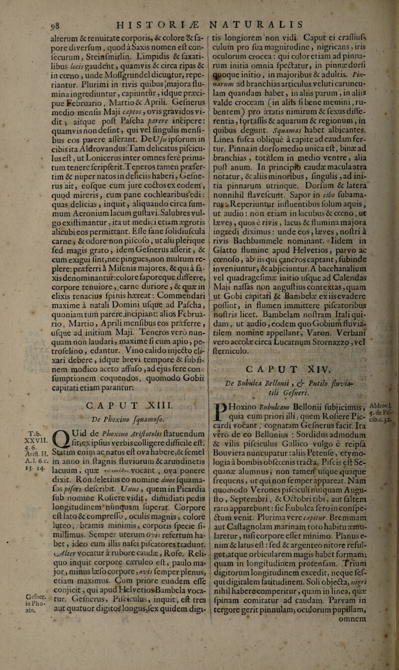 Tib. XXVII. 5.6. Arift. H. A.I. 6 c. 13. 14. Gcfner. in Pho- xin. 98 HISTORIiE alterum & tenuitate corporis, & colore & fa- pore diverfum, quod a Saxis nomen efteon- iecutum, Steinfmirlin. Limpidis &faxati- libus locis gaudent, quamvis & circa ripas Se in cceno, unde Moflgrundel dicuntur, repe- riantur. Plurimi in rivis quibus [majora flu¬ mina ingrediuntur, capiuntur , idquepraici- pue Februario, Martio Se Aprili. Gefnerus medio menfis Maji captos, ovis gravidos vi¬ dit *, aitque poft Pafcha parere incipere: quamvis non defint, qui vel lingulis menli- bus eos parere aderant. DeL7/«ipforumin cibis ita Aldrovandus:Tam delicatus pifcicu¬ lus eft , utLonicerus inter omnes fere prima¬ tum tenere fcripferit.Teneros tamen praefer- tim Se nuper natos in deliciis haberi, Gefhe- rus ait, eofque cum jure coStos ex eodem, quod mireris, cum pane cochlearibusedi: quas delicias, inquit, aliquando circa fum- mum Acronium lacum guftavi. Salubres vul¬ go exiftimantur, ita ut medici etiam segrotis alicubi eos permittant. Ede fane folidiufcula carne, Se odore non pileolo, ut alii plerique fed magis grato, idem Gefnerus afferit, Se cum exigui lint,nec pingues,non multum re¬ plere: praeferri a Milenis majores, Sequi a la¬ xis denominantuncolore faporeque differre, corpore tenuiore,. carne duriore , Se quae in elixis tenacius fpinis haereat: Commendari maxime a natali Domini ufque ad Pafcha, quoniam tum parere .incipiant: alios Februa¬ rio, Martio, Aprilimenfibuseos praeferre, ufque ad initium Maji. Teneros vero nun¬ quam non laudari, maxime fi cum apio, pe- trofel-ino, edantur. Vino calido injeSto eli- xari debere, idque brevi tempore Se fubfi¬ nem modico aceto affufo,ad ejus fere con- fumptionem coquendos, quomodo Gobii capitati etiam parantur; CAPUT .XIII. De Phoxino Jquamofo. ' QUid de Phoxino Arijlotohs llatuendum lit,e.x ipllus verbis colligere difficile eft. Statim enim ac natus eft ova habere,& femel in anno in lfagnis fluviorum Se arundinetis lacuum, quee vocant , ova ponere dixit. Rondeletiuseo nomine ^wfquama- fospifces defcribit. Unus, quem in Picardia fub nomine Rofiere vidit, dimidiati pedis longitudinem'nunquam fuperat. Corpore eft lato Secompreflb, oculis magnis, colore luteo, bramis minimis, corporis lpecie fi- millimus. Semper uterum Ovis refertum ha¬ bet , ideo cum illis nafei pifcatores tradunt. i^Alter vocatur a'rubore caudee, Rofe. Reli¬ quo inquit corpore caeruleo eft, paulo ma¬ jor, minus lazfo corpore, ovis fem per plenus, etiam maximus. Cum priore eundem efie conjicit, qui apud Helvetios-Bambela voca¬ tur. Gefnerus, Pifciculus, inquit, eft tres aut quatuor digitos longus,fex quidem digi- NATURALIS 1 tis longiorem non vidi. Caput ei craftrufl. ! culum pro fuamagnitudine, nigricans,iris oculorum crocea: qui color etiam ad pinna¬ rum initia omnia fpedfatur, in pinnxdorli quoque initio, in majoribus & adultis. Pin¬ narum ad branchiasarticulus veluticaruncu¬ lam quandam habet, in aliis parum, in aliis valde croceam (in aliis libene memini, ru¬ bentem} pro retatis nimirum Sefexus diffe¬ rentia , fortaflis Sc aquarum Se regionum, in quibus degunt. Squamas habet albicantes. Linea fufea oblique a capite ad caudam fer¬ tur. Pinnain dorfo medio unica eft, bina: ad branchias , totidem in medio ventre, alia poft anum. In principib caudae macula atra notatur, & aliis minoribus, fingulis , ad ini¬ tia pinnarum utririque. Dorfum & latera nonnihil flavefeunt.. Sapor in cibo fubama- rus :.Reperiuntur influentibus folum aquis, ut audio: non etiam in kicubus & coeno , uc | Ireves, quos e rivis, lacus & flumina majora | ingredi diximus: unde eos, laeves, noftri a j rivis Bachbammele nominant. lidem in j Glatto flumine apud Helvetios, parvo ac coenofo, ab iis qui cancros captant, fubinde inveniuntur, &:abjiciuntur.A bacchanalium vel quadrage linia: initio ufque ad Calendas Maji naflas non anguftiuscontextas,quam ut Gobi capitati & Bambelre ex iis evadere j poflint, in flumen immittere pifcatoribus noftris licet. Bambelam noftram Itali qui¬ dam , ut audio, eodem quo Gobium fluvia- tilem nomine appellant, Varon. Verbani vero accola circa Lucarnum Stornazzo, vel fterniculo. CAPUT XIV. De Bubulca Bellomi , flr Putilo fluvia¬ tili Gefneri. PHoxino Bubulcam Bellonii fubjicimus, quia eurn priori illi, quem Rofiere Pic- cardi vocant, cognatam Gefnerus facit. Ita vero de eo Bellonius : Sordidus admodum & vilis pifciculus Gallico vulgo e reipfa Bouvieranuncupatur:aliisPeteufe, etymo¬ logia a bombisobfeoenis tradfa. Pifcis eft Se¬ quana: alumnus, non tamen' ufque quaque frequens, ut qui non femper appareat. Nam quomodo Veronespifciculinulquam Augu- lto , Septembri, &0<ftobritibi, autfaltem raro apparebunt: lic FAibulcaferoinconfpc- £tum venit. Plurima vere capitur. Bremmam , aut Caftagnolam marinam toto habitu aemu¬ laretur, nili corpore eflet minimo. Planus e- nim & latus eft: fed & argenteo nitore reful¬ get,atque orbicularem magis habet formam; quam in longitudinem protenfam. Trium digitorum longitudinem excedit, neque fef- quidigitalem latitudinem. Soliobje&a, nigri nihil haberecomperitur, quam in linea, qua: fpinam comitatur ad caudam. Parvam in tergore gerit pinnulam; oculorum pupillam, ' ' omnem AIdrov.l. 5. dePif- cib.c.32.