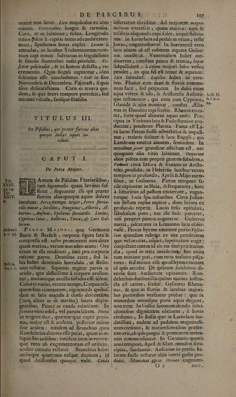 venire non licuit. Lien majufculus ex atro rubens. Ventriculus, longus & carnofus. Caro, ut in Salmone j rubra. Longitudo totius j3ifcis a capitis initio ad caudte extre¬ mum , Spithamas binas explet. Locum li attendas, in lacubus Tridentinorummon¬ tium capi innuit. Salvianus in frigidiflimis & faxofis fluminibus nafei prodidit. Ve- fcitur pifciculis , fk in horum defeftu , re¬ crementis. Quin finguli capiuntur , ideo folitarios efle concludimus. • Coit in fine Novembris & Decembris- Pifciseft , fi quis alius delicarifiimus. Caro ei tenera qui¬ dem, & qua: brevi tempore putrefeit, fed minime vifeida, fatifque friabilis. TITULUS III. De Pifcibus, qui frater fluveos dius quoque dulces aquas in¬ colunt. Tab. XXJII. 13. 14. Tab. XXIV. 9- Aldrov.l. 5- c- 33' Bellrn. Aq.l. 1 CAPUT I. De Perca, Majore. Antum de Pifcibus Fluviatilibus, tam fquamofis quaim lxvibus fuf- ficiat , fequuntur illi qui prxter fluvios alias quoque aquas dulces incolunt: Perca.nempe Major , Perca fluvia¬ tilis minor ^ Scr ollus ^ Pungit tus liberti > Al¬ burnus ^Aufonii ^ Epelanus fluviatilis. Lucius, Cyprinus latus , Ballerus, Tinca, & Lota Gal¬ lorum. Perca Majori, quas Germanis Baers &c Berfich , corporis figura lata & comprefia eft: ro/lro prominenti non aliter quam marina, verum non adeo acuto: Ore etiam ut illa mediocri , imo pro. corporis ratione parvo. Dentibus caret, fed la¬ bia habet denticulis horridala , ut Bello- nius teftatur. Squamis tegitur parvis ac aridis, qua: difficillime a corpore avellun¬ tur , maximeque ancillis faflidio efle folent. Color ei varius, venter nempe-, Corpus reli¬ quum fere cineraceum; nigricantib. quibufi dani ac latis maculis a dorfo defeentibus (non aliter ac in marina} latera depin¬ gentibus. Pinnx ac cauda rubefeunt. In fccmina vero nihil, vel parum faltem. Pinna in rergoredux, quarunrqux capiti proxi¬ ma, major eft & aculeata, pofterior minor fine aculeis : totidem ad Branchias quos Rondeletius altiores efle putat, quam in re¬ liquis fluviatilibus: totidem item in ventre: qux vero ab excrementorum eft orificio, aculeo crenato vellatur. Branchias habet utrimque quaternas eafque duplices , id quod Arifloteles quoque vidit. Cauda bifurcatim dividitur. Ad majorem magni¬ tudinem excrefcit quam marina: nam & trilibris aliquando capi folct, inquitSalvia- nus: in Lario lacu ad pedalem etiam, tefte Jovio, magnitudinem. In Suerinenfi vero lacu ulnam id eft cubitum xquare Gefne- rus intellexit. Ventriculum habet me¬ diocrem ; inteftina pauca &: tenuia, hepar fubpallidum : a cujus mojori lobo vefica pendet , in qua fel eft tenue & aqueum: Lien fubrubet. Lapillos habet in cere¬ bro. Plinius eam mari & fluviis commu¬ nem facit , fed perperam. In dulci enim aqua vivere & ufu, & Ariftotelis Aufonii- que teftimonio , qui eum cum Cyprino, Glanide & aliis nominat , conftat. Ailia- nus in Danubio capi feribit. Rhenus eo ca¬ ret, forte quod altiores aquas amet. Prx- cipua in Verbano lacu & Pado flumine pro¬ ducitur, prodente Platina. Fama eft La¬ rii lacus Percas fuifle adventitias & inquili¬ nas , tralafis fcilicet e lacu Eupyli , qui Lambrum emittit amnem , feminibus. In omnibus jecur grandine afte&um eft, nec quoquam alio vitio laborant. Devorant alios pifces tum proprii generis fobolcm_?. Panunt circa littora & frutices ut Arifto- teles prodidit, in Helvetiis lacubus:verno tempore in profundo, Aprili & Majo mem- fibus , ut Gefnerus. Partus tempore fa¬ cile capiuntur inSleia, &frequenter, hinc a littoribus ad paftum excurrunt , vagan- turque locis fpaciofioribus. Circa Johan- nis feftum rurlus capitur , dum littora ex profundo repetit. Lucio lxfo opitulari, fabulofum puto 5 nec ille huic parceret, nifi propter pinnas cogeretur. Gefnerus narrat, pifcatores in Lemanno lacu obfer- vafle, Percas hyeme emittere per os Veficu- lam quandam rubrajn ex ore pendentem qux vel invitas, inquit, fupernatare cogit: conje&ant autem id ab eis fieri prx iracun¬ dia , quod in retia inciderint: hoc enim tum maxime pati, cum retia trahunt pifca¬ tores: fed mirum efle quod hyeme tantum id iplis accidat. De ipfarum Salubritate di- verfx funt Authorum opiniones. Ron- deletibus dotibus illis quibus marina inftru- cfta eft carere, feribit. Gefnerus Rhena¬ nas, & qux in fluviis &: lacubus majori¬ bus purioribus verfantur probat : qux in minoribus minufque puris aquis degunt, non item. In Gallia fummam alendis febri¬ citantibus dignitatem obtinent , fi Iovio credimus > In Italia qux in Lario lacu lau- datiffimi, eadem ad pedalem magnitudi- nemerdeunt, & maturefeentibus prxfer- tim uvis,abipfo pingui &prxteneris intera¬ neis commendantur. In Germania quovis annitempore, Apri!. &Mart. menfem 11 ex¬ cipias, laudantur. Aufonius in pretio ha¬ bitam fuifle teftatur alibi inerti guftu pro¬ didit. Minimas jquas Hornas cognomi- O 2 nant, Arift. II. A1.6.C. 14..