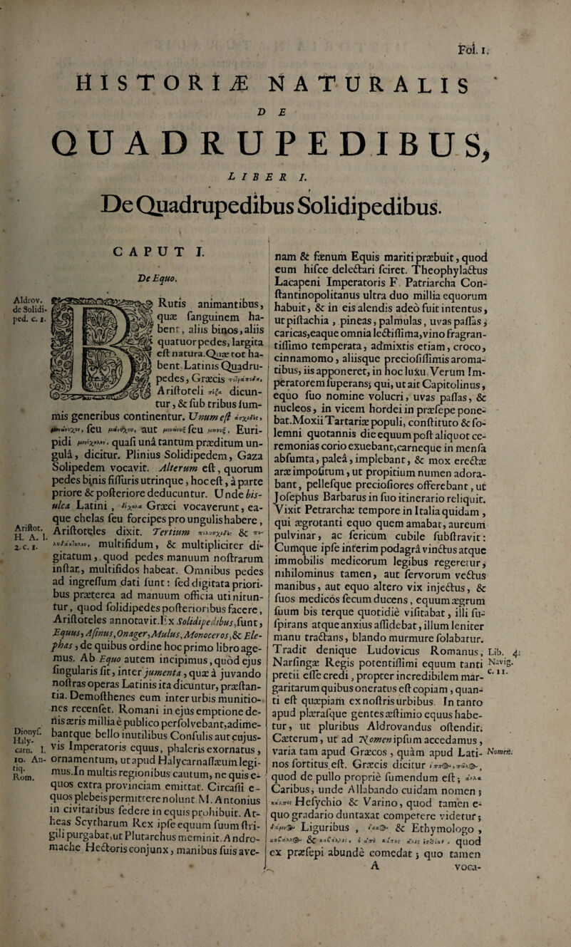 HISTORIAE NATURALIS D E QUADRUPEDIBUS, liber 1. ^ 9 De Qiiadnipedibus Solidipedibus. AIdrov. de Solidi- ped. c. I. Ariftot. H. A. 1 2.C, I. Dionyf. Haly- carn. I, lo. An- tiq. Rom, CAPUT I. Ve Equo. Rutis animantibus, qu^ fanguinem ha¬ bent, aliis binos,aliis quatuor pedes, largita eft natura.Qnse tot lia- bent.Latinis Quadru¬ pedes , Graecis Ariftoteli dicun¬ tur 5 & fub tribus lum- mis generibus continentur. Umm e(t , Ceu. f^dttfxov, aut Euri¬ pidi quafi una tantum praeditum un¬ guli, dicitur. Plinius Solidipedem, Gaza Solipedem vocavit. Alterum eft, quorum pedes b^nis fiftiiris utrinque, hoc eft, a parte priore &pofteriore deducuntur. Unde bis¬ ulca, Latini , Grceci vocaverunt, ea- que chelas feu forcipes pro ungulis habere, Ariftoteles dixit. Tertium &; v’.- hvSdKiv?,.n, multifidum, & multipliciter di'- gitatum,. quod pedes manuum noftrarum inftan, multifidos habeat. Omnibus pedes ad ingreftum dati funt: fed digitata priori¬ bus prseterea ad manuum officia uti nitun¬ tur, quod folidipedespofterionbusfaccrc, Arifloteles annotavit.Iix Solidipedibus Equus, Afinus, Onager^Jllulus.AlonocerosySc Ele¬ phas , de quibus ordine hoc primo libro age¬ mus. Ab Equo autem incipimus,quod ejus fingularis fit, inter 'jumenta, qua: a juvando noftras operas Latinis ita dicuntur, pra:ftan- tia. Demofthenes eum inter urbis munitio¬ nes recenfet. Romani in ejus emptione dc- ilis^ris milliae publico perfolvebantjadime- bantque bello inutilibus Confiilisautcujus- vis Imperatoris equus, phaleris exornatus, ornamentum, ut apud HalycarnafTseumlegi- mus.In multis regionibus cautum, ne quis e- quos extra provinciam emittat. Circafli c- quos plebeis permittere nolunt. M. A n tonius in civitatibus federe in equis prohibuit. At- heas Scytharum Rex ipfe equum fuumftri- gilipurgabatjUtPIutarchusmeminit.Andro- mache He£torisconjunx, manibusfuisave¬ nam 8t fsenum Equis marit^rsebuit, quod cum hifce deledtari feiret. Theophylaftus Lacapeni Imperatoris F Patriarcha Con- ftantinopolitanus ultra duo millia equorum habuit, & in eis alendis adeo fuit intentus, utpiftachia , pineas, palmulas, uvas paflas i caricas,eaque omnia leftifli ma, vino fragran- tiffimo temperata, admixtis etiam, croco, cinnamomo, aliisque preciofilTimis aroma¬ tibus, iis apponeret, in hoc luXu, VerUm Im- perarorenifuperans5 qui, ut ait Capitolinus, equo fuo nomine volucri, uvas pafTas, & nucleos, in vicem hordei in prtefepepone- bat.MoxiiTartarite populi, conftituto & fo- lemni quotannis die equum pcft aliquot ce¬ remonias corio exuebant,carneque in menfa abfumta,pale^,implebant, & mox eredte ara: impolitum, ut propitium numen adora¬ bant, pellefque preciofiores offerebant,ut Jofephus Barbarus in fuo itinerario reliquit. Vixit Petrarcha: tempore in Italia quidam, qui a:grotanti equo quem amabar, aureurri pulvinar, ac fericum cubile fubftravit: Cumque ipfe interim podagrd vin£tus atque immobilis medicorum legibus regeretur, nihilominus tamen, aut fervorum vc6tus manibus, aut equo altero vix injedus, & fuos medicos fecum ducens, equum ;xgrum fuum bis terque quotidie vifitabat, illi fu- fpirans atque anxius affidebat, illum leniter manu tradfans, blando murmure folabatur. Tradit denique Ludovdcus Romanus, Lib. , Narfingse Regis potentifiimi equum tanti pretii effe credi, propter incredibilem mar- garitarum quibus oneratus eft copiam, quan¬ ti eft qusEpiatii ex noftris urbibus. In tanto apud plarrafque gentes teftimio equus habe¬ tur, ut pluribus Aldrovandus oftendit. Csctcrum, ut ad TiomenipCumaccedamus, varia tam apud Grsecos , quam apud Lati- nos fortitus.eft. Grarcis dicitur quod de pullo proprie fumendum eft; Caribus, unde Allabando cuidam nomen j x.ti>.7ris Hefychio & Varino, quod tamen e- quo gradario duntaxat competere videtur; Liguribus , ^ Ethymologo , KxCdx?,®-, 0 a.ro *X,T)){ aa;; , qUod ex prsefepi abunde comedat j quo tamen A voca-