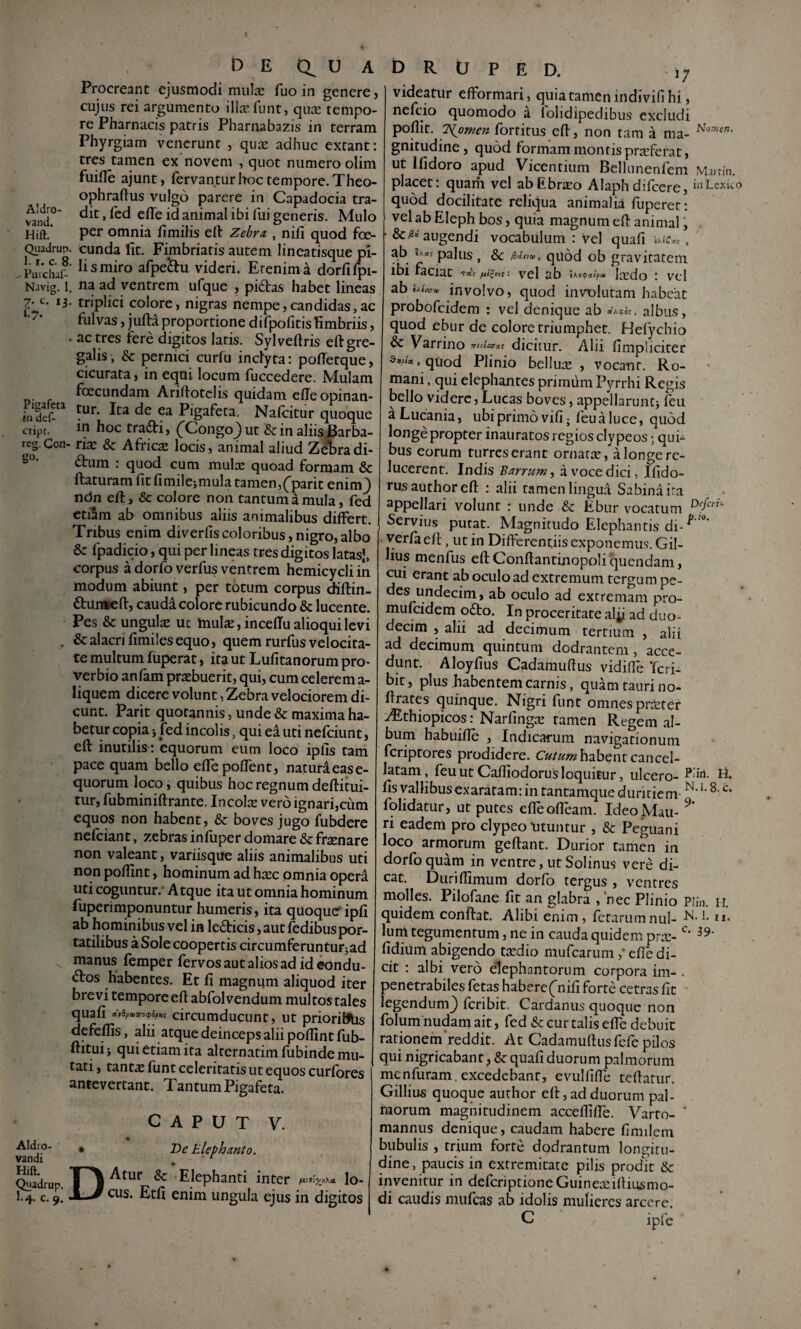 1 Aldro- vand. Hift. Quadrup. 1.1. c. 8. . Puichal- Navie. I. 7. c. 13, i: 7. Pigafeta in def- cripr. reg. Con Aldro- vandi Hift. Qnadrup, 1-4- c. 9. b E (i U A Procreant ejusmodi mulse fuo in genere, cujus rei argumento illa’ funt, qnre tempo¬ re Pharnacis patris Pharnabazis in terram Phyrgiam venerunt , quse adhuc exeant: tres tamen ex novem , quot numero olim fuifle ajunt, fervantur hoc tempore. Theo- ophraftus vulgo parere in Capadocia tra¬ dit , fed efle id animal ibi fui generis. Mulo per omnia fimihs ell Zebra,, nifi quod foe- cunda fit. Fimbriatis autem lincatisque pi¬ li smiro afpe^u videri. Etenim a dorfilpi- na ad ventrem ufque , pidtas habet lineas triplici colore, nigras nempe, candidas, ac fulvas} juftA proportione difpofitis fimbriis j . ac tres fere digitos latis. Sylvefiris eftgre- galis, & pernici curfu inclyta: pofietque, cicurata j in eqni locum fuccedere. Mulam foecundam Ariliotclis quidam elTe opinan¬ tur. Ita de ea Pigafeta. Nalcitur quoque in hoc tra£ti, (^Congo^ut & in aliis^arba- - ria: & Afriese locis, animal aliud Z^radi¬ ctum : quod cum mulx quoad formam & ftaturam fit fimile;mula tamen,fparit enimj) ndn eft, & colore non tantum a mula, fed ctiSm ab omnibus aliis animalibus differt. Tribus enim diverfiscoloribus,nigro,albo & fpadicio, qui per lineas tres digitos latasj, corpus a dorfb verfus ventrem hemicycliin modum abiunt, per totum corpus diftin- £tun»eft, caudd colore rubicundo & lucente. Pes & ungulas uc mulse,inceffualioquilevi & alacri fimiles equo, quem rurfus velocita¬ te multum fuperat, ita ut Lufitanorum pro¬ verbio anfam prsebuerit, qui, cum celerem a- liquem dicere volunt, Zebra velociorem di¬ cunt. Parit quotannis, unde & maxima ha¬ betur copia i fed incolis, qui ei uti nefeiunt, efl: inutilis: equorum eum loco ipfis tam pace quam bello effepoffent, naturiease- quorum loco, quibus hoc regnum deftitui- tur, fubminiftrante. Incolse vero ignari,cum equos non habent, & boves jugo fubdere nefeiant, zebras infuper domare & frasnare non valeant, variisque aliis animalibus uti non poflint, hominum ad hxc omnia operi uti coguntur.- Atque ita ut omnia hominum fuperimponuntur humeris, ita quoque'ipfi ab hominibus vel in ledticis, aut fedibus por- tatilibus a Sole coopertis circumferuntuFjad manus femper fervosautaliosadid^ndu- 6tos habentes. Et fi magnum aliquod iter brevi tempore eft abfol vendum mul tos tales quafi circumducunt, ut prioriUlis defefiis, alii atque deinceps alii poflint fub- ftituij quietiamita alrernatimfubindemu¬ tati , tantx funt celeritatis ut equos curfbres antevertant. Tantum Pigafeta. C A P U T V. • De Elephanto. » DAtur & Elephanti inter lo¬ cus. Etfi enim ungula ejus in digitos b R U P E D. videatur efformari, quiatamenindivifihi, nefeio quomodo a folidipedibus excludi poflir. ^omen fortitus efi, non tam a ma- gnitudine, quod formam montis prseferat, ut Ifidoro apud Vicentium Bellunenfem Wmin. placet: quam vel abEbraro Alaphdifeere, iu Lcxko quod docilitate reliqua animalia fuperec: vel ab Eleph bos, quia magnum efl: animal, &/2« augendi vocabulum : vel quafi ab «'‘«f palus , Sc qiiod ob gravitatem ibi faciat vel ab I:edo : vel ab involvo, quod involutam habeat probofeidem : vel denique ab albus, quod ebur de colore triumphet. Hefychio & Varrino Trttilarui dicitur. Alii fimpiiciter ^wa.qtiod Plinio bellule , vocant. Ro¬ mani , qui elephantes primum Pyrrhi Regis bello videre, Lucas boves, appellarunt; feu a Lucania, ubi primo vifi; feu a luce, quod longe propter inauratos regios clypeos; qui¬ bus eorum turres erant ornatte, a longe re¬ lucerent. Indis Barrum i a voce dici, Ifido- rusauthoreft : alii tamen lingu.a Sabina ira appellari volunt : unde & Ebur vocatum Servius putat. Magnitudo Elephantis di- verfa eft, ut in Differentiis exponemus. Gil- lius menfus eftGonftantinopoliquendam, ^i erant ab oculo ad extremum tergu m pe- des undecim, ab oculo ad extremam pro- mufeidem qdto. In proceritate aly ad duo¬ decim 5 alii ad decimum tertium , alii ad decimum quintum dodrantem, acce¬ dunt. Aloyfius Cadamuftus vidiffe Tcri- bit, plus habentem carnis, quam tauri no- firates quinque. Nigri funt omnespr&ter ^thiopicos: Narfingte tamen Regem al¬ bum habuifle , Indicarum navigationum feriptores prodidere. habent cancel¬ latam, feu ut Cafliodorus loquitur, ulcero- fis vallibus exaratam: in tantamque duritiem- folidatur, ut putes effeofleam. IdeoMau- ri eadem pro clypeo \itunrur, &c Peguani loco armorum geftant. Durior tamen in dorfoquam in ventre,utSolinus vere di¬ cat. Diiriffimum dorfo tergus , ventres molles. Pilofane fit an glabra , 'nec Plinio Pliu. ii. quidem conftat. Alibi enim , fetarum nui- Ium tegumentum, ne in cauda quidem pree- fidium abigendo txdio mufearumefie di¬ cit : albi vero elephantorum corpora im- . penetrabiles fetas habereCnifi forte cetras fit legendum^ feribit. Cardanus quoque non folum nudam ait, fed & cur talis effe debuit rationem'reddit. At Cadamuftus fefe pilos qui nigricabant p & quafi duorum palmorum menfuram . excedebant, evulfiffe teftatur. Gillius quoque author eft, ad duorum pal¬ morum magnitudinem acceflifle. Varto- ‘ mannus denique, caudam habere fimilem bubulis , trium forte dodrantum longitu¬ dine , paucis in extremitate pilis prodic 6c invenitur in defcriptioneGuinea^iftiusmo- di caudis imifcas ab idolis mulieres arcere. C ipfe t