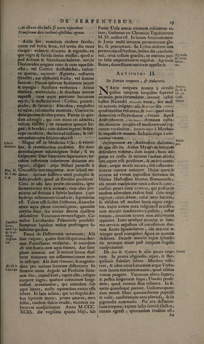 DE S E R P {^c aUa ex alia, hull^ Je parte rependunt Etmiferum diris turbant ajfediibus agrum. ’Addc his , vomitum cholerse fetida:, quem vel tertia hora, vel tertio die mors excipit; vulneris dilatatio & nigredo, ex qua nigra & fetida fanies cxtillat, quod a- pud Aedum & Abenfinam habetur. Morfui Diofcorides origano trito & cum aquafub- adto , vel Cortice Ariftoldchfe, radice- ve querna, ogcurrit: ^Egineta, nafturtio fylveftri, aut afphodeli frudtu, vel femine feniculi: Plinius ipforum hydrorum jecore & eryngio : Apulejus verbenaca ; Aedus thedaca, mithridatio , & drachma nucum cuprcffi r cum scqua portione baccarum myrti, & meile aut vino ; Celfus, panace, prafio, & fatureja : Abenfina , emplaftro ex calce, calamintha montaria. Cortice ra¬ dicis quercus & oleo parato. Pareus in quo¬ dam admorfo , qui cum manu ori admota, vulnus iuxiflct V in tumorem quoque lin- gU£E, & brachii,- cum dolore ingenti & fy n- cope inciderat, theriacaad fudores, & vul¬ neris clodonem feliciter ufus eft. ufutin 'Magni elf in Medicina Ufus, fi veteri- Medicina- bus, & recentioribus credimus. Ex dente dentifcalpium odontalgiam fedat, fi eo fcalpenrar. Duo fuperipres fu pe riorum, to¬ tidem inferiores inferiorum dolorum mi¬ tigant, alligari, y^dipe^ Nilhci pcrundi a Plin. H. Crocodilis non tanguntur, lithiafi me- K. 1.29. detur. Spolium uteri prolapfui & ledis prodeff; quod ab Encelio proditum.' Cinis in olla luto probe.circumlita, igne farmentorum vitis cremati, cum oleo per¬ mixtus ad ftrumas a Sylvio laudatur. Lapis hydropi vehementerconducit, figeninnus eft. Talem efle fcribit Gefnerus, fi conchae aepere aqua plenae circumligatus, quotidie cotylas duas, feu uncias decem ejufdem abfumferit. Venenatos vermes fugare, Ca- Camillus Leonhardiis Pifaurenfis prodidit. Leon- Sumptum lapidem veficoe perfringere fa- hard.1.3. bulantur quidam. dfbus.^^ Pauca de Differentiis occurrunt*, Alii Dijfmn- funt Fulgares, quales funtilliquicirca ther- mas Porredanas verfantur, & interdum ab ore fontis cum aqua exeunt. Aut funt plane innocui; aut fi nocent levem dun- taxat tumorem aut inflammationem mor- fu inferpnt. Alii Cunt t^enenati, &magnitu- iEl.HA. dine pro ratione locorum differentes In 1.16C.42 fluniine enim Argade ad Perficam Sitta- cem fito, copiofifunt, capite albo, reliquo corpore nigro, quatuor cubitorum longi¬ tudine inveniuntur , qui interdum fiib aqua latent, nodu aquantibus exitio efte folent. In lacu infano, qui terfingulis die¬ bus faporem murat, primo amarus, mox falfus, tandem dulcis evadit, vicenum cu^ biforum confpiciimtur. Anno M. CCC. XCIX. die vegifima quinta Maji, fub ENTIBUS. I Ponte Urfe amnis vicenum cubitorum vi- j fum, Gefnerus ex Chronicis Tigurinorum j M. SS. authoreft. In lacum Anianum men- : fe Junio multi invicem perrnixtorum glo- j bi, fe praecipitant. In Lybioc defertis tam perniciofus eft hydrus, brevis ille, cauda te¬ nui, circa collum gracilis, ut omnino par¬ tis loefe amputationem requirat. Agricola Boam, domefticam natricem appellavit. Articulus II. Ve Natrice torquata , ^ Rubetaria. NAtrix torquata nomen a circulis quibus tanquam torquibus fuperior animalis pars circumdatur, invenit. 5cho- liaftes Nicandri vocat, feu mul¬ tis coronis infignes: alii feu fAVO^Kfai quod muribus vefcantur, & quod circa domorum re£bayerfentur , vocant. Apud Ariftophanem &3>«f vf/ittpct , domuum cufto- des dicuntur.Neropl?ts eft modernorumGre- corum vocabulum, Serpens niger ^ Matthio- lo impoficum nomen. In Italia aliqui Carbo¬ narium voc^wx-, A- Vefcriptionerh ex:TAmbrofinor;dabimus > de qua ille ita. Aetius Myagrum-veterum defcribere videtur, dum inquit , hunc an¬ guem ex crafto in tenuem caudam abire, lato capite efle prxditum, & mures come¬ dere, neque morfu necare, fed inflamma¬ tionem tantum inducere. Huius natricis iconem ad vivum expreflam fervamus in Mufeo Illuftriffimi fenatus Bononienfis, ubi tenuis confpicitur circa collum^ caput ^ craflior penes circa ventrem, qui poftca in caudam admodum exilem finit. Color tergi nigricat, circa alvum, color inter luteum, & viridem eft medius lineis nigris virga¬ tus, hujus autem nota infigniseft in collo} nam maculae candicantes e pallido , inftar i torquis , circulum tamen non abfolventis i apparent. Inter utrafque maculas in fum- mo cervicis anguftum eft interftitium dua¬ rum forma fquamularum , ubi maculae u- trinque quafi triangulari figura in acutum definunt. Deinde maculae nigrae fplendi- doe utrinque etiam poft torquem lingulae ! confpiciuntLir. I De loco ^ Njitura Sc aliis pauca ocur- I runt. In prates uliginofis, aquis, & fter- 1 quiliniis ftabulari folent. Muribus vifti- tant, &: ideo circa Lucarnum atque Verba- ) num lacum non interimuntur, quod iifdem i vineas purgent. Vaccarum ubera fugere, & poftea fanguinem fequi, Flandri prodi¬ dere, quod veteres Boae tribuunt. Infi¬ metis quandoque pariunt. Gefnerusquan- dam menfe Majo quaruordecem peperif- fe vidit> conftitutioncannipluviofa, «Sciis gignendis commodo. Per ora dormien¬ tium irrepere, vapore ladlis fervidi illeiSbos, iterum egredi , quorundam traditio eft, An Agricola dc Anirrt. fub ter-. ran. Ambro- fin. H. S. lib. ck. C..18. Nomn. Defcri- ptio. Naturd.