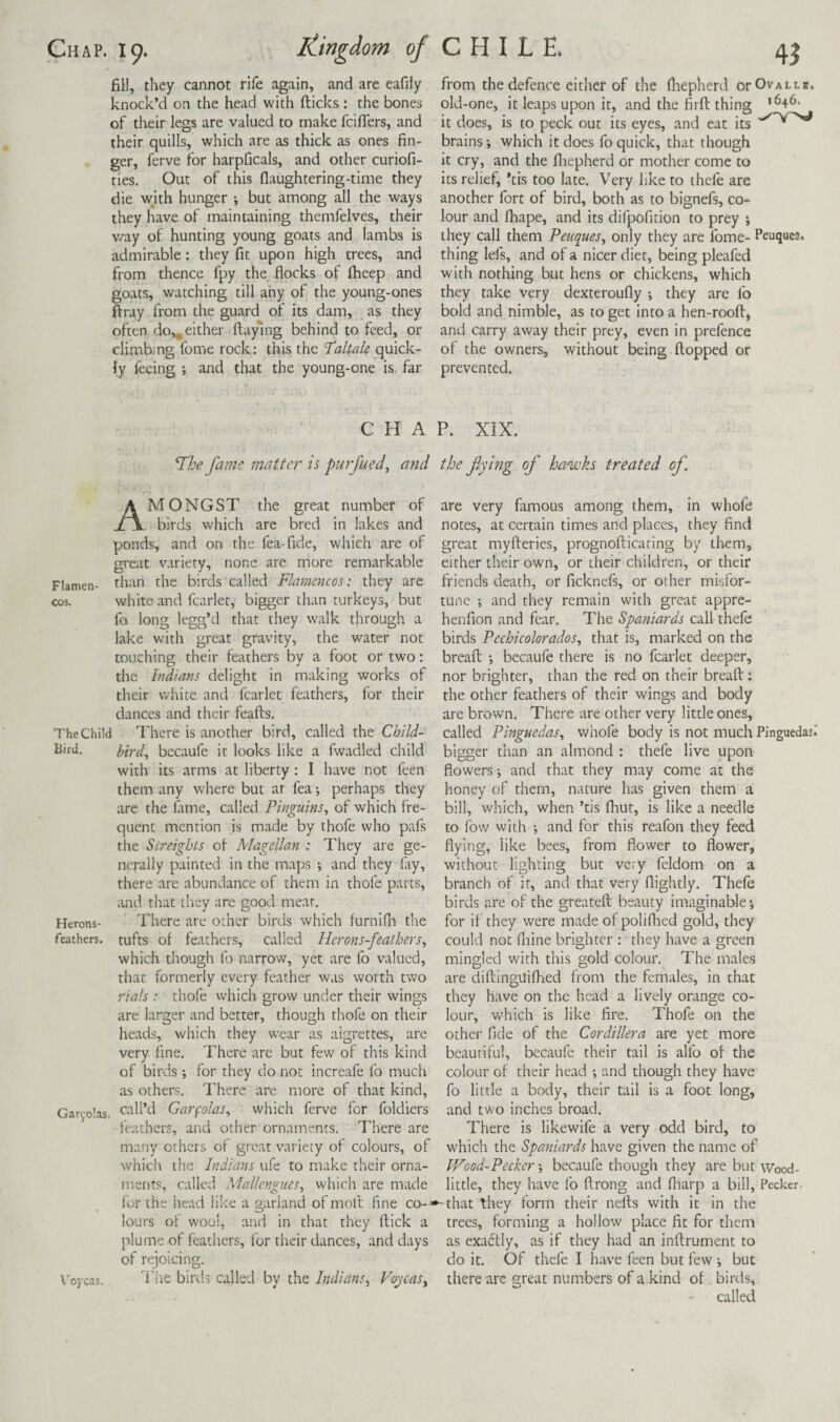 Chap. 19. liingdom of fill, they cannot rife again, and are eafily knock’d on the head with fticks : the bones of their legs are valued to make fciflers, and their quills, which are as thick as ones fin¬ ger, ferve for harpficals, and other curiofi- ties. Out of this flaughtering-time they die wkh hunger *, but among all the ways they have of maintaining themfelves, their v/ay of hunting young goats and Iambs is admirable : they fit upon high trees, and from thence fpy the flocks of fheep and goats, watching till any of the young-ones ftray from the guard of its dam, as they often do,,either flaying behind to feed, or climbing fome rock: this the 'Taltale quick¬ ly feeing ; and that the young-one is far CHILE. 45 from the defence either of the fliepKerd orOvAtta. old-one, it leaps upon it, and the firfl thing '^46. it does, is to peck out its eyes, and eat its brains-, which it does fo quick, that though it cry, and the fliepherd or mother come to its relief, *tis too late. Very like to thefe are another fort of bird, both as to bignefs, co¬ lour and fhape, and its difpofition to prey % they call them Peuques^ only they are Ibme- Peuques. thing lefs, and of a nicer diet, being pleafed with nothing but hens or chickens, which they take very dexteroufly ; they are fo bold and nimble, as to get into a hen-roofl, and carry away their prey, even in prefence of the owners, without being flopped or prevented. CHAP. XIX. fame matter is purfued, and the fying of hawks treated of. Amongst the great number of birds which are bred in lakes and ponds, and on the fea-fide, which are of great variety, none are more remarkable Fiamen- than the birds called Flamencos: they are cos. white and fcarler, bigger than turkeys, but fo long legg’d that they walk through a lake with great gravity, the water not touching their feathers by a foot or two: the Indians delight in making works of their white and fcarlet feathers, for their dances and their feafls. The Child There is another bird, called the Child- liird. bird., becaufe it looks like a fwadled child with its arms at liberty: I have not feen them any where but ar fea perhaps they are the lame, called Pinguins., of which fre¬ quent mention is made by thofe who pafs the Streights of Magellan : They are ge¬ nerally painted in the maps ; and they lay, there are abundance of them in thofe parts, iUid that they are good meat. Herons- There are other birds which furnifn the feathers, tufts of feathers, called Herons-feathers, which though fo narrow, yet are fo valued, that formerly every feather was worth two rials : thofe which grow under their wings are larger and better, though thofe on their heads, which they wear as aigrettes, are very fine. There are but few of this kind of birds -, for they do not increafe fo much as others. There are more of that kind, Gar^olas. call’d Garfolas., which ferve for foldiers leathers, and other ornaments. There are many other.s of great variety of colours, of which the Indians ufe to make their orn.a- n'.ents, called Malicngues, which are made lor the head like a garland of mofl fine co-- lours of wool, and in that they flick a plume of feathers, lor their dances, and days of rejoicing. Voj'cas. d'lie birds called by the Indians., FtycaSy are very famous among them, in whofe notes, at certain times and places, they find great myfleries, prognoflicaring by them, either their own, or their children, or their friends death, or ficknefs, or other misfor¬ tune -, and they remain with great appre- henfion and fear. The Spaniards call thefe birds Pechicolorados^ that is, marked on the breafl -, becaufe there is no fcarlet deeper, nor brighter, than the red on their breafl: the other feathers of their wings and body are brown. There are other very little ones, called Pinguedas, whofe body is not much Pinguedas. bigger than an almond : thefe live upon flowers -, and that they may come at the honey of them, nature has given them a bill, which, when ’tis fhut, is like a needle to fow with and for this reafon they feed flying, like bees, from flower to flower, without lighting but very feldom on a branch of it, and that very flightly. Thefe birds are of the greatefl beauty imaginable-, for if they were made of poliflied gold, they could not fliine brighter : they have a green mingled v/ith this gold colour. The males are diftlnguilhed from the females, in that they have on the head a lively orange co¬ lour, which is like fire. Thofe on the other fide of the Cordillera are yet more beautiful, becaufe their tail is alfo of the colour of their he.ad ; and though they have fo little a body, their tail is a foot long, and two inches broad. There is likewife a very odd bird, to which the Spaniards have given the name of V/ood-Peckcr becaufe though they are but Wood- little, they have fo flrong and fliarp a bill. Pecker- - that they form their nefls with it in the trees, forming a hollow place fit for them as exa6tly, as if they had an inflrument to do it. Of thefe I have feen but few ; but there arc great numbers of a kind of. birds, called