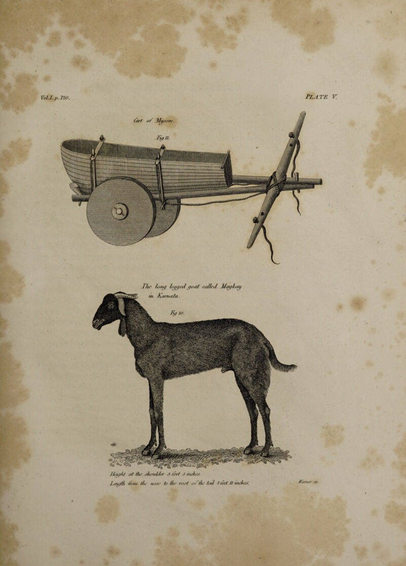 t VolJ. p.JtO. Plate k The font] legged goat railed Maykay Height at the shoulder .? rert .< inches. LiTigti tram tic tie root of the tad 4 feet n inches. Horrirr sc. i