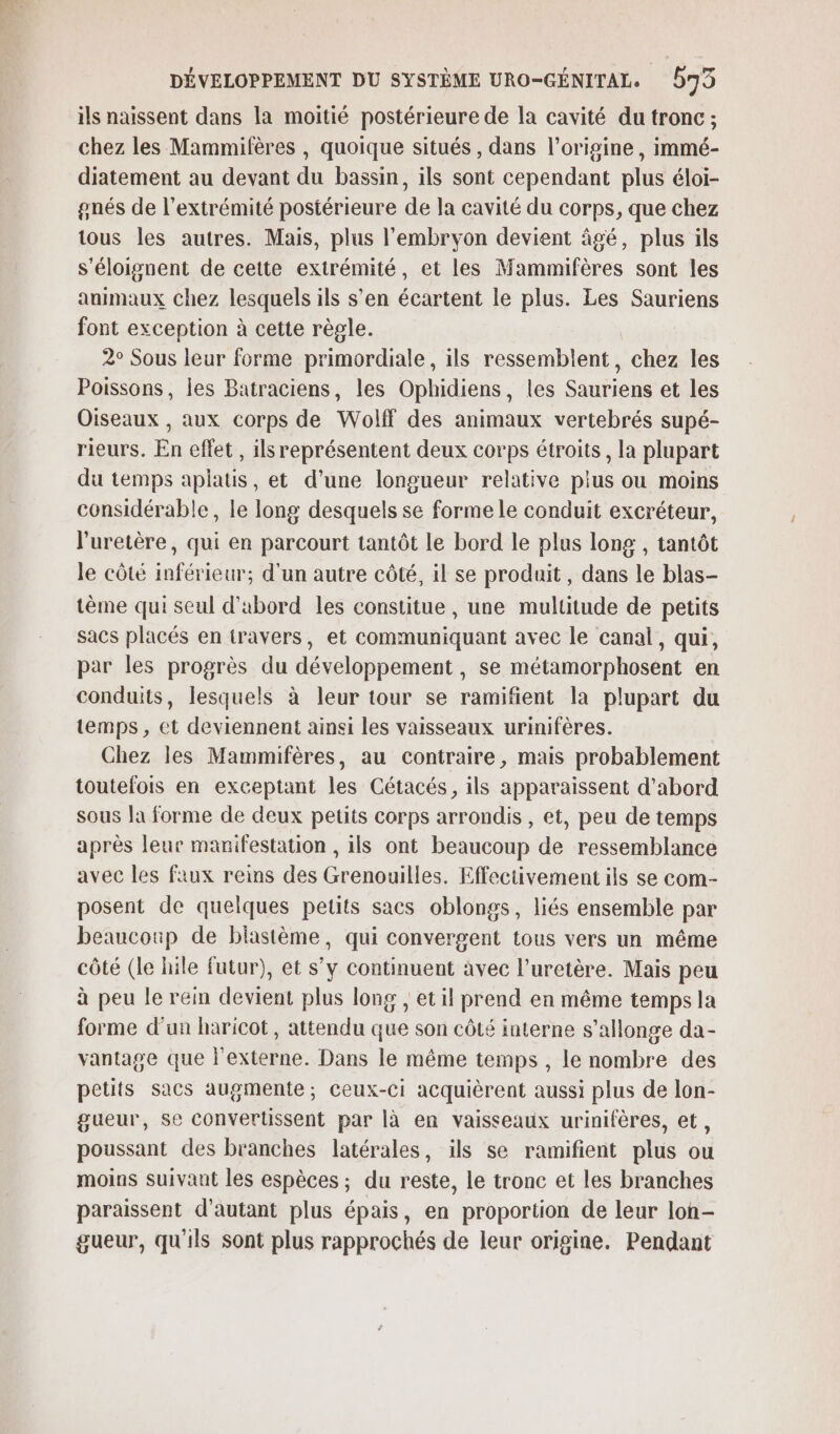 ils naissent dans la moitié postérieure de la cavité du tronc ; chez les Mammifères , quoique situés , dans l’origine, immé- diatement au devant du bassin, ils sont cependant plus éloi- gnés de l'extrémité postérieure de la cavité du corps, que chez tous les autres. Mais, plus l'embryon devient âgé, plus ils s'éloignent de cette extrémité, et les Mammifères sont Îles animaux chez lesquels ils s’en écartent le plus. Les Sauriens font exception à cette règle. 2° Sous leur forme primordiale, ils ressemblent, chez les Poissons, les Batraciens, les Ophidiens, les Sauriens et les Oiseaux , aux corps de Wolff des animaux vertebrés supé- rieurs. En effet, ils représentent deux corps étroits, la plupart du temps aplatis, et d’une longueur relative plus ou moins considérable, le long desquels se forme le conduit excréteur, l'uretère, qui en parcourt tantôt le bord le plus long , tantôt le côté inférieur; d'un autre côté, il se produit, dans le blas- tème qui seul d'abord les constitue , une multitude de petits sacs placés en travers, et communiquant avec le canal, qui, par les progrès du développement, se métamorphosént en conduits, lesquels à leur tour se ramifient la plupart du temps, et deviennent ainsi les vaisseaux urinifères. Chez les Mammifères, au contraire, mais probablement toutefois en exceptant les Cétacés, ils apparaissent d'abord sous Ja forme de deux petits corps arrondis , et, peu de temps après leur manifestation , ils ont beaucoup de ressemblance avec les faux reins des Grenouilles. Effectivement ils se com- posent de quelques petits sacs oblongs, liés ensemble par beaucoup de biastème, qui convergent tous vers un même côté (le hile futur), et s’y continuent avec l’uretère. Mais peu à peu le rein devient plus long , et il prend en même temps la forme d’un haricot, attendu que son côté interne s’allonge da- vantage que lexterne. Dans le même temps , le nombre des petits sacs augmente; ceux-Ci acquièrent aussi plus de lon- gueur, se convertissent par là en vaisseaux urinifères, et, poussant des branches latérales, ils se ramifient plus ou moins suivant les espèces ; du reste, le tronc et les branches paraissent d'autant plus épais, en proportion de leur loh- gueur, qu'ils sont plus rapprochés de leur origine. Pendant