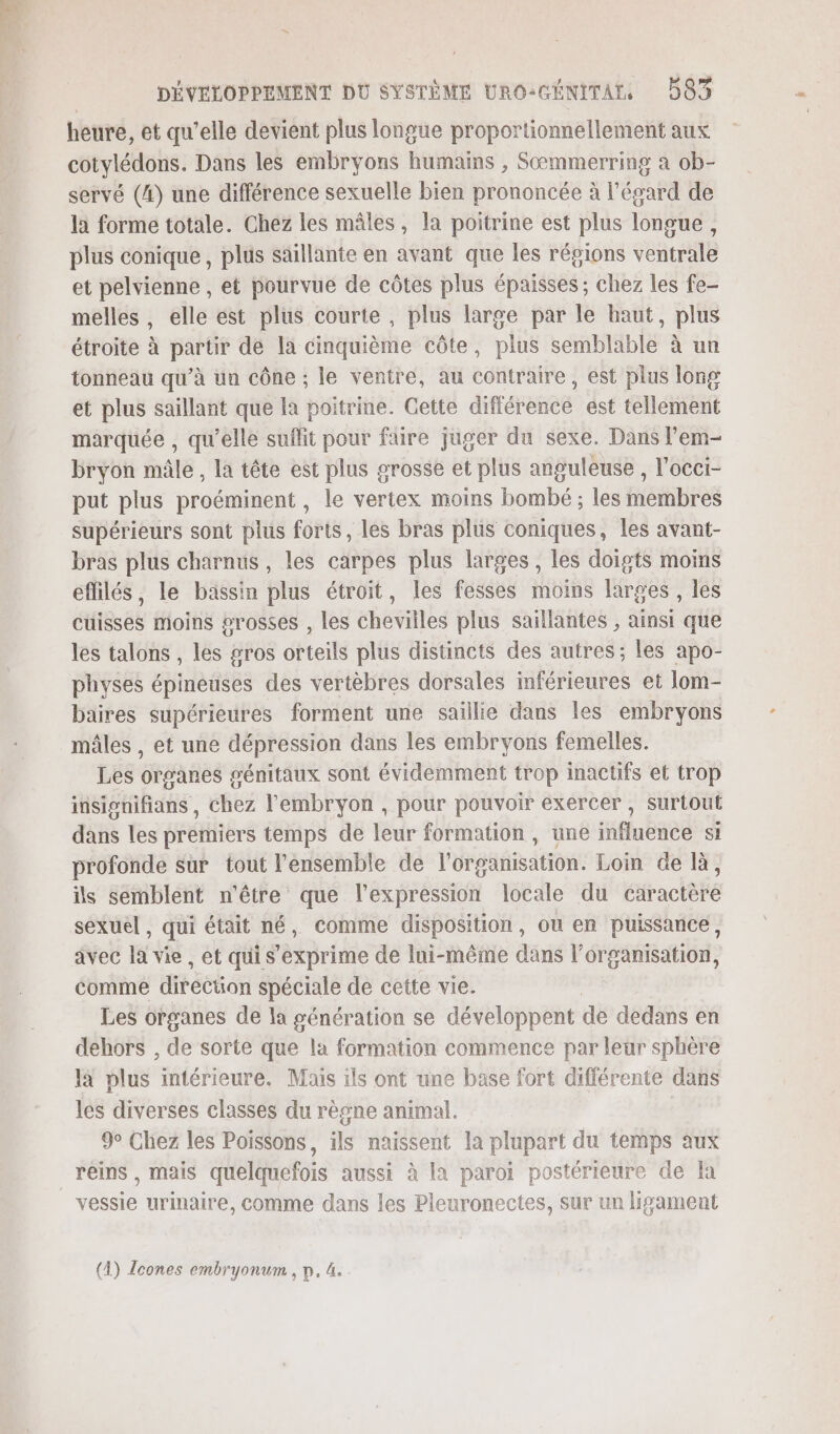 heure, et qu’elle devient plus longue proportionnellement aux cotylédons. Dans les embryons humains , Sæmmerring à ob- servé (4) une différence sexuelle bien prononcée à l'égard de là forme totale. Chez les mâles, la poitrine est plus longue, plus conique, plus saillante en avant que les régions ventrale et pelvienne , et pourvue de côtes plus épaisses ; chez les fe- melles , elle est plus courte, plus large par le haut, plus étroite à partir de la cinquième côte, plus semblable à un tonneau qu’à un cône ; le ventre, au contraire, est plus long et plus saillant que la poitrine. Cette différence est tellement marquée , qu'elle suflit pour faire juger du sexe. Dans l’em- bryon mâle, la tête est plus grosse et plus anguleuse , l'occi- put plus proéminent , le vertex moins bombé ; les membres supérieurs sont plus forts, les bras plus coniques, les avant- bras plus charnus , les carpes plus larges , les doigts moins effilés, le bassin plus étroit, les fesses moins larges , les cuisses moins #rosses , les chevilles plus saillantes , ainsi que les talons , les gros orteils plus distincts des autres; les apo- physes épineuses des vertèbres dorsales inférieures et lom- baires supérieures forment une saillie dans les embryons mâles , et une dépression dans les embryons femelles. Les organes génitaux sont évidemment trop inactifs et trop insignifians, chez l'embryon , pour pouvoir exercer , surtout dans les premiers temps de leur formation, une influence si profonde sur tout l'ensemble de l’organisation. Loin de là, ils semblent n'être que l'expression locale du caractère sexuel, qui était né, comme disposition, ou en puissance, avec la vie, et qui s'exprime de lui-même dans l’organisation, comme direction spéciale de cette vie. Les organes de la génération se développent de dedans en dehors , de sorte que la formation commence par leur sphère là plus intérieure. Mais ils ont une base fort différente dans les diverses classes du règne animal. 9° Chez les Poissons, ils naissent la plupart du temps aux reins, mais quelquefois aussi à la paroi postérieure de là vessie urinaire, comme dans les Pleuronectes, sur un hgament