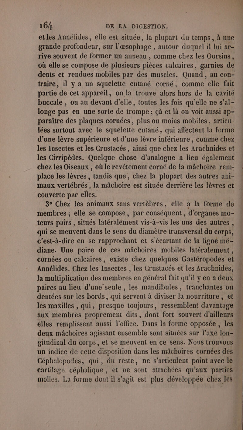 et les Annéiides, elle est située, la plupart du temps, à une grande profondeur, sur l'œsophage , autour duquel il lui ar- rive souvent de former un anneau , comme chez les Oursins, où elle se compose de plusieurs pièces calcaires, garnies de dents et rendues mobiles par des muscles. Quand, au con- traire, 1l y a un squelette cutané corné, comme elle fait partie de cet appareil, on la trouve alors hors de la cavité buccale , ou au devant d'elle, toutes les fois qu’elle ne s’al- longe pas en une sorte de trompe ; çà et là on voit aussi ap- paraître des plaques cornées, plus ou moins mobiles, articu- lées surtout avec le squelette cutané, qui affectent la forme les Insectes et les Crustacés, ainsi que chez les Arachnides et les Cirripèdes. Quelque chose d’analogue a lieu également chez les Oiseaux , où le revêtement corné de la mâchoire rem- place les lèvres, tandis que, chez la plupart des autres ani- maux vertébrés, la mâchoire est située derrière les lèvres et couverte par elles. 3° Chez les animaux sans vertèbres, elle a la forme de membres ; elle se compose, par conséquent, d'organes mo- teurs pairs , situés latéralement vis-à-vis les uns des autres, qui se meuvent dans le sens du diamètre transversal du corps, c'est-à-dire en se rapprochant et s'écartant de la ligne mé- diane. Une paire de ces mâchoires mobiles latéralement, cornées ou calcaires, existe chez quelques Gastéropodes et Annélides. Chez les Insectes , les Crustacés et les Arachnides, la multiplication des membres en général fait qu'il ÿ en a deux paires au lieu d’une seule , les mandibules, tranchantes ou dentées sur les bords, qui servent à diviser la nourriture, et les maxilles , qui, presque toujours, ressemblent davantage aux membres proprement dits, dont fort souvert d'ailleurs elles remplissent aussi l'office. Dans la forme opposée , les deux mâchoires agissant ensemble sont situées sur l'axe lon- gitudinal du corps, et se meuvent en ce sens. Nous trouvons Céphalopodes, qui, du reste, ne s’articulent point avec le cartilage céphalique, et ne sont attachées qu'aux parties molles. La forme dont il s’agit est plus développée chez les EE