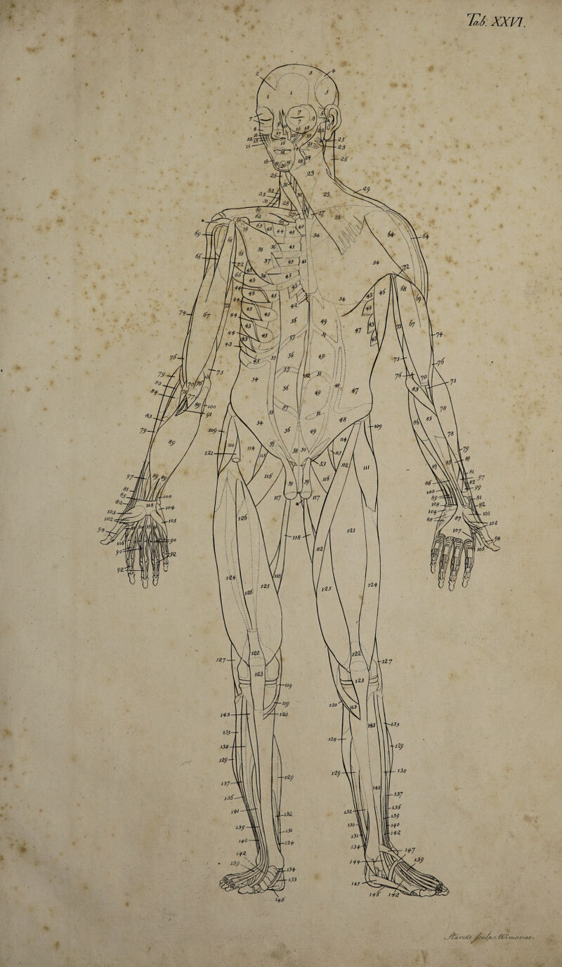 i’ - tno,ritte •