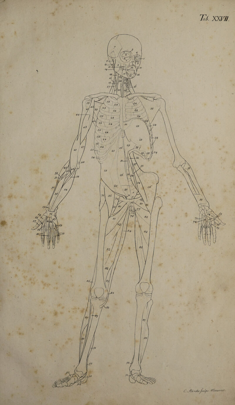 C. Jfca rc/UJciUfs- iVtrna ricU ■