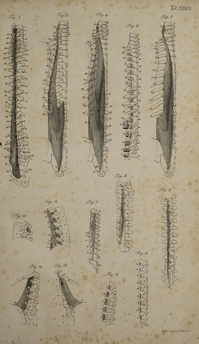 77/ xxxvi. v ma>y t /c. a rtete .