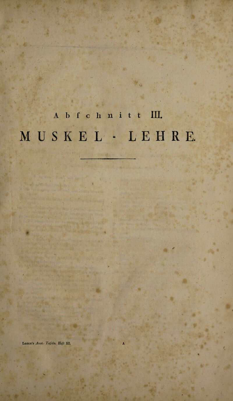 Abfchnitt III. MUSKEL LEHRE. 1 .' r - i- ■ Loder’s Amt. Tafeln. Heft III, '4» 4*