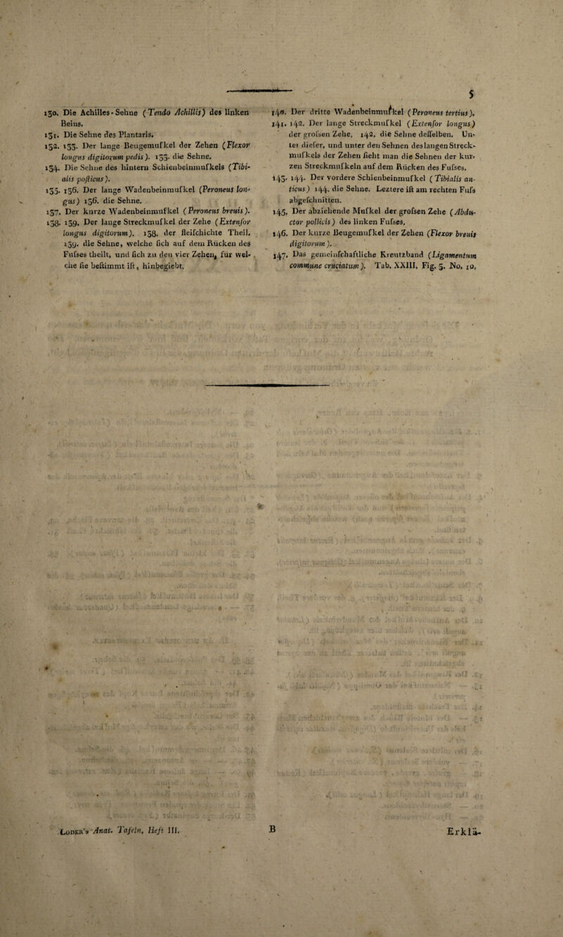 130. Die Achilles - Sehne ( Tondo lkhillis) des linken Beins. 131. Die Sehne des Plantaris, 152. 153. Der lange Beugemuflcel der Zehen (Flexor longus digitoifumpedis). i33- die Sehne. 134. Die Sehne des hinter» Schieubeimnufkels (Tibi- alis pofiicus ). 155. 156. Der lange Wadenbeinmufkel (Peroneus Ion* gus) 156. die Sehne, 157. Der kurze Wadenbeinmufkel (Peroneus breuis). 15Ö, 139. Der lange Streckmufkel der Zehe (Extenfor longus digitOYUm), 158, der fleifchichte Theil, 139. die Sehne, welche Geb auf dem Rücken des Fufses theilt, und Geh zu den vier Zehen, für wel* . che Ge beftirnxnt iß, hinbegiebt. l4». Der dritte Wadenbeinmufkel (Peroneus tertius), 141. 142. Der lange Streckmufkel (Extenfor longus) der grofsen Zehe. 142. die Sehne delfelben. Un¬ ter diefer, und unter den Sehnen des langen Streck* mufkels der Zehen Geht man die Sehnen der kur* zen Streckmufkeln auf dem Rücken des Fufses. 143. 144, Der vordere Schienbeinmufkel (Tibialis an- !Heus) 144. die Sehne. Leztere ift am rechten Fufa abgefchnitten. 145, Der abziehende Mufkel der grofsen Zehe (Abdu- ctor polUcis) des linken Fufses, »46. Der kurze Beugemufkel der Zehen (Flexor brems digitovum ). 147, Das gemeinfchaftliche Kreutzband (Ligamentum commune cniciatum). Tab. XXIII, Fig. 5. JMo, 1 o, B