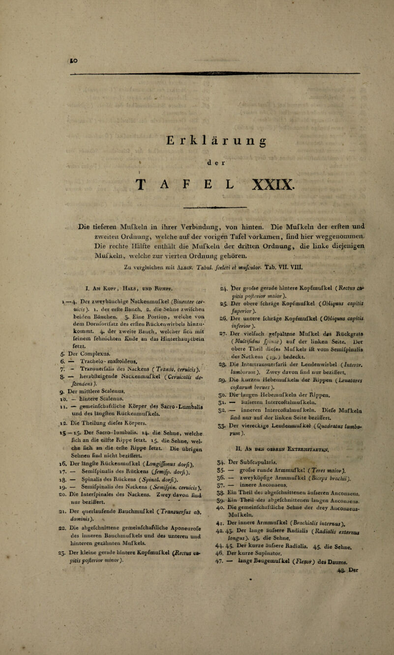der TAFEL XXIX. Die tieferen Mufkeln in ihrer Verbindung, von hinten. Die Mufkeln der erften und zweiten Ordnung* welche auf der vorigen Tafel vorkamen, find hier Weggenommen. Die rechte Hälfte enthält die Mufkeln der dritten Ordnung, die linke diejenigen Mufkeln, welche zur vierten Ordnung gehören» Zu vergleichen mit Albin. Tabul. fctlcti ei mufculor. Tab. Vll. VIII. I. Am Kopf, Hals, und Rumpf. i —>4. Der zweybäuchige Nackenmufkel (Biuenter cer* iiicis). 1. der elfte Bauch, 2. die Sehne zwilchen beiden Bäuchen. 5. Eine Portion, welche von dem Dornfortfatz des erften Rückenwirbels hinzu¬ kommt. 4. der zweite Bauch, welcher ficu mit feinem fehnichten Ende an das Hinterhauptbein fetzt» 5- Der Complexus. 6. —- Trachelo - maftoideus. 7. - Transuerlaiis des Nackens ( Tränsv, ceruicis). 8. — lierablteigende NacKenmufkel (Ceruicalis de- fiendens ). 9. Der mittlere Scalenus. 10. — hintere Scalenus. 11. — gemeinfchafiliche Körper des Sacro - Lumbalis Und des längften Rückenmufkels. 12. Die Theilung diefes Körpers. *5* Der Sacro-lumbalis. 14. die Sehne, welche lieh an die eilfte Rippe fetzt. 15. die Sehne, wel¬ che lieh, an die erfte Rippe fetzt. Die übrigen. Sehnen find nicht beziffert. 16. Der längfte Rückennnil'kel (Longifßmus dorß). 17. — Semifpinalis des Rückens (femifp. dorß), 18. — Spinalis des Rückens (Spinal, dorß). 19. — Semifpinalis des Nackens ( Semifpin. ceruicis). 20. Die Interfpinales des Nackens. Zwey davon find nur beziffert. 21. Der querlaufende Bauchmufkel (Transußrfus ab, dominis). 22. Die abgefchnittene gemeinfchaftliche Aponeurofe des inneren Bauchmufkels und des unteren und hinteren gezähnten Mufkels. 25. Der kleine gerade hintere Kopfmufkel (Rectus «»* pitis poßerior minor). 24. *Der grolse gerade hintere Kopfmufkel ( Rechts CJ& pitis poßerior maior). 25. Der obere fchräge Kopfmufkel (Obliquus capitis füperior ). £6. Der untere fchräge Kopfmufkel (Obliquus capitis inferior ). 27. Der vielfach gefpaltene Muflcel des Rückgrats (Multifidus fpinae) auf der linken Seite. Der obere Theil diefes Mufkels ilt vom Semifpinalis des Nackens ^19.) bedeckt. 28. Die Intevtransuerfarii der Lendenwirbel (Intevtr. lumborum). Zwey davon find nur beziffert. 29. Die kurzen Hebemufkeln der Rippen (Leuatores coßarwfi breues). JO. Die' laugen Hebemufkeln der Rippen, 31. — äufseren Intercoftalmufkeln. 52. — inneren Intercoftalmufkein. Diefe Mufkeln find nur auf der linken Seite beziffert. 33. Der viereckige Lendeumufkel- ( Quadradus Utmba• yum ). II. Au d«h oberen Extremit alten, 34. Der Subfcapularis. 35* — grofse runde Armmufkel ( Teres maior). 56. — zweyköpfige Armmufkel (Biceps brachii). 37. — innere Anconaeus. 38. Ein Theil des abgefchnittenen äufseren Anconaeus. 39. Ein Theil des abgefchnittenen langen Anconaeus. 40. Die gemeinfchaftliche Sehne der drey Anconaeus- Mulkeln, 41. Der innere Armmufkel (Braehialis internus). 42. 45. Der lange äufsere Radialis (Radialis externus longus). 43* die Sehne. 44. 45. Der kurze äufsere Radialis. 45. die Sehne. 46. Der kurze Supinator. 47- — lange Beugemufkel (Flexor) des Daums. 48> Der