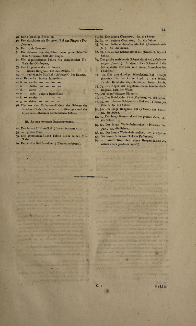 u 43- 49- 5o. 5». 52. 53. 54. 55- 56. Der viereckige Pronator. Der durchboreiule Beugemufkel der Finger (Pro- fundus ), Der runde Pronator. Die Sehnen des abgefchnittenen gemeinfchaftli- eben Streckmufkels der Finger. Die abgefchnittene Sehne des abziehenden Mu- fkels des Ohrfingers. Der Opponens des Ohvfingers. — kurze Beugemufkel des Daums. — anziehende Mufkel (Adductor) des Daums, a. Der erfte innere InteroÄeus. zweite — — — — vierte — — — — erfte äufsere Interoifeus. zweite — — — — r. — dritte — — — — Die aus dem Zufammenfiiefsen der Sehnen des Streckmufkels, der regenwurmförmigen und der Interoifeus- Mul'kein entftandenen Sehnen, b. - c. — d. — e. — f. — III, An den unteren Extremitaeten, 57. Der innere Hüftmufkel (Iliacus internus'), 53- — grofse Pfoas. 59. Die gemeinfehaftliche Sehne diefer beiden Mu= [kein. 60. Der kleine Gefäfsmufkel (Glutaeus minimus). 61.62, Der innere Obturator, 6s. di© Sehne, 63. 64. — äufsere Obturator, 64, die Sehne, 65. 66. — halbmembranöfe Mufkel (femimembrana* fus), 66, die Sehne, 67. 6ß. Der dünne Schenkelmuf kel (GraciUs), 6ß. die Sehne. 69, Der grofse anziehende Schenkelmuf kel (Adductor magnus femoris). An dem linken Schenkel ift die Sehne diefes Mufkels mit einem Sterncher; be¬ zeichnet, 70 — 72. Der zweyköpfige Schenkelmuf kel (Biceps femoris), 70. der kurze Kopf. 71, die Sehne. 72. de« Rand des abgefchnittenen fangen Kopfs. 73. 74. Die Köpfe der abgefchnittenen beiden Zwih lingsmufkeln der Wade, 75, Der abgefchnittene Plantaris, 76. 77, Der Kniekehlmufkei 1.Popliteus) 77, die Sehne, 78- 79- — hintere Schienbein-Mnfkel (l'iuialis po* fiieus), 79. die Sehne. 80. 81* Der Dnge Beugemufkel (Flexor) der Zehen, 81. die Sehne. 82. 83- Der lange Beugemufkel der grofsen Zehe, 33, die Sehne, 84.85- Der lange Wadenbeinmufkel (Peroneus Ion. gus), 83. die Sehne, 86. 87. Der kurze Wadenbeinmufkel, 87» die Sehne. 88- Der kürze Streekmufkel der Fufszehen. 89» — zweit© Kopf des langen Beugemufkelg der Zehen (caro quadnita Sylvii).