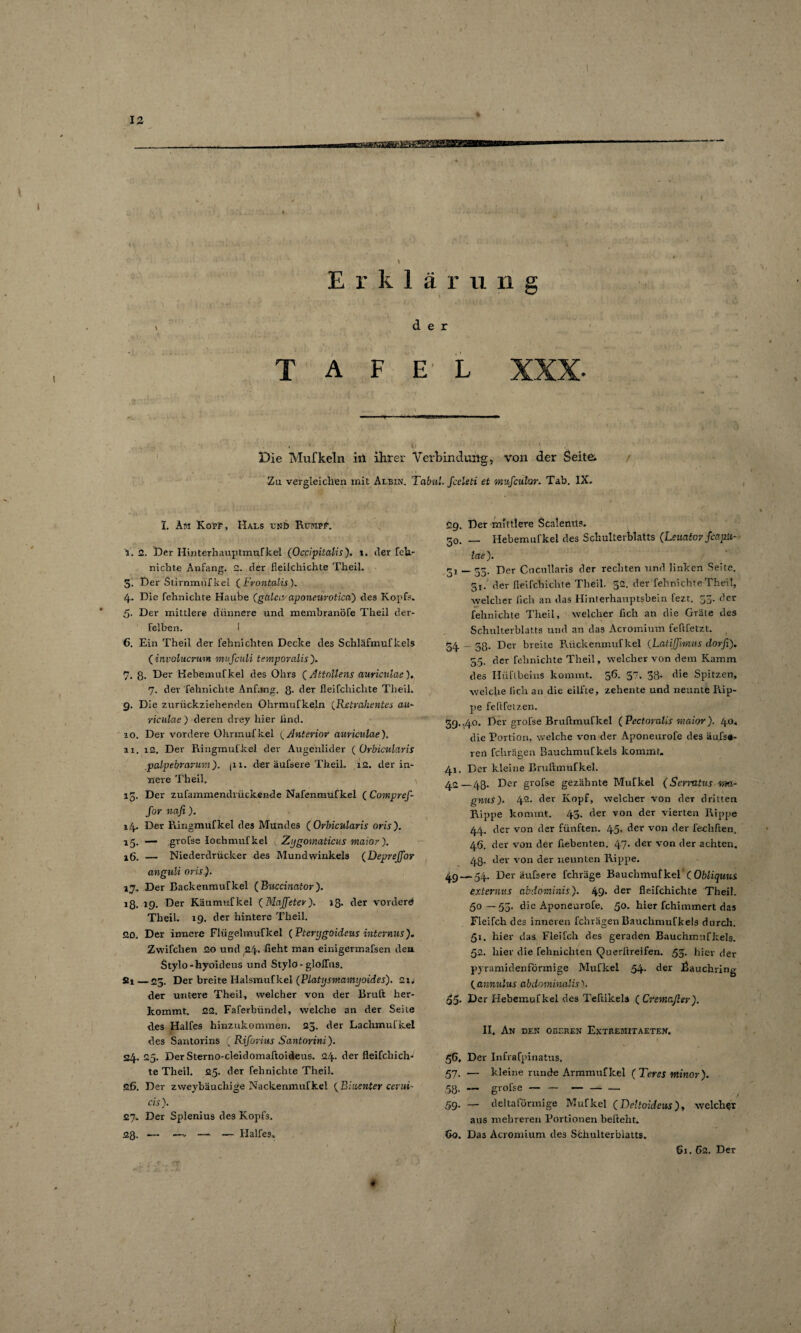 \ Erklärung der TAFEL XXX- Die Mufkeln iil ihrer Verbindung, Von der Seite. Zu vergleichen mit Albin. Tabul. fcclsti et mufculor. Tab. IX. I. Am Kopf, Hals und Rumpf. i. 2. Der Hinterhauptmufkei (Occipitalis). l. der feli- nichte Anfang. 2. der fleilchichte Theil. 5. Der Stirnmnfkel (Frontalis). 4. Die fehnichte Haube (gülcu aponeuvotica) des Kopfs. 5. Der mittlere dünnere und membranöfe Theil der- felben. I 6. Ein Theil der fehnichten Decke des Schläfmuf kels (involucrum mufculi temporalis)» 7. 8. Der Hebemufkel des Ohrs (Attollens auriciilae). 7. der fehnichte Anfang. 8- der fleilchichte Theil. 9. Die zurückziehenden Ohrmufkeln (.Ketrahentes au~ riculae ) deren drey hier lind. 10. Der vordere Ohrmufkel (_ Anterior auriculae), ai. 12. Der Ringmufkel der Augenlider ( Ürbicularis palpebrarum), jii. der äufsere Theil. 12. der in¬ nere Theil. 15. Der zufammendrückende Nafenmufkel ( Compref- for nafi ). 14. Der Ringmufkel des Mundes (Orbicularis oris). 15. — grofse lochmufkel > Zygomaticus maior). 16. — Niederdrücker des Mundwinkels (Deprejfor anguli oris). ij. Der BackenmuTkel ( Bmcinator). 18. 19. Der Käumufkel (Majfeter). 18. der vordere Theil. 19. der hintere Theil. 20. Der innere Flügelmufkel (Pterygoidcus internus'). Zwifclien 20 und 24. fleht man einigermafsen deu Stylo-hyoideus und Stylo - glofliis. Si — 25. Der breite Halsmufkel (Platysmamyoides). 21. der untere Theil, welcher von der Brul't her¬ kommt. 22. Faferbündel, welche an der Seite d.es Halfes hinzukommen. 23. der Lachmufkel des Santorins ' Rif onus Santorini). 24.25. Der Sterno-cleklomaftoideus. 24. der fleifcliich- te Theil. 25. der fehnichte Theil. 2.6. Der zweybäuchige Nackenmufkel (Ehisnter cerui- cis). 27. Der Splenius des Kopfs. 2ß. — —» — — Halfes, 29. Der mittlere Scalemt?. 50. — Hebemufkel des Schulterblatts (Leuator fcapit- lae). 5, — 53. Der Cncullaris der rechten und linken Seite. 51. der fleifchiclite Theil. 52. der fehnichte Theil, welcher fleh an das Hinterhauptsbein fezt. 33. der fehnichte Theil, welcher fleh an die Gräte des Schulterblatts und an das Acromium feftfetzt. 54 - 38- Der breite Rückenmuf kel (.LatiJJirnus dorfi). 55. der fehnichte Theil, welcher von dem Kamm des Hüftbeins kommt. 56. 57. 38- die Spitzen, welche lieh an die eilfte, zehente und neunte Rip¬ pe feit fetzen. 39- ,40. Der grofse Bruftmufkel (Pectornlis maior). 40, die Portion, welche von der Aponeurofe des äu.fs«- ren fchrägen Bauchmufkels kommt» 41. Der kleine Bruftmüfkel. 42 — 48. Der grofse gezähnte Mufkel (Sermtus m- gnuS). 42. der Kopf, welcher von der dritten Rippe kommt. 43. der von der vierten Rippe 44. der von der fünften. 45. der von der fechften. 46. der von der flebenten. 47. der von der achten. 43. der von der neunten Rippe. 49 —54. Der äufsere fchräge Bauchmüfkel ( Obliquus externus abdominis). 49* 8er fleifchichte Theil. 50 — 53. die Aponeurofe, 50. hier fchimmert das Fleifch des inneren fchrägen Bauchmufkels durch. 51. hier das Fleifch des geraden Bauchmufkels. 52. liier die fehnichten Querftreifen. 53. hier der pyramidenförmige Mufkel 54. der llauchring ( annulus abdominalis). 55- Der Hebemufkel des Teftikela ( Cremaßer). II. An den oberen Extremitaeten. 56, Der Infrafpinatus. 57. — kleine runde Armmufkel (Teres ntinor). 58- — grofse-- 59. — deltaförmige Mufkel (Deltoideus), welcher aus mehreren Portionen befteht. 60. Das Acromium des Schulterblatts. 6x. 62. Der 1 1 \
