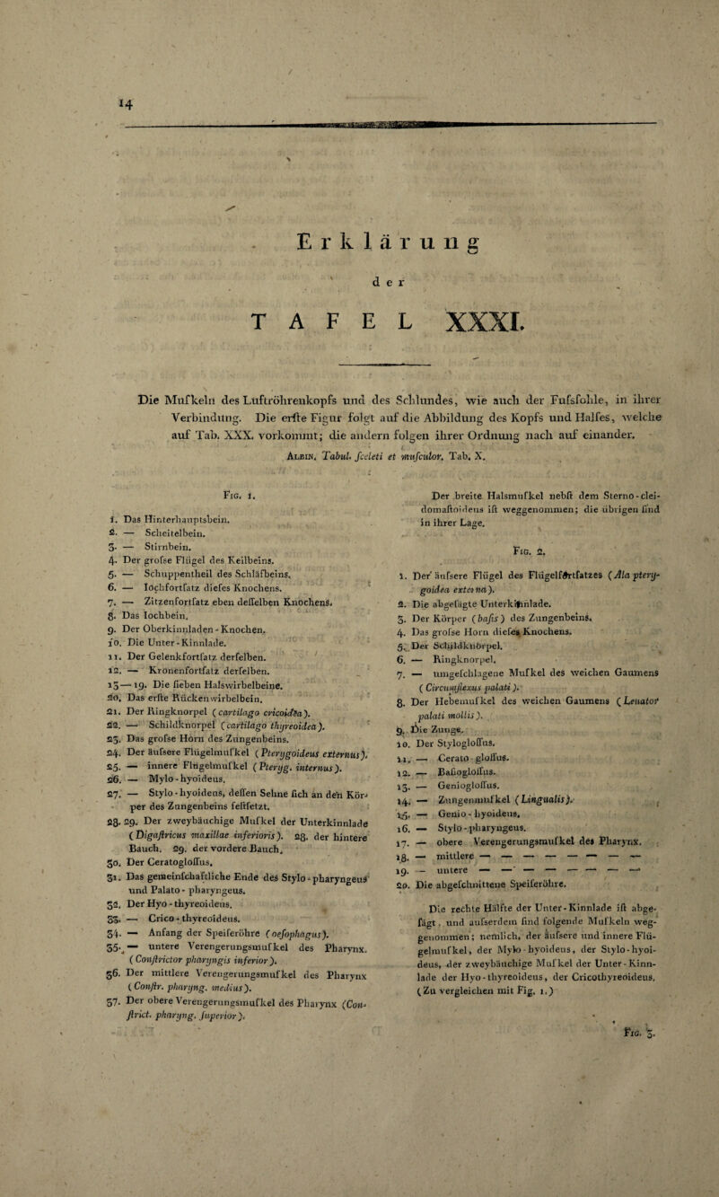 / *4 Erklärung der TAFEL XXXI. Die Mufkelii des Luftrölirenkopfs und des Sclilundes, wie auch der Fufsfohle, in ihrer Verbindung. Die erfte Figur folgt auf die Abbildung des Kopfs und Halles, welche auf Tab. XXX. vorkommt; die andern folgen ihrer Ordnung nach auf einander. ' - - i ' s. I -j T ' ’ ■ ■■' $ Albin. Tabul. fideti et wufculoK Tab, X. Eig. 1. 1. Das Hinterhauptsbein. 2. — Scheitelbein. 3- — Stirnbein. 4~ Der grofse Flügel des Keilbeins. 5- — Schuppentheil des Schläfbeins, 6. — Iochfortfatz diefes Knochens. 7, — Zitzenfortfatz eben delTelben Knochens# f , > C X • ‘ * • g. Das Iochbein. 9. Der Oberkinnladen - Knochen. 30. Die Unter-Kinnlade. 11. Der Gelenkfortfatz derfelben. 12. — Kronenfortfatz derfelben. 13—x9* Die heben Halswirbelbeine. 20. Das erfte Rückenwirbelbein. 21. Der Ringknorpel ( cavtilago cricoicfsa). 22. — Schildknorpel (cavtilago thyreoidea). 23. Das grofse Horn des Zungenbeins. 24. Der äufsere Fhigelmufkel (PterygoideuS extevnus), 25. — innere Flügelmufkel (Ptenjg, internus). 26. — Mylo-hyoideus. 27. — Stylo-hyoideus, deffen Sehne hch an de'n Kör-* per des Zungenbeins feftfetzt. sg. 29, Der zweybauchige Mufkel der Unterkinnlade ( Digaftvicus maxillae inferioris). 28. der hintere Bauch. 29. der vordere Bauch. 30. Der Ceratogloflus. 31. Das geraeinfchaftliche Ende des Stylo - pharyngeus und Palato- pharyngeus. 32. Der Hyo - thyreoideus. 33. — Crico-thyreoideus. 34. — Anfang der Speiferohre (oefophagus). 35-„— untere Verengerungsmufkel des Pharynx. ( Conflrictor pharyngis inferior ). 56. Der mittlere Verengerungsmufkel des Pharynx ( Conftr. phnryng. ntedius). 57. Der obere Verengerungsmufkel des Pharynx (Con-> ßrict. phnryng. fuperior). Der breite Halsmufkel neblt dem Sterno-clei- domaßoideus ift weggenommen; die übrigen find in ihrer Lage. Fig. 2. 1. Der’äufsere Flügel des Flügelf^rtfatzes (Ala ptery- goidea externa). 2. Die abgefägte Unterkifinlade. 3. Der Körper ( bafis ) des Zungenbeins, 4. Das grofse Horn diefes Knochens. 5. Der Schiklknörpel. 6. Ringknorpel. 7. — umgefchlagene Mufkel des weichen Gaumens ( CircumßexuS palati). 8. Der Hebemufkel des weichen Gaumens (Leuatoi' palati mollis). 9. ftie Zunge. 10. Der Styloglolftis. 11. —■ Cerato gloifu«. 12. — Bahogloirus. 13. — Geniogloffus, 14. — Zungenmtifkei ( Lingualis). X5> — Genio-hyoideus, 16. — Stylo- pharyngeus. i 7. — obere Verengerungsmufkel des Pharynx, 20. Die abgefchnittene Speiferohre. Die rechte Hälfte der Unter-Kinnlade ift abge- fägt, und aufserdein find folgende Mufkeln weg¬ genommen; nemlich, der äufsere und innere Flü- gelmufkel, der Mylo - hyoideus, der Stylo-hyoi¬ deus, der zweybauchige Mufkel der Unter-Kinn¬ lade der Hyo-thyreoideus, der Cricothyreoideus. (Zu vergleichen mit Fig, 1.) * * * ? Fig* 5* *