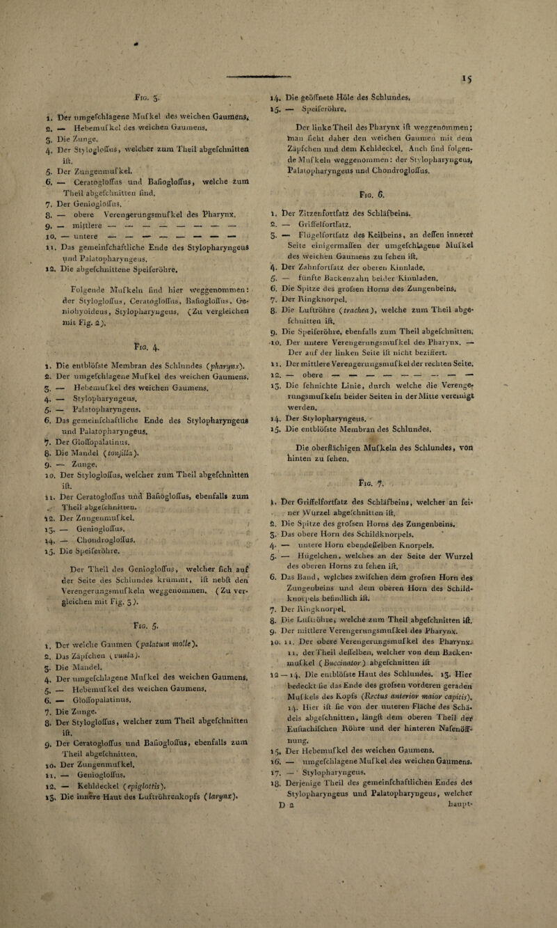 * Fig. 5. » 1. Der nmgefchlagene Mufkel deä weichen Gaumens* 2, — Hebemufkel des weichen Gaumens« 5. Die Zunge« 4, Der StyloglolTus, welcher zum Theil abgefchnitteii ift. .5. Der Zuhgenmufkel. 6. — Ceratogloffus und Bafioglolfus, welche zum Theil abgefchnitten lind« 7. Der GeniogloifuS. S« — obere Verengerungsmufkel des Pharynx, 9. — mittlere — — — — — — — — 11, Das gemeinfchaftliche Ende des Stylopharyngeus und PalatOpharyngeus, 12. Die abgei’chnittene Speiferöhre. Folgende Mufkeln find hier Weggenommen i der StyloglolTus, Ceratogloffus, Bafioglolfus, Ge- niohyoideus, Stylopharyngeus, (Zu vergleichen mit Fig, 2). FiG. 4* 1. Die entblöfste Membran des Schlundes (pharytlx)« 2. Der umgefchlagene Mufkel des weichen Gaumens, 3. — Hebemufkel des weichen Gaumens. 4. — Stylopharyngeus. 5. — PalatOpharyngeus. 6. Das gemeinfchaftliche Ende des Stylopharyngeus und PalatOpharyngeus. 7. Der Glolfopalatinus. 8. Die Mandel (tonjiUa). 9. — Zunge, 10. Der StyloglolTus, welcher zum Theil abgefchnitteil ift. 11. Der Ceratogloffus und Bafioglolfus, ebenfalls zum Theil abgelchnitten. 12. Der Zungenmuf kel. r I 15, — GeniogloITus. 14. — Chondrogloirus. 15. Die Speiferöhre. Der Theil des GeniogloITus, welcher fleh auf der Seite des Schlundes krümmt, ift nebft den Verengerungsmufkeln weggenommen. ( Zu ver¬ gleichen mit Fig. 5). Fig. 5. 1. Der weiche Gaumen (palatnrn wolle). 2. Das Zäpfchen ^ vuulct). 3. Die Mandel, 4. Der umgefchlagene Mufkel des weichen Gaumens, 5. — Hebemufkel des weichen Gaumens. C. — Glolfopalatinus. 7. Die Zunge. 8. Der StyloglolTus, welcher zum Theil abgefchnitten ift. 9. Der CeratoglofTus und Bafioglolfus, ebenfalls zum Theil abgefchnitten. 10. Der Zungenmufkel. 11. — Genioglolfus. 12. — Kehldeckel (epiglottis). 13. Die innere Flaut des Luftröhrenkopfs (lavynx)> 15 14. Die geöffnete Hole des Schlundes, 15. — Speiferöhre, Der linke Theil des Pharynx ift weggenommen; man lieht daher den weichen Gaumen mit dem Zäpfchen und dem Kehldeckel. Auch lind folgen¬ de Muf kein weggenommen: der Stylopharyngeus, PalatOpharyngeus und Chondroglolfus. Fig. 6. 1. Der Zitzenfortfatz des Schläfbeins. 2. — Griffel fortfatz. 5. — Flugelfortfatz des Keilbeins, an delTen innereif Seite einigermaßen der umgefchlagene Mufkel des Weichen Gaumens zu fehen ift. 4. Der Zahnfortfatz der oberen Kinnlade, 5. — fünfte Backenzahn beider Kinnladen. 6. Die Spitze des grolsen Horns des Zungenbeins. 7. Der Ringknorpel. 8. Die Luftröhre (trachea), welche zum Theil abge¬ fchnitten ift. 9. Die Speiferöhre, ebenfalls zum Theil abgefchnitten, •10. Dev untere Verengerungsmufkel des Pharynx. —• Der auf der linken Seite ift nicht beziffert. 11. Der mittlere Verengerungsmufkel der rechten Seite. 15. Die fehnichte Linie, durch welche die Verenge¬ rungsmufkeln beider Seiten in der Mitte vereinigt werden. 14. Der Stylopharyngeus. 15. Hie entblöfste Membran des Schlundes. Die oberflächigen Muf kein des Schlundes, von hinten zu fehen. Fig. 7. 1. Der Griffelfortfatz des Schläfbeins, welcher an fei¬ ner Wurzel abgelchnitten ift. 2. Die Spitze des grofsen Horns des Zungenbeins. 5. Das obere Horn des Schildknorpels. 4. — untere Horn ebendeflelben Knorpels. 5. — Hiigelchen, welches an der Seite der Wurzel des oberen Horns zu fehen ift. 6. Das Band, welches zwifchen dem grofsen Horn des Zungenbeins und dem oberen Horn des Schild- knorpels befindlich ift. 7. Der Ringknorpel. 8. Die Luft;öhve, welche zum Theil abgefchnitten ift, 9. Der mittlere Verengerungsmufkel des Pharynx, jo. 11. Der obere Verengerungsmufkel des Pharynx. 11. dev Theil deßelben, welcher von dem Backen* mufkel (Buccinator) abgefchnitten ift 12 — 14, Die entblöfste Haut des Schlundes. 13. Hier bedeckt he das Ende des grofsen vorderen geraden Mufkels des Kopfs (Rectus anterior wiaior capitis). 14. Hiev ift he von der unteren Fläche des Schä¬ dels abgefchnitten, längft dem oberen Theil der Euftachifclien Röhre und. der hinteren NafenöfF- nung. 15. Der Hebemufkel des weichen Gaumens. 16. — umgefchlagene Mufkel des weichen Gaumens. 17. — Stylopharyngeus. iß. Derjenige Theil des gemeinfchaftlichen Endes des Stylopharyngeus und PalatOpharyngeus, welcher