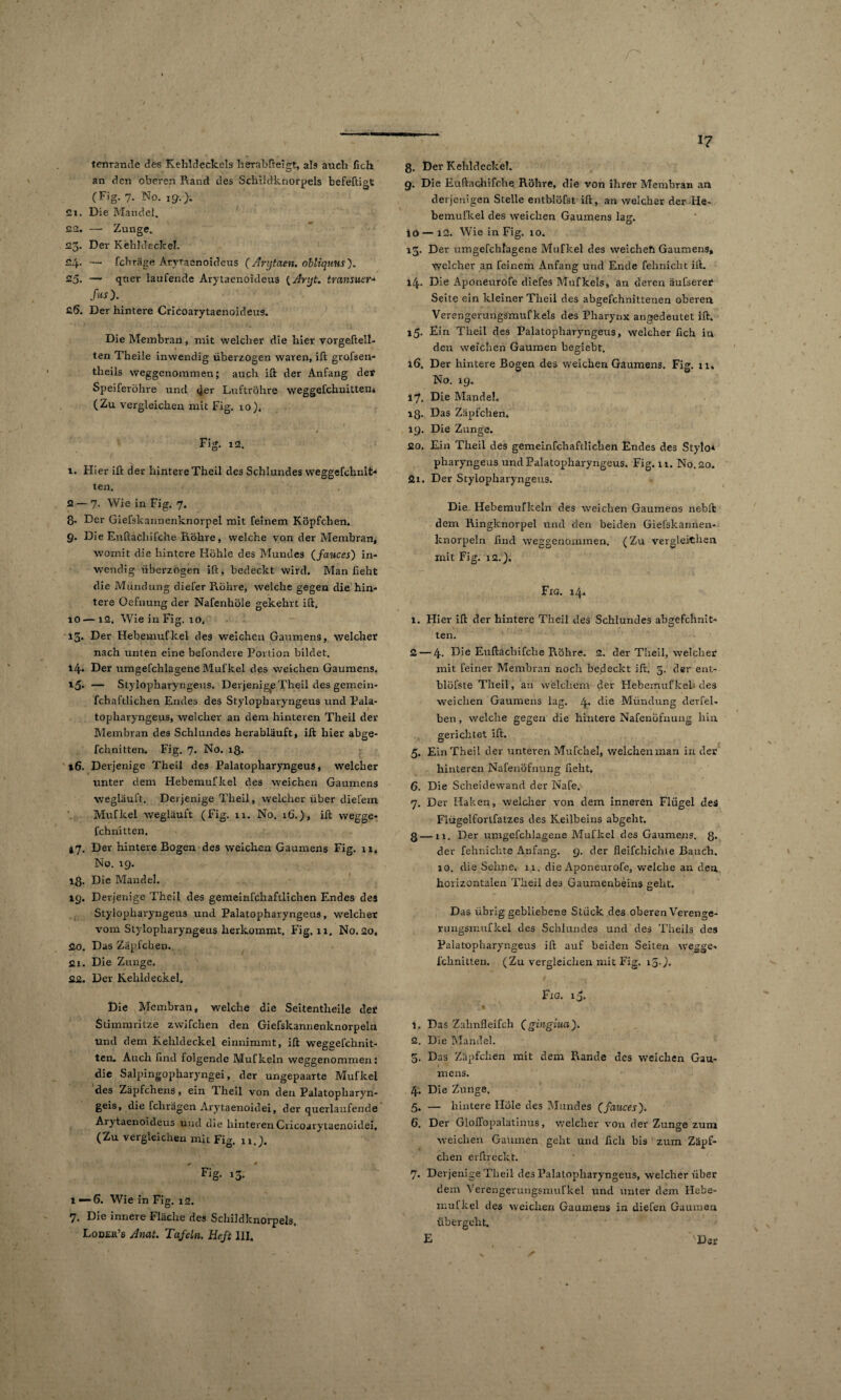 tenrande de6 Kehldeckels herabfteigt, al3 auch fich an den oberen Rand des Schildknorpels befeftigt (Fig. 7- No. 19.). cx. Die Mandel. 22. — Zunge. 23. Der Kehldeckel. 24. — fchrage Aryraenoideus (Arytaen. obliquits). 25. — quer laufende Arytaenoideus (Aryt. tvansuer- fus). 2.6. Der hintere Cricoarytaenoideus. Die Membran, mit welcher die hier vorgeftelt- ten Theile inwendig überzogen waren, ift grofsen- theils weggenommen; auch ift der Anfang der Speiferöhre und cjer Luftrohre weggefchnitten* (Zu vergleichen mit Fig. 10). f Fig. 12. 1. Hier ift der hintere Theil des Schlundes weggefchnit* ten. 2 — 7. Wie in Fig. 7. 8* Her Giefskannenknorpel mit feinem Köpfchen. 9. Die Euftacliifche Röhre, welche von der Membran, womit die hintere Höhle des Mundes (fauces) in¬ wendig überzogen ift, bedeckt wird. Man lieht die Mündung diefer Röhre, welche gegen die hin¬ tere Oefnung der Nafenhöle gekehrt ift. io-—12. Wie in Fig. io, 13. Der Hebemufkel des weichen Gaumens, welcher nach unten eine befondere Portion bildet. 14* Der umgefchlagene Mul’kel des weichen Gaumens. 15* — Stylopharyngeus. Derjenige Theil des gemein- fchaftlichen Endes des Stylopharyngeus und Pala- topharyngeus, welcher an dem hinteren Theil der Membran des Schlundes herabläuft, ift hier abge- fchnitten. Fig. 7. No. iß- 16. Derjenige Theil des Palatopharyngeus, welcher unter dem Hebemufkel des weichen Gaumens wegläuft. Derjenige Theil, welcher über diefem Mufkel wegläuft (Fig. 11. No. i(3.), ift wegge- fchnitten. l']. Der hintere Bogen des weichen Gaumens Fig. 11, No. 19. 13. Die Mandel. 19. Derjenige Theil des gemeinfchaftlichen Endes des Stylopharyngeus und Palatopharyngeus, welcher vom Stylopharyngeus herkommt. Fig. 11. No. 20, 20. Das Zäpfchen. ßi. Die Zunge. 22. Der Kehldeckel. Die Membran, welche die Seitentheile der Stimmritze zwifchen den Giefslcannenknorpeln und dem Kehldeckel einnimmt, ift weggefchnit- ten. Auch find folgende Mufkeln weggenommen; die Salpingopharyngei, der ungepaarte Mufkel des Zäpfchens, ein Theil von den Palatopharyn- geis, die rdirägen Arytaenoidei, der querlaufende Arytaenoideus und die hinterenCricoarytaenoidei, (Zu vergleichen mit Fig. 11.). Fig- 13- 1—6. Wie in Fig. 12. 7. Die innere Fläche des Schildknorpels. Loder’6 Amt. Tafeln. Heß III. ß. Der Kehldeckel. 9. Die Euftachifche Röhre, die von ihrer Membran an derjenigen Stelle entblöfst ift, an welcher der He- bemufkel des weichen Gaumens lag:. IO — 12. Wie in Fig. 10. 13. Der umgefchlagene Mufkel des weichet! Gaumens, welcher an feinem Anfang und Ende fehnicht ift. 14. Die Aponeurofe diefes Mufkels, an deren äufserer Seite ein kleiner Theil des abgefchnittenen oberen Verengerungsmufkels des Pharynx angedeutet Ift. 15. Ein Theil des Palatopharyngeus, welcher fich in den weichen Gaumen begiebt. 16. Der hintere Bogen des weichen Gaumens. Fig. 11» No. 19. 17. Die Mandel. iß. Das Zäpfchen. 19. Die Zunge. 20. Ein Theil des gemeinfchaftlichen Endes des Stylo* pharyngeus und Palatopharyngeus. Fig. 11. No. 20. ßx. Der Stylopharyngeus. Die Hebemufkeln des weichen Gaumens neblt dem Ringknorpel und den beiden Giefskannen- knorpeln find wefegenornmen. (Zu vergleichen mit Fig. 12.). Fig. 14. l. Hier ift der hintere Theil des Schlundes abgefchnit- ten. 2 — 4. Die Euftachifche Röhre. 2. der Theil, welcher mit feiner Membran noch bedeckt ift. 3. der ent- blöfste Theil, an welchem der Hebemufkeh des weichen Gaumens lag. 4. die Mündung derfel- ben, welche gegen die hintere Nafenöfnung hin gerichtet ift. 5. Ein Theil der unteren Mufchel, welchen man in der hinteren Nafenöfnung lieht. 6. Die Scheidewand der Nafe. 7. Der Haken, welcher von dem inneren Flügel des Flügelfortfatzes des Keilbeins abgeht. g — xi. Der umgefchlagene Mufkel des Gaumens. 8* dev fehnichte Anfang. 9. der fleifchichte Bauch. 10. die Sehne, n. die Aponeurofe, welche an den. horizontalen Theil des Gaumenbeins geht. Das übrig gebliebene Stück des oberen Verenge- rungsmufkel des Schlundes und des Theils des Palatopharyngeus ift auf beiden Seiten wegge- fchnitten. (Zu vergleichen mit Fig. iS-). Fig. 13. ' • ' I \ ■ ' . 1. Das Zahnfleifch (gingiua). 2. Die Mandel. 5. Das Zäpfchen mit dem Rande des weichen Gau¬ mens. 4. Die Zunge. 5. — hintere Hole des Mundes (fauces'). 6. Der Glolfopalatinus, welcher von der Zunge zum weichen Gaumen geht und fich bis zum Zäpf¬ chen erftreckt. 7. Derjenige Theil des Palatopharyngeus, welcher über dem Verengerungsmufkel und unter dem Hebe¬ mufkel des weichen Gaumens in diefen Gaumen übergeht. E Der