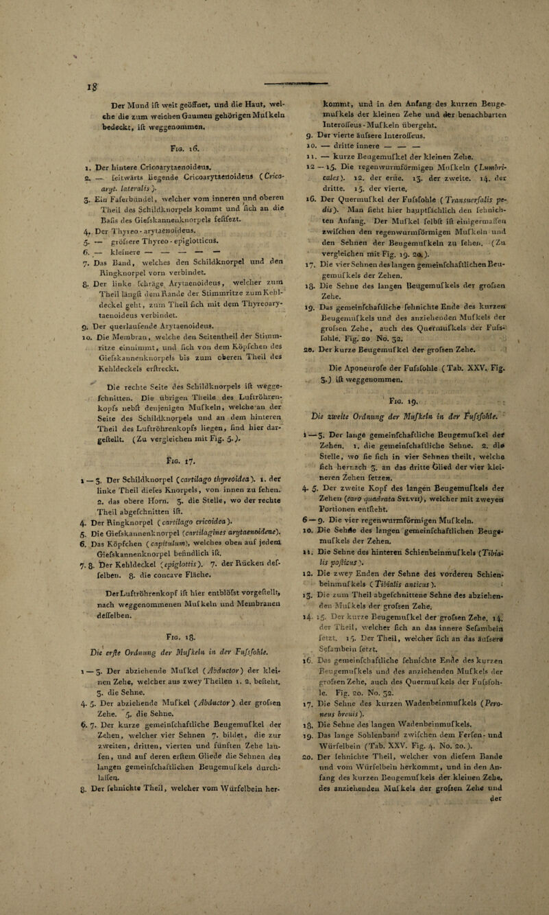 18 V Der Mund ift weit geöffnet, und die Haut, wel¬ che die zum weichen Gaumen gehörigen Mulkeln bedeckt, ift weggenommen. Fig. 16. 1. Der hintere Cricoarytaenoideus. 2. — feitwärts liegende Cricoarytaenoideus (Crico- anjt. lateralis }• 5. Ein Faferbündel, welcher vom inneren und oberen Theil des Schildknorpels kommt und fich an die Bafts des Giefskannenknorpels feftfezt. 4. Der Thyreo- arytaenoideus. gröfsere Thyreo - epiglotticus. kleinere — — —■ — — 7. Das Band, welches den Schildknorpel und den Ringknorpel vorn verbindet. 8- Der linke fchrage Arytaenoideus, welcher zum Theil läng ft dem Rande der Stimmritze zum Kehl- deckel geht, zum Theil fich mit dein Thyreoary- taenoideus verbindet. 9, Der querlaufende Arytaenoideus. 10. Die Membran, welche den Seitentheil der Stimm¬ ritze einnimmt, und lieh von dem Köpfchen des Giefskannenknorpels bis zum oberen Theil des Kehldeckels erltreckt. Die rechte Seite des Schildknorpels ift wegge- fchnitten. Die übrigen Theile des Luftröhren¬ kopfs nebft denjenigen Mufkeln, welche an der Seite des Schildknorpels und an dem hinteren Theil des Luftröhrenkopfs liegen, find hier dar- geftellt. (Zu vergleichen mit Fig. 50* Fig. 17. I ... 1 — 5. Der Schildknorpel (cartilago thijreoidea). 1. der linke Theil dietes Knorpels, von innen zu fehen. 2. das obere Horn. 3. die Stelle, wo der rechte Theil abgefchnitten ift. 4. Der Ringknorpel (cavtilcigo cricoidca). 5. Die Giefskannenknorpel (cartilagines artjtaenoideae). 6. Das Köpfchen (capitulum), welches oben auf jedem Giefskannenknorpel befindlich ift. 7.8. Der Kehldeckel (epiglottis). 7- der Rücken def- felben. 8. die concave Fläche. Der Luftröhrenkopf ift hier enfblöfst vorgeftelltj nach weggenommenen Mufkeln und Membranen deffelben. Fig. 18. Die evfle Ordnung der Mufkeln in dev Fufsfohle. 1 — 5. Der abziehende Mufkel (Abductor) der klei¬ nen Zehe, welcher aus zweyTheilen 1. 2. befteht. 3. die Sehne. 4.5. Der abziehende Mufkel (Abductor ) der grofsen Zehe. 5. die Sehne. 6. 7. Der kurze gemeinfchaftliche Beugemufkel der Zehen, welcher vier Sehnen 7. bildet, die zur zweiten, dritten, vierten und fünften Zehe lau¬ fen, und auf deren erftein Gliede die Sehnen des langen gemeinfcliaftlichen Beugemul'kels durch- lalfen. ß. Der fehnichte Theil, welcher vom Würfelbein her- I . S * f ' kommt, und in den Anfang des kurzen Beuge- mufkels der kleinen Zehe und der benachbarten Interolfeus-Mufkeln übergeht. 9. Der vierte äußere Interolfeus. 10. — dritte innere — — — 11. — kurze Beugemufkel der kleinen Zehe. 12 — 15. Die regenwurmförmigen Mufkeln (Lumbri- cales). 12. der erfte. 13. der zweite. 14. der dritte. 15. der vierte. 16. Der Quermufkel der Fufsfohle ( Tmnsucrfalis pe- dis). Alan hebt hier hauptfächlich den fehnich- ten Anfang. Der Mufkel felbft ift einigermaffen zwifchen den regenwarmförmigen Mufkeln und vergleichen mit Fig. 19. 20.). 17. Die vier Sehnen des langen gemeinfchaftlichen Beu- gemufkels der Zehen. 18. Die Sehne des langen Beugemufkels der grofsen Zehe. IQ. Das gemeinfchaftliche fehnichte Ende des kurzen Beugemufkels und des anziehenden Mufkels der grofsen Zehe, auch des Quernlulkels der Fufs¬ fohle. Fig. 20. No. 32. 20. Der kurze Beugemufkel der grofsen Zehe. Die Aponeurofe der Fufsfohle (Tab. XXV. Fig. 30 ^ weggenommen. Fig. 19. Die zweite Ordnung der Mufkeln in der Fufsfohle. i—5. Der lange gemeinfchaftliche Beugemufkel def Zehen. 1. die gemeinfchaftliche Sehne. 2. dia Stelle, wo fie fich in vier Sehnen theilt, welche lieh hernach 3. an das dritte Glied der vier klei¬ neren Zehen fetzen. 4. 5. Der zweite Kopf des langen Beugemufkels der Zehen (Caro quadrata Sylvii), welcher mit zweyen Portionen entfteht. 6 — 9. Die vier regenwurmförmigen Mufkeln. 10. Die Sehrte des langen gemeinfchaftlichen Beuge¬ mufkels der Zehen. »i. Die Sehne des hinteren Schienbeinmufkels (Tibia- lis pojiicus). 12. Die zwey Enden der Sehne des vorderen Schien* beinmufkels ( Tibialis anticus ). 13. Die zum Theil abgefchnittene Sehne des abziehen¬ den Mufkels der grofsen Zehe. *4 15- Der kurze Beugemufkel der grofsen Zehe. 14. der Theil, welcher fich an das innere Sefambein fetzt. 15. Der Theil, welcher fich an das äufsere Sefambein fetzt. 16. Das gemeinfchaftliche fehnichte Ende des kurzen Beugemufkels und des anziehenden Mufkels der grofsen Zehe, auch des Quermufkels der Fufsfoh¬ le. Fig. 20. No. 32. 17. Die Sehne des kurzen Wadenbeinmufkels (Pero¬ neus hreuis). iß. Die Sehne des langen Wadenbeinmufkels. 19. Das lange Sohlenband zwifchen dem Ferfen- und Würfelbein (Tab. XXV. Fig. L\. No. 20.). 20. Der fehnichte Theil, welcher von diefem Bande und vom Würfelbein herkommt, und in den An¬ fang des kurzen Beugemufkels der kleinen Zehe, des anziehenden Mufkels der grofsen. Zehe und der 1