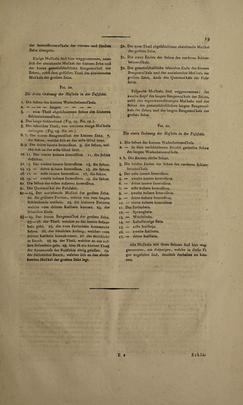der Tnteroffeusmufkeln der vierten und fünften Zehe übergeht. Einige Mufkeln find hier weggenommen, nem« lieh der abziehende Mufkel der kleinen Zehe und der kurze gemeinfchaftliche Beugemufkel der Zehen, nebft dem gröfsften Theil des abziehenden Mufkels der grofsen Zehe. FtG. 20. Die dritte Ordnung der Mufketn in der Fufsfohle. 1. Die Sehne des kurzen Wadenbeinmufkels. 3. — zum Theil abgeCclinittene Sehne des hinteren Schienbeinmufkels. 4. Das lange Sohlenband (Fig, iq. Nq. 19.). 5. Der fehnichte Theil, von welchem einige Mufkeln anfangen (Fig. 19. No. 20.). 6. 7. Der kurze Beugemufkel der kleinen Zehe. 7. die Sehne, weiche lieh an das erfte Glied fetzt. 8. 9* Der dritte innere Interofieus. 9. die Sehne, wel¬ che fich an das erfte Glied fetzt. * 10. 11. Der vierte äufsere Interofieus. 11. die Sehne deffelben. 15. 13. Der zweite innere Interofieus. 13. die Sehne. »4- *5* — dritte äufsere Interofieus. 15. die Sehne, 16. 17. — erfte innere Interofieus. 17, die Sehne. >8- 19* — zweite äufsere Interofieus. 19. die Sehne. 20. Die Sehne des erften äufsereu Interofieus. 21. Der Querinufkel der Fufsfahle. 22 — 24. Der anziehende Mufkel der grofsen Zehe. 22. die gröfsere Portion, welche von dem langen Sohlenbande entfteht. 23. die kleinere Portion*, welche vom dritten Keilbein, kommt. 24. das fehnichte Ende. 65 — 29. Der kurze Beugemufkel der grofsen Zehe. 25 — 27. der Theil, weicher an das innere Sefam* bein geht. 25. die vom Ferfenbein kommende Sehne. 26. der fehnichte Anfang, welcher vom dritten Keilbein hinzukommt. 27. der fleifchich- te Bauch. 23. 29. der Theil, welcher an das äuf- fere Sefambein geht. 28. hier ift ein kleiner Theil der Aponeurofe der Fufsfohle übrig gelaffen. 29. der fleifchichte Bauch, welcher fich an den abzie» henden Mufkel der grofsen Zehe legt. 19 30, Der zum Theil abgefchnittene. abziehende Mufkel der grofsen Zehe, 31, Die zwey Enden der Sebne des vorderen Schien- • beinmufkels. 32, Das gemeinfchaftliche fehnichte Ende des kurzen Beugemufkels und des anziehenden Mufkels der grofsen Zehe, auch des Quermufkels der Fufs* fohle, Folgende Mufkeln find weggenommen: der Zweite Kopf des langen Beugemufkels der Zehen, nebft den regenwurmförmigen Mufkeln und der Sehne des gemeinfehaftlichen langen Beugemuf¬ kels der Zehen und des langen Beugemufkels der grofsen Zehe, Fig, 21, Die vierte Ordnung der Mufkeln in der Fujsfohtc, 1. Die Sehne des kurzen Wadenbeinmufkels. 2. — in ihre verfchiedenen Bündel getheilte Sehne des langen Wadenbeinmufkels. a. b. Die Knoten diefer Sehne. 3. Die beiden Enden der Sehne des vorderen Schien-* beinmufkels. 4. Der erfte innere Interofieus. 5. — zweite innere Interofieus, 6. — diitte innere Interofieus. 7. — erfte äufsere Interofieus. Q. — zweite äufsere Interofieus, 9. —• dritte äufsere Interofieus, 10. — vierte äufsere Interofieus, 11. Das Ferfenbein. 12. — Sprungbein. 13. — Würfelbein, 14. — kahnförmige Bein. — erfte Keilbein. — zweite Keilbein, 17. — dritte Keilbein» Alle Mufkeln mit ihren Sehnen find hier weg,, genommen, um diejenigen, welche in diefer Fi¬ gur angeführt find, deutlich darftellen zu kön* wen. E * Erkla«