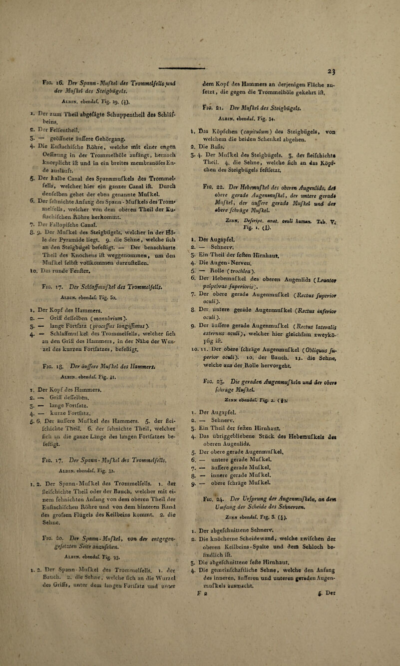 23 % Fig. 16. Der Spann-Mufkel des Trommelfells und der Mufkel des Steigbügels. Albin. ebenda?. Fig. 29. (|). 2* Der zum Theil abgefägte Schuppentheil des Schläl^- beins. 2. Der Felfentheil. 3> — geöffnete äußere Gehörgang. 4• Die Euftachifche Röhre, welche mit einer engen Oeffmmg in der Trommelhöle anfängt, hernach knorplicht ift und in ein breites membranöfes En¬ de ausläuft. 5. Der halbe Canal des Spannmufkels des Trommel-* felis, welcher hier ein ganzer Canal ift. Durch denfelben gehet der eben genannte Mufkel. 6. Der fehnichte Anfang des Spann - Mufkels des Trom¬ melfells, welcher von dem oberen Theil der Eu* ✓ ftachifeilen Rühre herkommt. 7- Der Fallopifche Canal. 8. 9. Der Mufkel des Steigbügels, welcher in der Ho¬ le der Pyramide liegt. 9. die Sehne, welche fich an den Steigbügel befeftigt. — Der benachbarte Theil des Knochens ift weggenommen, um den Mufkel felbft vollkommen darzuftellen. > io. Das runde Fenfter. Fig. 17. Der Schlaffmiifkel des Trommelfells* Albin. ebenda?. Fig. 3o. 1. Der Kopf des Hammers. 2. — Griff delfelben ( manubrium ). g. — lange Fortfatz (procejjus longiffimus ). 4. — Schlaffmul kel des Trommelfells, welcher fich an den Griff des Hammers, in der Nähe der Wur¬ zel des kurzen Fortfatzes, befeftigt. 1 Fig. iß. Der duffere Mufkel des Hammers* Albin. ebenda?. Fig. 31, 1. Der Kopf des Hammers. 2. —- Griff deffelbfen. g. — lange Fortfatz. Lj.. — kurze Fortfatz. 5. 6, Der äußere Mufkel des Hammers. 5* der fiei- fchichte Theil. 6. der fehnichte Theil, welcher fich an die ganze Länge des langen Fortfatzes be¬ feftigt. Fig. 17. Der Spann-Mufkel cks Trommelfells, Albin. ebenda?. Fig, 32. I. 2. Der Spann-Mufkel des Trommelfells. 1. der fieifchiclite Theil oder der Bauch, welcher mit ei¬ nem fehnichten Anfang von dem oberen Theil der Euftachifchen Röhre und von dem hinteren Rand des grofsen Flügels des Keilbeins kommt. 2. die Sehne. Fig. 2o. Der Spann - Mufkel, von der entgegen¬ gefetzten Seite anzufeben. Albin. ebenda?. Fig. 33. i.2. Der Spann-Mufkel des Trommelfells. 1. der Bauch. 2. die Sehne, welche fich an die Wurzel des Griffs, unter dem langen Fortfatz und unter dem Kopf des Hammers an derjenigen Fläche an¬ fetzt , die gegen die Trommelhöle gekehrt ift. Fic. 2i. Der Mufkel des Steigbügels. Albin. ebenda?. Fig. 34. 1. Das Köpfchen ( capitulum) des Steigbügels, von welchem die beiden Schenkel abgehen. 2. Die Bafis. 3. 4- Der Mufkel des Steigbügels. 3. der fleifchicht# Theil. 4. die Sehne, welche ßch an das Köpf* chen des Steigbügels feftfetzt, Fig. 22. Der Hebemufkel des oberen Augenlids, det obere gerade Augenmufkel, der untere gerade Mufkel, der äujfere gerade Mufkel und der obere fchräge Mufkel. Zinn, Dtfcript. anat, otuli humun. Tab, V,1 Fig- *. il). 1. Der Augapfel. 2. — Sehnerv. g. Ein Theil der feften Hirnhaut. 4. Die Augen-Nerven. 5- —“ Rolle (trochlea ). 6. Der Hebemufkel des oberen Augenlids (Lemtor palpebrac fitperioris), 7. Der obere gerade Augenmufkel (Rectus fuperior oculi ). 8. Dei untere gerade Augenmufkel (Rectus inferior oculi). 9. Der äußere gerade Augenmufkel (Rectus lateralis externus oculi), welcher hier gleichfam zweykö- pfig ift. 10. n. Der obere fchräge Augenmufkel (Obliquus fu¬ perior oculi). 10. der Bauch. 12. die Sehne, welche aus der Rolle hervorgeht. Fig. 23. Die geraden Augenmuf kein und der obere fchräge Mufkel. Zinn ebenda?. Fig; 3. (§),’ 1. Der Augapfel. 2. — Sehnerv. g. Ein Theil der feiten Hirnhaut. 4. Das übriggebliebene Stück des Hebemufkels des oberen Augenlids. 5. Der obere gerade Augenmufkel. 6. — untere gerade Mufkel. 7. — äußere gerade Mufkel. ß. — innere gerade Mufkel. 9. — obere fchräge Mufkel. Fig. 24. Der Urfprung der Augenmufkeln, an dem Umfang der Scheide des Sehnerven. Zinn ebenda?. Fig, 3. (§). 1. Der abgefchnittene Sehnerv. 2. Die knöcherne Scheidewand, welche zwifchen der oberen Keilbeins - Spalte und dem Sehloch be¬ findlich ift. g. Die abgefchnittene fefte Hirnhaut. 4. Die gemeinfchaftliche Sehne, welche den Anfang des inneren, äußeren und unteren geraden Augen- mufkels kusmacht.