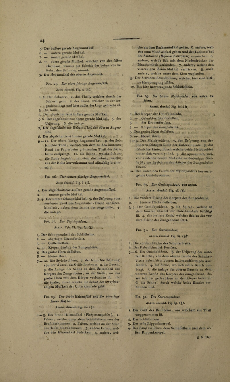 24 5. Der äulTere gerade Augenmufkel. 6. — untere gerade Mufkel. 7- — innere gerade Mufkel. ß. — obere gerade Mufkel, welcher von der feiten Hirnhaut, woraus die Scheide des Sehnerven be- fteht, den Urfprung nimmt. 9. Der Hebemufkel des oberen Augenlids. Fig. <25. Der obere fehrdge Angenmufkel, Zinn ebenda!, Fig. /}• (I)' l. 2. Der Sehnerv. 1. der Tlieil, welcher durch das Sehloch geht. 2. der Tlieil, welcher in der Au- • genböle liegt und hier auiler der Lage gebracht ift. g. Die Rolle, 4. Der abgefchnittene äulTere gerade Mufkel. 5.6. Der abgefchnittene obere gerade Mufkel.. 5- der Urfprung. 6. die Anlage. 7; Det abgefchnittene Hebemufkel des oberen Augen¬ lids. ß. Der abgefchnittene innere gerade Mufkel. 9 — 11. Der obere lebräge Augenmufkel. g. der flei- fchichte Tlieil, welcher von dem an den hinteren Rand des Papierbeins gränzenden Tlieil des Keil¬ beins entfpringt. 10. die Sehne, welche lieh an die Rolle begiebt. 11. eben flie Sehne, welche aus der Rolle Iiervorkommt und allmählig breiter wird, Fig. 2.6. Der untere fchräge Augenmufkel. Zinn ebenda!. Fig. 5. 1. Der abgefchnittene äulTere gerade AugenmufkeL 2. — untere gerade Mufkel. 5. 4. Der untere fchräge Mufkel. 5. der Urfprung vom vorderen Theil der Augenhölen - Fläche der Ober¬ kinnlade , neben dein Rande der Augenliöie, 4« die Anlage, « * * , . T* I * Fig. 27. Der Stylohyoideui, Aeein. Tijbi XL Fig. 57. ($). 1. Der Schuppentlieil des Scbläfbeins. 2. — abgefägte Zitzenfortlatz. 3. — Griffelfortfatz. 4. — Körper tbafn') des Zungenbeins, 5. Das grofse Horn delTelben. 6. — kleine Horn. 7—10. Der Stylohyoideus. 7. der fehnichte Urfprung von der Wurzel desGriffelfortfatz.es. ß. der Bauch, g, die Anlage der Sehne an dem Seitentheil des Körpers des Zungenbeins, an der Stelle, wo das grofse Horn mit dem Körper verbunden ift. 10. die Spalte, durch welche die Sehne des zweybäu- chigen Mufkels der Unterkinnlade geht, Fig. 23, Der breite Hatsmufkel und der viereckige Kinn - Mufkel. AlbIN. ebenda!. Fig. 16. (£). l — ß. Der breite Halsmufkel (Platysmnmyoides), i, Fafern, wekhe unter dem Schlüfl’elbein von der Bruft herkommen, 2. Fafern, welche an der Seite des Halfes hinzukoinmen. 3. andere Fafern, wel¬ che den Küumufkel bedecken. 4. andere, wel¬ che zu dem Backenmufkel gehen. 5. andere, wel¬ che zum Mundwinkel gehen und den Lachmufkel des Santorins (Riforius Santorini) ausmachen. G. andere, welche lieh mit dem Niederdrücker des Mundwinkels verbinden, 7. andere, welche den viereckigen Kinn-Mufkel verftärken. 8- noch andere, welche unter dem Kinn weglaufen. 9, Der Sternocleidomaftoideus, welcher hier eine klei¬ ne Hervorragung bildet. 10, Das hier hervorragende Schlüffelbein. Fig. 29. Die bilden Mylohyoidei, von unten zu fehen.: ^ Aebin. ebenda!. Fig. 5S, (|j 1. Der Körper der Unterkinnlade, 2. — Gelenkfortfatz derfelben. 3. — der KronenfortfaLz. * ' ’ C) - * . ' . V» * . - ■* - - • 4. — Körper des Zungenbeins. 5. Etas grpfse Horn deifelben, 6. — kleine Horn. ... J . 1 . i. 7—-9. Der Mylohyoideus. 7, der Urfprung von der inneren fchrägen Linie der Unterkinnlade. 8* die fehnichte Linie, durch welche beide Mylohyoidei unter lieh vereinigt lind. 9. die Aponeurofe, wel¬ che zwifchen beiden Mufkeln an derjenigen Stel¬ le .ift, wo he heb an den Körper des Zungenbeins fetzen. 10. Der unter den Fafern des Mylohyoideus hervorra¬ gende Geniohyoideus, Fig. 30. Der Geniohyoideus, von unten. Aebin. ebenda!. Fig. 36. (§). 1. Die vordere Fläche des Körpers des Zungenbeins. 2. — hintere Fläche deifelben, 3. 4. Der Geniohyoideus. 5. die Spitze, welche an dem inneren Stachel der Unterkinnlade befeftigt: ift. 4. das breitere Ende, welches lieh an die vor* dere Fläche des Zungenbeins fetzt. Fig. 51. Der OmohyoideuS, Aebin. ebendaf. Fig. 3f. (§)' 1. Die vordere Fläche des Schulterblatts. 2. Der Rabenfclmabel- Fortfatz. 3 — 6. Der Omohyoideus. 3. der Urfprung des unte¬ ren Bauchs, von dem oberen Rande des Schulter¬ blatts neben dein oberen halbmondförmigen Aus- fchnitt, 4* die Stelle, wo lieh diefer Bauch um¬ biegt. 5* die Anlage des oberen Bauchs an dem unteren Rande des Körpers des Zungenbeins, da, wo heb das grofse Horn an den Körper befeftigt. 6. die Sehne, durch welche beide Bäuche ver¬ bunden find. Fig. 32. Der Stevnohyoideus. Aebin. ebenda!. Fig. 3g. (•§)< 1. Der GrifF des Bruftbeins, von welchem ein Tlieil weggenommen ift, 2. DaS Schlüffelbein. 3. Der erfte Rippenknorpeh 4. Das Band zwifchen dem Schlülfelbeln Und dem er- ften Rippenknorpeh