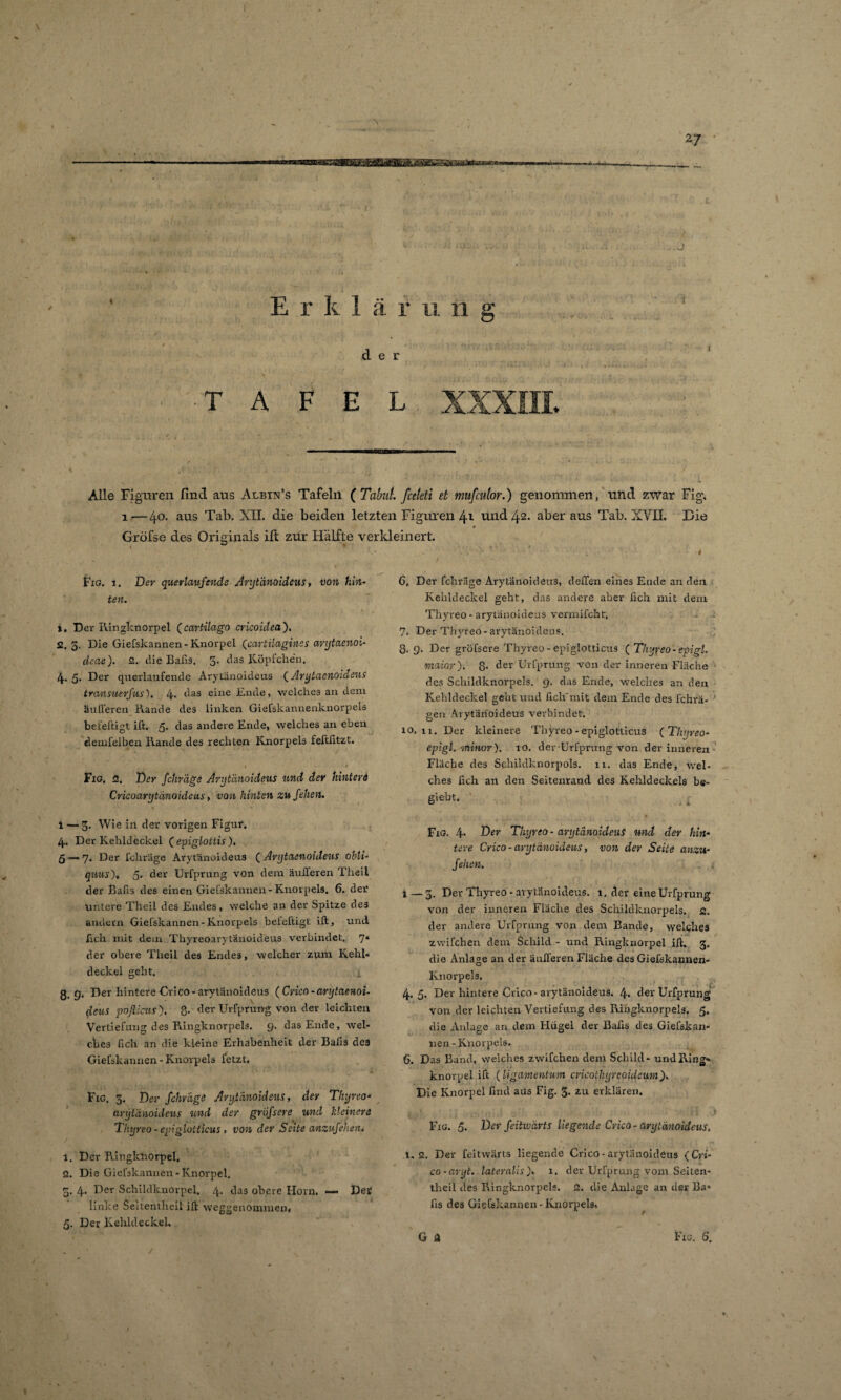 ,C1 ■TAFEL XXXIII. Alle Figuren find aus Albiw’s Tafeln ( TakiL fceleti et mufcutor.) genommen, lind zwar Fig. i—4°. aus Tab. XII. die beiden letzten Figuren 4i und 42. aber aus Tab. XVII. Die Gröfse des Originals ift zur Hälfte verkleinert. Fig. 1. Der quer lauf ende Arytänoideus, von hin¬ ten. t. Der Ringknorpel (cartilago cricoidea). S, 3. Die Giefskannen - Knorpel (cartilaginss wijtaenoi- deae). 2. die Balis. 5. das Köpfchen. dj.. 5. Der querlanfende Arytänoideus (Arytaenoideus transuerfus). 4. das eine Ende, welches an dem äulleren Rande des linken Giefskannenknorpels befeftigt ift. 5. das andere Ende, welches an eben «lemfelben Rande des rechten Knorpels feftfitzt. Fig. 2. Der fchräge Arytänoideus und der hinterd Cricoarytänoidcus, von hinten zu fehen. i — 3* Wie in der vorigen Figur. 4. Der Kehldeckel ( epiglottis). 5 — 7. Der fchräge Arytänoideus ( Arytacnoideus obli- quus), 5* der Urfprung von dem äulleren Theil der Bafis des einen Giefskannen - Knorpels. 6. der untere Theil des Endes, welche an der Spitze des andern Giefskannen-Knorpels befeftigt ift, und fich mit dem Thyreoarytanoideus verbindet. 7* der obere Theil des Endes, welcher zum Kehl¬ deckel geht. 0 q. Der hintere Crico - arytänoideus ( Crico -arytaenoi- deus poßicus). 8- der Urfprung von der leichten Vertiefung des Ringknorpels. 9. das Ende, wel¬ ches fich an die kleine Erhabenheit der Bafis des Giefskannen - Knorpels fetzt. Fig. 3. Der fchräge Arytänoideus, der Thyreo* arytänoideus und der grofsere und kleinere Thyreo - epiglotticus, von der Seite anzufehen. 1. Der Ringknorpel. 2. Die Giefskannen - Knorpel. . 4. Der Schildknorpel. 4. das obere Horn. —» Detf linke Seitentheil ift weggenommen, 5. Der Kehldeckel. 6. Der fchräge Arytänoideus, deffen eines Ende an den Kehldeckel geht, das andere aber fich mit dem Thyreo - arytänoideus vermifcht. 7. Der Thyreo-arytänoideus. 8. 9. Der grofsere Thyreo - epiglotticus ( Thyyeo-epigl. maiorf 8- der Urfprung von der inneren Fläche des Schildknorpels. 9. das Ende, welches an den Kehldeckel geht und fich'mit dem Ende des fchrä- gen Arytänoideus verbindet. 10,11. Der kleinere Thyreo - epiglotticus ( Thyreo- epigl. ■minor), 10. der Urfprung von der inneren Fläche des Schildknorpols. 11. das Ende, wel¬ ches fich an den Seitenrand des Kehldeckels b«- giebt. Fig. 4- Der Thyreo - arytänoideus und der hin♦ tere Crico - arytänoideus, von der Seite anzu¬ fehen. 1 — 3. Der Thyreo * arytänoideus. 1. der eine Urfprung von der inneren Fläche des Schildknorpels. 2. der andere Urfprung von dem Bande, welches zwifchen dem Schild - und Ringknorpel ift. 3. die Anlage an der äulleren Fläche des Giefskannen- Knorpels. 4. 5. Der hintere Crico-arytänoideus. 4. der Urfprung von der leichten Vertiefung des Ringknorpels. 5. die Anlage an dem Hügel der Bafis des Giefskari- nen-Knorpels. 6. Das Band, welches zwifchen dem Schild - und Ring¬ knorpel ift (ligamentum crxcothyveoideumß Die Knorpel find aus Fig. 3- zu erklären. Fig. 5* Der feitivärts liegende Crico-arytänoideus. 1,2. Der feitwärts liegende Crico-arytänoideus (Cri- co-aryt. lateralis ß 1. der Urfprung vom Seiten- theil des Ringknorpels. 2. die Anlage an der Ba¬ fis des Giefskannen-Knorpels,