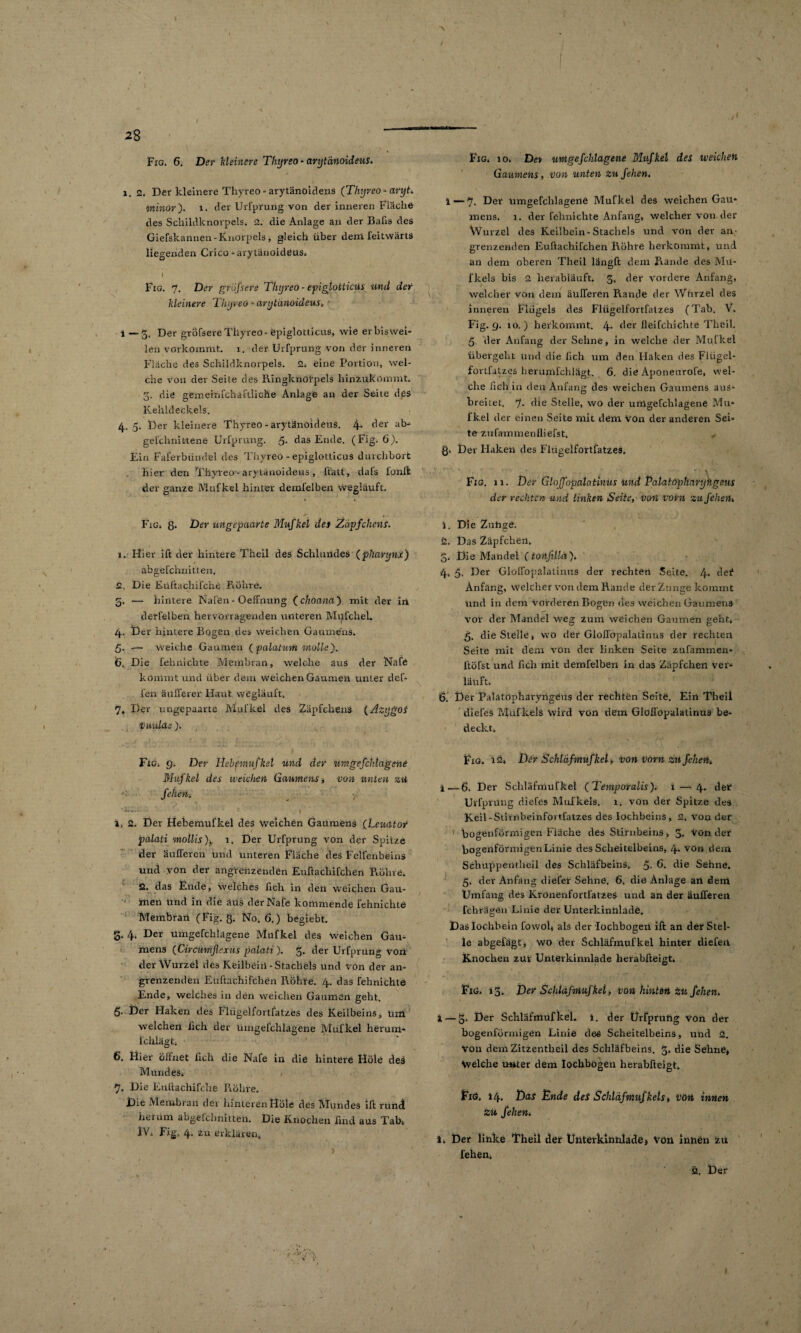 \ / Fig. 6. Der kleinere Thyreo - arytänoideus. l. 2. Der kleinere Thyreo-arytänoideus (Thyreo - aryt, wiinor'). i. der Urfprung von der inneren Fläche des Schildknorpels. 2. die Anlage an der Balis des Giefskannen-Knorpels, gleich über dem feitwärts liegenden Crico -arytänoideus. I Fig. 7. Der große re Thyreo - epiglotticus und der kleinere Thyreo - arytänoideus. ■ i — 3. Der grÖfsere Thyreo-epiglotticus, wie er biswei¬ len vorkommt, l. der Urfprung von der inneren Fläche des Schildknorpels. 2. eine Portion, wel¬ che von der Seite des Ringknötpels hinzukömmt. 3. die gfemeirjfchaftliehe Anlage an der Seite des Kehldeckels. 4.5. Der kleinere Thyreo - arytänoideus. l\. der ab- gel'chnittene Urfprung. 5. das Ende. (Fig. 6). Ein Faferbiindel des Thyreo - epiglotticus durcbbort hier den Thyreo - arytänoideus , Itatt, dafs fonft der ganze Mufkel hinter demfelben wegläuft. Fig. ß* Der ungepaarte Mufkel des Zäpfchens. 1. Hier ift der hintere Theil des Schlundes (phanjnx) abgefchnitten, 2. Die Eüftachifche Röhre. 5. — hintere Nafen - Oeßnung (choana) mit der irl derlei ben hervorragenden unteren Mpfchel. 4. Der hintere Bogen des weichen Gaumens. 5. — weiche Gaumen ( palatum inolle). Ö. Die fehnic.bte Membran, welche aus der Nafe kömmt und über dem weichen Gaumen unter def- fen äußerer Haut wegläuft. 7, Der ungepaarte Mufkel des Zäpfchens (AzygoS IHudas}. Fig. 9. Der Hehemufkel und der umgefchlagene Mufkel des weichen Gaumens, von unten zu fehen. * v ■t—- ; ’ c 1 1. 2. Der Hehemufkel des Weichen Gaumens (Leuator • 1 palati mollis). 1. Der Urfprung von der Spitze der äußeren und unteren Fläche des Felfenbeins und von der angrenzenden Euftacliifchen Rolne. 2. das Ende, welches lieh in der! weichen Gau¬ men üncl in die aus der Nafe kommende fehnichte Membran (Fig. ß. No, 6.) begiebt. g. 4. Der umgefchlagene Mufkel des weichen Gau¬ mens (Circmnflexus palati). 3. der Urfprung von der Wurzel des Keilbein-Stachels und von der an¬ grenzenden Euftachifehen Röhre. 4. das fehnichte Ende, welches in den weichen Gaumen geht. 5. Der Haken des Flügelfortfatzes des Keilbeins, um welchen lieh der umgefchlagene Mufkel herum- Ichiägt. 6. Hier öffnet ßch die Nafe in die hintere Hole deS Mundes. 7. Die Eüftachifche Röhre. Die Membran der hinteren Hole des Mundes ift runct herum abgelchnitteü. Die Knochen find aus Tab, IV. Fig» 4. zu erklären. Fig. 10. De» umgefchlagene Mufkel des weichen Gaumens, von unten zu fehen. 1 — 7. Der umgefchlagene Mufkel des weichen Gau¬ mens. 1. der fehnichte Anfang, welcher von der Wurzel des Keilbein-Stachels und von der an¬ grenzenden Euftachilchen Röhre herkommt, und an dem oberen Theil längft dem Rande des Mu- fkek bis 2 herabläuft. 3. der vordere Anfang, welcher von dem äußeren Rande der Wurzel des inneren Flügels des Flügelfortfatzes (Tab. V. Fig. 9. io.) herkommt. 4- der fleifchichte Theil. 5. der Anfang der Sehne, in welche der Mufkel übergeht und die lieh um den Haken des Flügel¬ fortfatzes herumfehlägt. 6. die Aponeurofe, wel¬ che ßch in den Anfang des weichen Gaumens aus¬ breitet. 7- die Stelle, wo der umgefchlagene Mu¬ fkel der einen Seite mit dem Von der anderen Sei¬ te zufammenflierst. , 8» Der Haken des Flügelfortfatzes. Fig. 11. Der Gloffnpalntinus und PataitTpharyhgeus der rechten und linken Seite, von vovn zu fehen, 1. Die Zuhge. 2. Das Zäpfchen, 3. Die Mandel (tonfilla ). 4. 5. Der Gloßopalatinus der rechten Seite. 4* de# Anfang, welcher von dem Rande der Zunge kommt und in dem vorderen Bogen des weichen Gaumens vor der Mandel weg zum weichen Gaumen geht. 5. die Stelle, wo der Gloßopalatinus der rechten Seite mit dem von der linken Seite zufammen* Itöfst und ßch mit demfelben in das Zäpfchen ver¬ läuft. 6. Der Palatöpharyrigeus der rechten Seite. Ein Theil diefes Mufkels Wird von dem Gloßopalatinus be¬ deckt. Fig. iö» Der Schlaf mufkel, vön vorn zu fehen. i— j$. Der Scliläfmufkel (Temporalis). 1 — 4. der Urfprung diefes Mufkels. 1. von der Spitze des Keil-Stivnbeinfortfatzes des Iochbeins, 2, von der bogenförmigen Fläche des Stirnbeins, 3. vön der bogenförmigen Linie des Scheitelbeins, 4- von dem Sehuppentlieil des Scbläfbeins, 5- 6. die Sehne. 5. der Anfang diefer Sehne. 6. die Anlage an dem Umfang des Kronenfortl'atzeS und an der äußeren fchrägen Linie der Unterkinttlade. Daslochbein fowol, als der Iochbogeii ift an der Stel¬ le abgefägt, Wo der Schläfmufkel hinter diefen Knochen zur Unterkinnlade herabfteigt. Fig. 13. Der Schläfonufkei, von hinten zu fehen. i — 3. Der Schläfmufkel. i. der Urfprung von der bogenförmigen Linie des Scheitelbeins, und 2. Von dem Zitzentlieil des Schläfbeins. 3, die Sehne, Welche unter dem lochbögen herabfteigt. Frö. 14. Das Ende des Schläfmufkets, vön innen zu fehen. i. Der linke Theil der Unterkinnlade, von inhen fcu fehen,