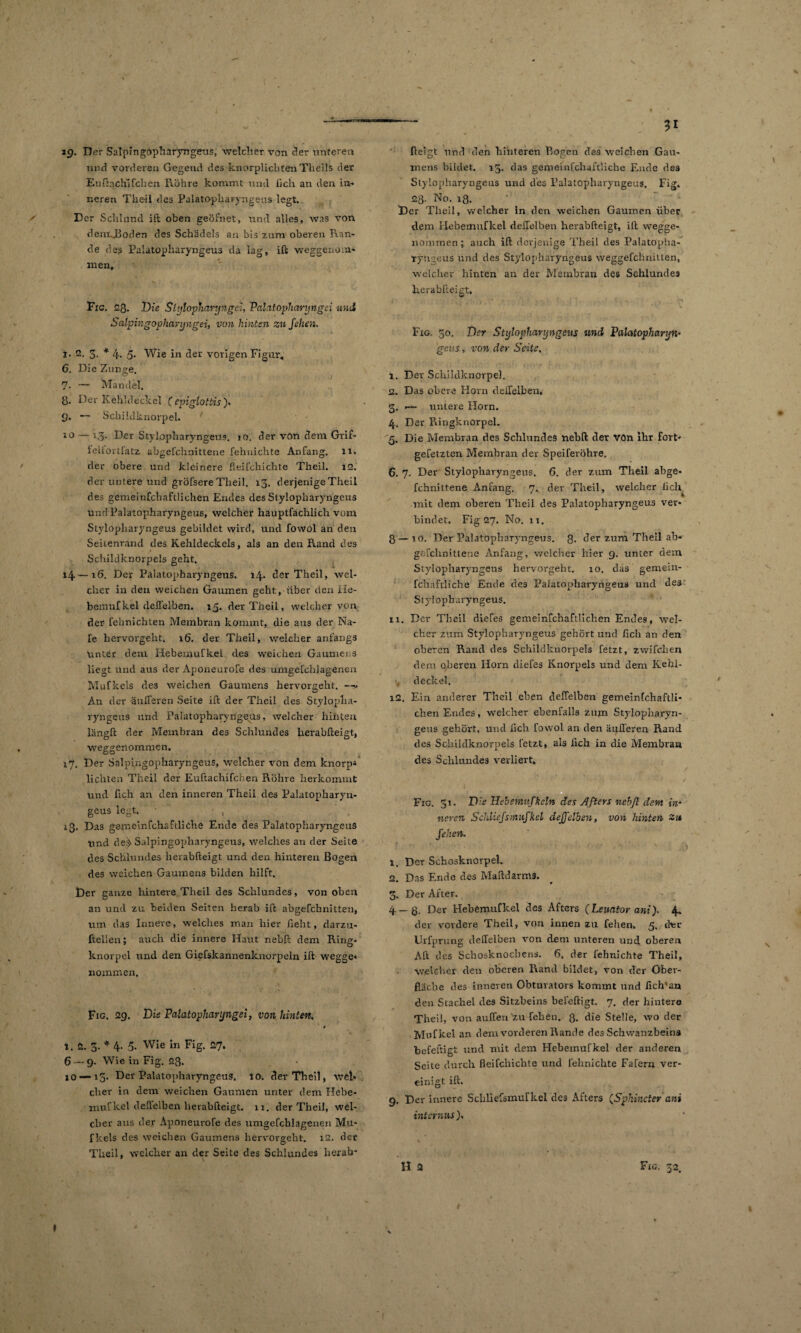 ig. Der Salpingopharyngeus, welcher von der unteren und vorderen Gegend des knorplichten Theils der Euftachl fehen Röhre kommt und lieh an den in¬ neren Theil des Palatopharyngeus legt. Der Schlund ift oben geöfnet, und alles, was von denrJBoden des Schädels an bis zum oberen Ran¬ de des Palatopharyngeus da lag, ift weggenom- liien, Fig. Q.Q. Die Stylopharyngei, Palatopharyngci und Salpingopharyngei, von hinten zu feilen. i• 2. 3. * 4- 5* Wie in der vorigen Figur, 6. Die Zunge. 7. — Mandel. 8. Der Kehldeckel ( epiglottis ). £}. — Schildknorpel. 10 — 13. Der Stylopharyngeus. 10, der von dem Grif- felfortfatz abgefchnittene fehnichte Anfang, n. der obere und kleinere fleifchichte Theil. 12. der untere und gröfsere Theil. 13. derjenige Theil des gemeinfchaftlichen Endes des Stylopharyngeus und Palatopharyngeus, welcher hauptfächlich vom Stylopharyngeus gebildet wird, und fowol an den Seitenrand des Kehldeckels, als an den Rand des Schildknorpels geht. 14—16. Der Palatopharyngeus. 14. der Theil, wel¬ cher in den weichen Gaumen geht, über den He- bemufkel deffelben. 15. der Theil, welcher von der fehnichien Membran kommt, die aus der Na- fe hervorgeht, x6. der Theil, welcher anfangs unter dem Hebemufkel des weichen Gaumens liegt und aus der Aponeurofe des umgefchiageneu Mufkels des weichen Gaumens hervorgeht. —« An der äußeren Seite ift der Theil des Stylopha¬ ryngeus und Palatopharyngeus, welcher hinten längft der Membran des Schlundes herabfteigt, weggenommen. 17. Der Salpingopharyngeus, welcher von dem knorp* lichten Theil der Euftachifchen Röhre herkommt und fleh an den inneren Theil des Palatopharyn¬ geus legt. , 13. Das gsmeinfehafdiche Ende des Palatopharyngeus rmd de$> Salpingopharyngeus, welches an der Seite des Schlundes herabfteigt und den hinteren Bogen des weichen Gaumens bilden hilft. Der ganze hintere Theil des Schlundes, von oben an und zu beiden Seiten herab ift abgefchnitten, um das Innere, welches man hier fieht, darzu- ftellen; auch die innere Haut nebft dem Ring¬ knorpel und den Giefslcannenknorpeln ift wegge« nommen, Fig. 2g. Die Palatopharyngei, von hinten. 1. 2. 3. * 4- 5* Wie ln Fig, 27. 6 — 9. Wie in Fig. 28. xo — 15. Der Palatopharyngeus. 10. dev Theil, wel¬ cher in dem weichen Gaumen unter dem Hebe* niufkel deffelben herabfteigt. 11. der Theil, wel¬ cher aus der Aponeurofe des umgefchiageneu Mu¬ fkels des weichen Gaumens hervorgeht. 12. der Theil, welcher an der Seite des Schlundes herab¬ fteigt und den hinteren Bogen des weichen Gau¬ mens bildet. 13. das gemeinschaftliche Ende des Stylopharyngeus und des Palatopharyngeus. Fig. 2g. No. iß. Der Theil, welcher in den weichen Gaumen über dem Hebemufkel deffelben herabfteigt, ift wegge¬ nommen; auch ift derjenige Theil des Palatopha¬ ryngeus und des Stylopharyngeus weggefchnitten, welcher hinten an der Membran des Schlundes herabfteigt. 1 ‘ , , , * • • . * - - . . ’ . , •» , Fxg. 30. Der Stylopharyngeus und Palatopharyn¬ geus, von der Seite. 1. Dev Schildknorpel. 2. Das obere Horn deffelben, 3. .— untere Horn. 4. Der Ringknorpel. 5. Die Membran des Schlundes nebft der von ihr fort- gefetzten Membran der Speiferöhre. 6. 7. Der Stylopharyngeus. 6. der zum Theil abge¬ fchnittene Anfang. 7. der Theil, welcher lieh mit dem oberen Theil des Palatopharyngeus ver¬ bindet. Fig 27. No. xi. 8 — 10. Der Palatopharyngeus. g. der zum Theil ab* gcfclinittene Anfang, welcher hier 9. unter dem Stylopharyngeus hervorgeht. 10. das gemein- rchaftliche Ende des Palatopharyngeus und des Stylopharyngeus. ix. Der Theil diefes gemeinfchaftlichen Endes, wel¬ cher zum Stylopharyngeus gehört und fleh an den oberen Rand des Schildknorpels fetzt, zwifchen dem oberen Horn diefes Knorpels und dem Kehl¬ deckel. i2. Ein anderer Theil eben deffelben gemeinfchaftli¬ chen Endes, welcher ebenfalls zum Stylopharyn¬ geus gehört, und lieh fowol an den äpfferen Rand des Schildknorpels fetzt, als lieh in die Membran des Schlundes verliert. Fig. 51. Die Hebemnfkeln des Afters nebft dem in* neren Schliefsmufkel deffelben, von hinten Zu fehen. x. Der Schosknorpel. 2. Das Ende des Maftdarmä. 3. Der After. 4 — g. Der Hebemufkel des Afters (Leuator anif 4» der vordere Theil, von innen zu fehen, 5. dfer Urfprung deffelben von dem unteren und oberen Aft des Schosknocbens. 6. der fehnichte Theil, welcher den oberen Rand bildet, von der Ober¬ fläche des inneren Obturators kommt und ficKan den Stachel des Sitzbeins befeftigt. 7. der hintere Theil, von auffen'zu fehen. 8. die Stelle, wo der Mufkel an dem vorderen Rande des Schwanzbein3 befeftigt und mit dem Hebemufkel der anderen Seite durch fleifchichte und fehnichte Fafern ver¬ einigt ift. 9. Der innere Schliefsmuf kel des Afters (Sphincter ani internus). \