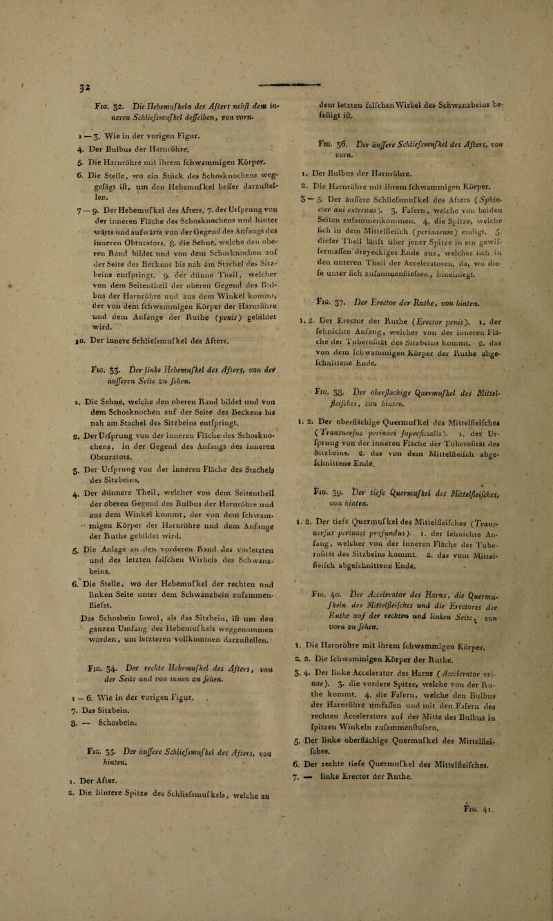 Fig. 32. Die Hebemitfkeln des Afters ncbfl dem in* neren Schliefsmufkel deffeiben, von vorn. 1 —3. Wie in der vorigen Figur. 4. Der Bulbus der Harnröhre, 5. Die Harnröhre mit ihrem fchwammigen Körper. 6. Die Stelle, wo ein Stück des Schosknochens vveg- gefägt ift, um den Hebemufkel heiler darzuftel- ler. 7 — 9. Der Hebemufkel des Afters. 7. der Urfprung von der inneren Fläche des Schosknochens und hinter wärts und aufwärts von der Gegend des Anfangs des inneren Obturators, ß. die Sehne, welche den obe- ren Rand bildet und von dem Schosknochen auf der Seite des Beckens bis nah am Stachel des Sitz¬ beins entfpringt. 9. der dünne Theil, welcher von dem Seitentheil der oberen Gegend des Bul¬ bus der Harnröhre und aus dem Winkel kommt, der von dem fchwammigen Körper der Harnröhre und dem Anfänge der Ruthe (penis) gebildet wird. jo. Der innere Schliefsmufkel des Afters. \ :» Fig. 33* Der linke Hebemufkel des Afters, von det dufferen Seite zu fehen* 1. Die Sehne, welche den oberen Rand bilde! und voil dem Schosknochen auf der Seite des Beckens bis nah am Stachel des Sitzbeins entfpringt. 2. Der Urfprung von der inneren Fläche des Schoskno¬ chens, in der Gegend des Anfangs des inneren Obturators. 5. Der Urfprung von der inneren Fläche des Stachels des Sitzbeins, 4. Der dünnere Theil, welcher voii dem Seitentheil der oberen Gegend des Bulbus der Harnröhre und aus dem Winkel kommt, der von dem fchwam- '• migen Körper der Harnröhre und dem Anfänge der Ruthe gebildet wird. 5. Die Anlage an den vorderen Rand des vorletzten und des letzten falfchen Wirbels des Schwanz¬ beins. 6. Die Stelle, wo der Hebemufkel der rechten und linken Seite unter dem Schwanzbein zufammen- fliefst. Das Schosbein Towol, als das Sitzbein, ift unr den ganzen Umfang des Hebemufkels weggenommen worden, um letzteren Vollkommen darzuftellen. Fig. 34. Der rechte Hebemufkel des Afters, von der Seite und von innen zu fehen. 1 — 6. Wie in der vorigen Figur. 7. Das Sitzbein. 3. — Schosbein. Fig. 35. Der duffere Schliefsmufkel des Afters, von hinten, r 1. Der After. 2. Die hintere Spitze des Schliefsmufkels, welche an a—— 1 dem letzten falfchen Wirbel des Schwanzbeins be- feftigt ift. Fig. 36. Der duffere Schliefsmufkel des Afters, von vorn. 1. Der Bulbus der Harnröhre. 2. Die Harnröhre mit ihrem fchwammigen Körper. 5 — 5- Der ändere Schliefsmufkel des Afters (Sphin¬ kter ani externus). 3. Fafern, welche von beiden Seiten zufammenkottimen. 4* die Spitze, welche hch in dem Mittellleifch ( perinaeum) endigt, ß. dieler Theil läuft über jener Spitze in ein gewif- fermalfen dreieckiges Ende aus, welches lieh in den unteren Theil der Acceleratoren, da, wo die¬ le unter lieh zufammenfiiefsen, hineinlegt. Fig, 57, Der Eredor der Ruthe, von hinten. 1, 2, Der Erector der Ruthe (Eredor penis'). 1. der fehnichte Anfang, welcher von der inneren Flä¬ che der i uberodtät des Sitzbeins kommt. 2. das Von dem lchwainmigen Körper der Ruthe abge- ichnittene Ende. Fig. 33. Der oberflächige Qiiermtifkel des Mittel- fleifches, von hinten. i. 2. Der oberflächige Quermufkel des Mittelfleifches ( Transuevfus perinaci fuperficialis). 1. der Ur¬ fprung von der inneren Fläche der Tuberolität des Sitzbeins. 2. das von dem Mittelfleifch abge- fclmittene Ende, % fio. 39. Der tiefe Cfuermufkel des Mittelfleifches, von hinten. i, 2, Der tiefe Quermufkel des Mittelfleifches (Trans- uerfus perinciei profundus). 1. der fehnichte An¬ fang, welcher von der inneren Flache der T’ube- rofität des Sitzbeins kommt. 2. das vorn Mittel* fleifcli abgefchnittene Ende. S , \ f - ■ yfrjy /a,, . ■ Fig, 40. Der Accelerator des Harns, die Cfuermu- fkdn des Mittelfleifches und die Erectores der Ruthe auf der rechten und linken Seite, von vorn zu fehen. / 1. Die Harnröhre mit ihrem fchwammigen Körper. 2. 2. Die fchwammigen Körper der Ruthe. 3. 4* Der linke Accelerator des Harns (Accelerator vri- tiae'). 5. die vordere Spitze, welche von der Ru¬ the kommt. 4. die Fafern, welche den Bulbus der Harnröhre umfaflen und mit den Fafern des rechten Accelerators auf der Mitte des Bulbus in fpitzen Winkeln zufammenftofsen. 5. Der linke oberflächige Quermufkel des Mittelflei¬ fches. 6. Der rechte tiefe Quermufkel des Mittelfleifches. 7» linke Erector der Ruthe. Fig, 41. /