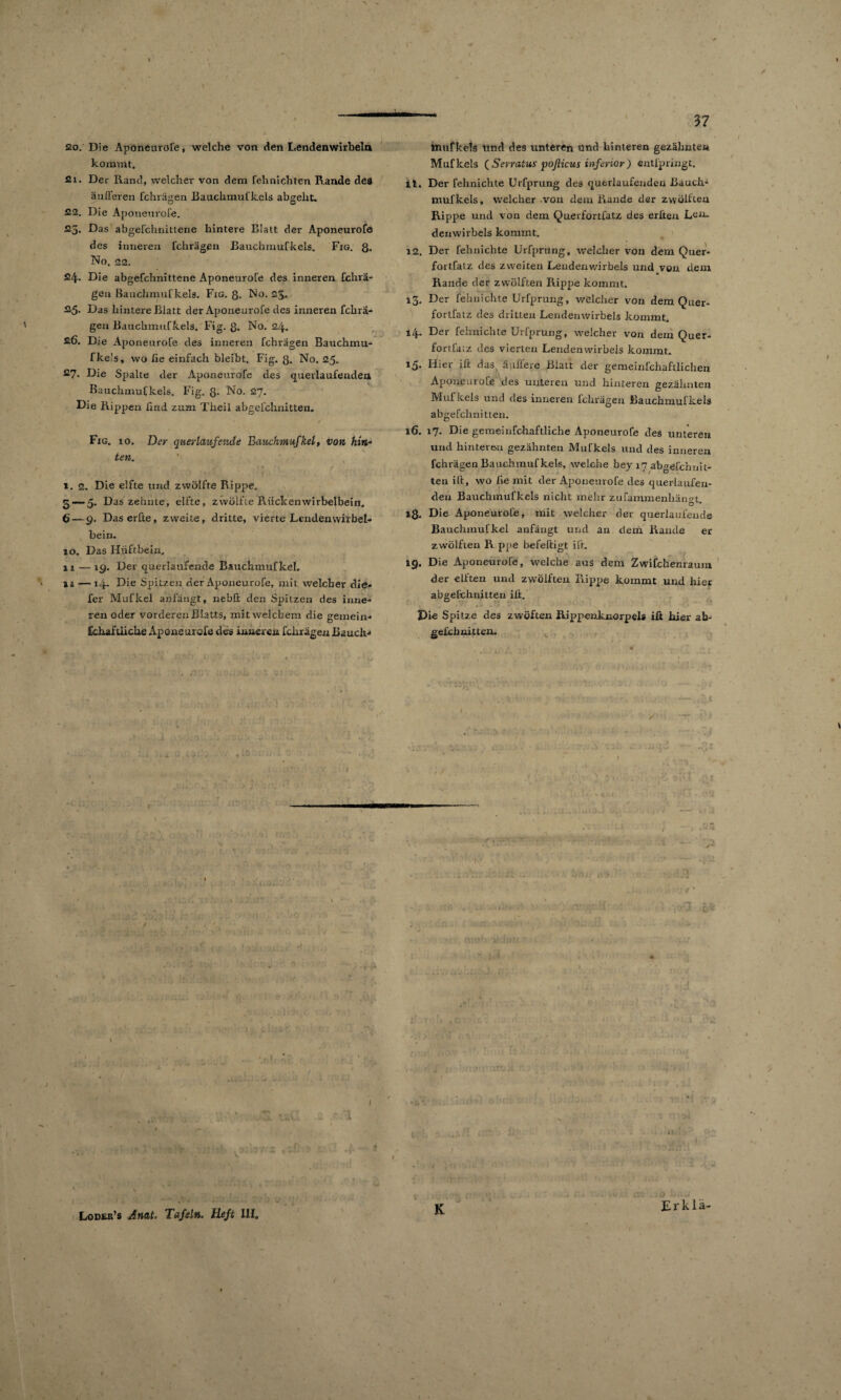 Ci Ol ‘ . V 20. Die Aponeurofe, welche von den Lendenwirbeln kommt. 21. Der Rand, welcher von dem fehnichten Rande des änJTeren fchrägen Bauchrnufkels abgeht. 22. Die Aponeurofe. 25. Das abgefchnittene hintere Blatt der Aponeurofe des inneren fchrägen Bauchrnufkels. Fxg. 8» 24- Die abgefchnittene Aponeurofe des inneren fchrä¬ gen Bauchrnufkels. Fig. Q. No. 2J. 25. Das hintere Blatt der Aponeurofe des inneren fchrä¬ gen Bauchrnufkels. Fig. 8- No. 24. 26. Die Aponeurofe des inneren fchrägen Bauchmu- fke's, wo fie einfach bleibt. Fig. 3. No. 25. 27. Die Spalte der Aponeurofe des querlaufenden Bauchrnufkels. Fig. 3. No. 27. Die Rippen find zum Theil abgelchnitten. Fig. io. Der querlaufende Bauchmufkel, von hin¬ ten. 1. 2. Die elfte und zwölfte Rippe. —-5. Das zehnte, elfte, zwölfte Rückenwirbelbein. — 9. Daserfte, zweite, dritte, vierte Lcndenwirbel- bein. 10. Das Hüftbein. 11 — 19. Der querlaufende Bauchmufkel. 11 — 14- Die Spitzen der Aponeurofe, mit welcher die» fer Muflcel anfängt, nebft den Spitzen des inne¬ ren oder vorderen Blatts, mit welchem die gemein¬ schaftliche Aponeurofe des inneren fchrägen Bauch* ttmfkets lind des unteren und hinteren gezähnten Mufkels ( Sevratus poflicus inferior ) entlpringt. 11. Der fehnichte Urfprung des querlaufenden Bauch- mufkels, welcher von dem Rande der zwölften Rippe und von dem Querfortfatz des erften Len¬ denwirbels kommt. 12. Der fehnichte Urfprung, welcher von dem Quer- fortfatz des zweiten Lendenwirbels und von dem Rande der zwölften Rippe kommt. 13. Der fehnichte Urfprung, welcher von dem Quer- fortfatz des dritten Lendenwirbels kommt. 14. Der fehnichte Urfprung, welcher von dein Quer- fortfaiz des vierten Lendenwirbels kommt. 15. Hier ift das äußere Blatt der gemeinfchaftlichen Aponeurofe des unteren und hinteren gezähnten Mufkels und des inneren fchrägen Bauchrnufkels abgefchnitten. 16. 17. Die gemeinfchaftliche Aponeurofe des unteren und hinteren, gezähnten Mufkels und des inneren fchrägen Bauchrnufkels, welche bey 17 ab»efchnit- ten ift, wo iie mit der Aponeurofe des querlaufen¬ den Bauchrnufkels nicht mehr zufammenliän^t Ö * 18. Die Aponeurofe, mit welcher der querlaufende Bauchmufkel anfängt und an dem Rande er zwölften R ppe befeftigt ift. ig. Die Aponeurofe, welche aus dem Zwifchenraum der elften und zwölften Rippe kommt und hier abgelchnitten iß. Die Spitze des zwöften Rippenknorpels iß hier ab- gefchnitten. ^ / / ‘ rv 1 r ' \ Lodeh’s Anat. Tafeln, Heft III,