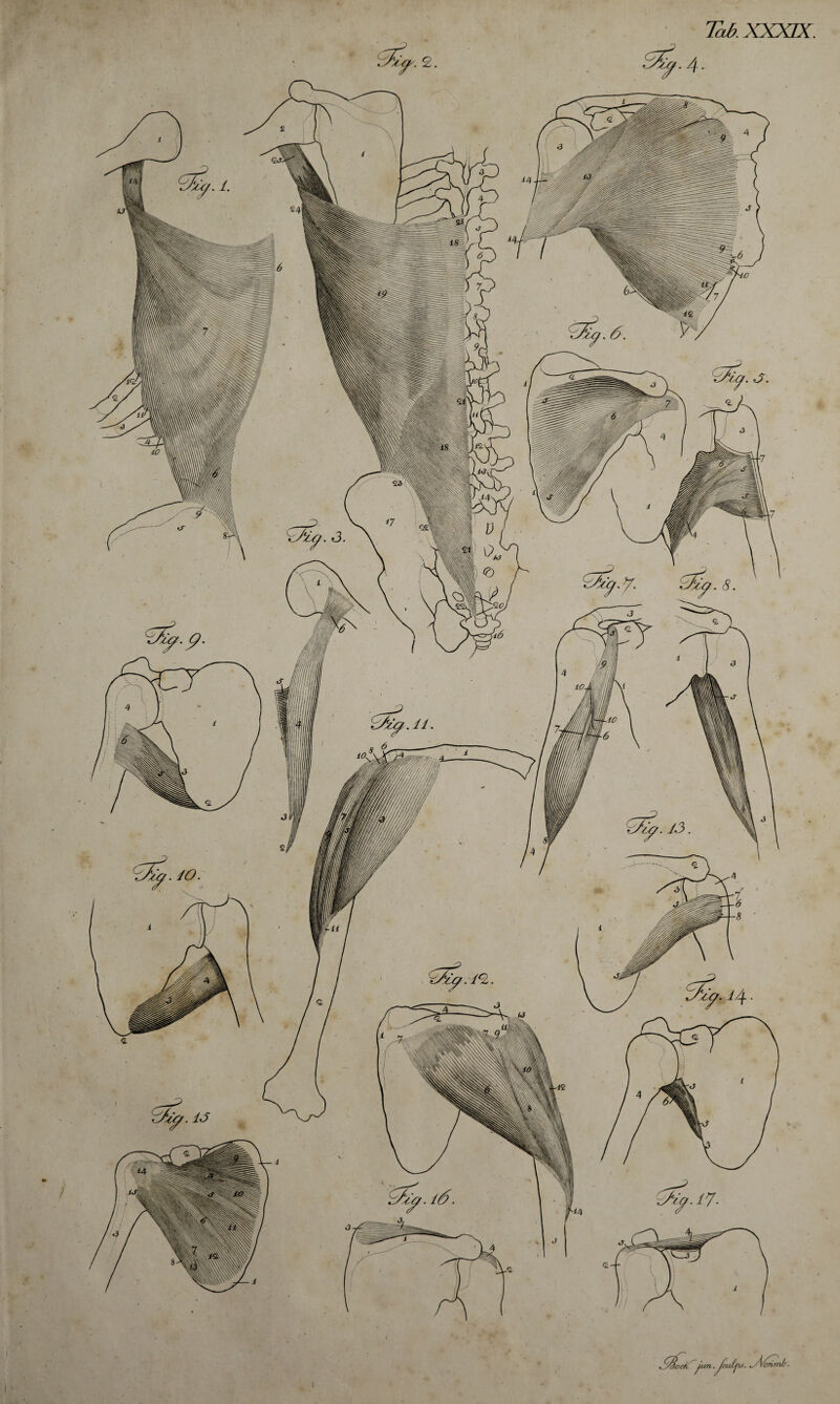 Tab. XXXIX. .^ock^jun.JculpJ. ^*Vonmb.