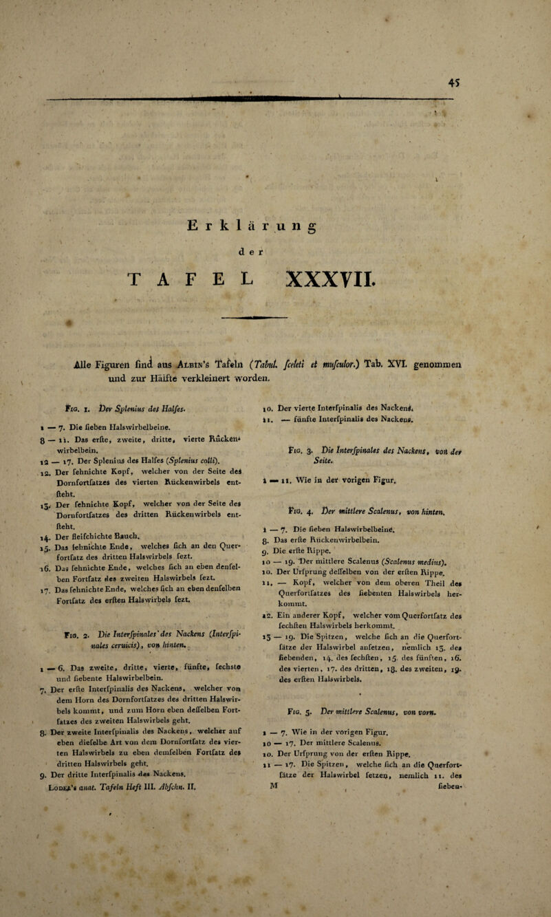 Erklärung der TAFEL XXXVII. h- ' . . , - ^ . .. *  v ' ’ Alle Figuren find aus AtBlN’s Tafeln (Tabul. fce/eti et mufcutor.) Tab. XVI. genommen und zur* Hälfte verkleinert worden. Fig. i. Der Splenius des Halfes. i — 7. Die lieben Halswirbelbeine. 8 — 11. Das erfte, zweite, dritte, vierte Rucken* wirbelbein. _ 17. Der Splenius des Halfes (Splenius colli). i<2. Der fehnichte Kopf, welcher von der Seite des Dornfortfatzes des vierten Rückenwirbels ent¬ lieht. 15.' Der fehnichte Kopf, welcher von der Seite des Dornfortfatzes des dritten Rückenwirbels ent¬ lieht. 14. Der fleifcbichte Bauch. 15. Das lehnichte Ende, welches fich an den Quer- fortfatz des dritten Halswirbels fezt. 16. Das fehnichte Ende, welches fich an eben denfel- ben Fortfatz des zweiten Halswirbels fezt. 17. Das fehnichte Ende, welches fich an eben denfelben Fortfatz des erften Halswirbels fezt. 1 • .. - Fig. 2- Die Interfpinales ’ des Nackens (Interffi¬ nales ceruicis), von hinten. 1—6. Das zweite, dritte, vierte, fünfte, fecliste und fiebente Halswirbelbein. 7. Der erfte Interfpiualis des Nackens, welcher von dem Horn des Dornfortfatzes des dritten Halswir¬ bels kommt, und zum Horn eben delfelben Fort- fatzes des zweiten Halswirbels geht. 8. Der zweite Interfpiualis des Nackens, welcher auf eben diefelbe Art von dem Dornfortfatz des vier¬ ten Halswirbels zu eben demfelben Fortfatz des dritten Halswirbels geht. 9. Der dritte Interfpinalis des Nackens. Lodea’s cinat. Tafeln Heft III. Jlbfchn. II. 10. Der vierte Interfpinalis des Nackend* 11. — fünfte Interfpinalis des Nackens. Fig. 3. Die Interfpinales des Nackens, von der Seite. Wie in der vorigen Figur. Fig. 4. Der mittlere Scalenus, von hinten. 1 — 7. Die heben Halswirbelbeine. 8. Das erfte Rückenwirbelbein. 9. Die erfte Rippe. 10 — 19. Der mittlere Scalenus (Scalenus medius). 10. Der Urfprung delfelben von der erften Rippe. 11. — Kopf, welcher von dem oberen Theil des Querfortfatzes des fiebenten Halswirbels her¬ kommt. »2. Ein anderer Kopf, welcher vom Querfortfatz des fechften Halswirbels herkommt. 13— »9- Die Spitzen, welche fich an die Querfort- fätze der Halswirbel anfetzen, nemlich 13. des liebenden, 14. des fechften, 15. des fünften, 16. des vierten, 17. des dritten, iß. des zweiten, 19. des erften Halswirbels. « Fig. 5. Der mittlere Scalenus, von vorn. ' 1 ( I — 7, Wie in der vorigen Figur. 10 — 17. Der mittlere Scalenus. 10. Der Urfprung von der erften Rippe. II — 17. Die Spitzen, welche fich an die Querfort- fätze der Halswirbel fetzeu, nemlich 11. des M fieben- t \