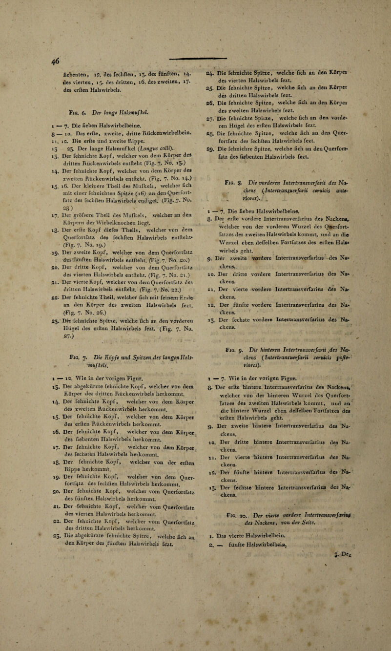 fiebenten, x2. des fechften, 13. des fünften, 14. des vierten, 15. des dritten, 16, des zweiten, 17* des erften Halswirbels. Fig. 6- Der lange Halsmufkel. 1 — 7. Die fieben Halswirbelbeine, g— 10. Das erfte, zweite, dritte Rückenwirbelbein, xi. 12. Die erfte und zweite Rippe. 13 25. Der lange Halsmufkel (Longus colli). 15. Der fehnichte Kopf, welcher von dem Körper des dritten Rückenwirbels entfteht (Fig. 7. No. 13.) 14. Der fehnichte Kopf, welcher von dem Körper des zweiten Rückenwirbels entfteht. (Fig, 7. No. 14.) 15. 16. Der kleinere Theil des Mufkels, welcher fiel» mit einer fehnichten Spitze (16) an den Qu-evfort- fatz des fechften Halswirbels endiget. (Fig. 7- No. ^8) 17. Der gröfsere Theil des Mufkels, welcher an den Körpern der Wirbelknochen liegt, iß. Der erfte Kopf diefes Theils, welcher von dem Querfortfatz des fechften Halswirbels entfteht» (Fig. 7. No. 19.) 19. Der zweite Kopf, welcher von dem Querfortfatz des fünften Halswirbels entfteht. (Fig. 7. TNlo. 20.) 20. Der dritte Kopf, -welcher von dem Querfortfatz des vierten Halswirbels entfteht.. (Fig. 7. No. 21.) 21. Der vierte Kopf, welcher von dem Querfortfatz des dritten Halswirbels entfteht. (Fig. 7. No. 22.) 22. Der fehnichte Theil, welcher fich mit feinem Ende an den Körper des zweiten Halswirbels fezt. (Fig. 7. No. 26.) 23. Die fehnichte Spitze, welche fich an den vorderen Flügel des erften Halswirbels fezt. (Fig. 7, No. 27.) Fig. 7. Die Kopfe und Spitzendes langen Hals- ynufkels. 1 — 12. Wie in der vorigen Figur. 13, Der abgekürzte fehnichte Kopf, welcher von dem Körper des dritten Rückenwirbels herkommt. »4* Der lehnichte Kopf, welcher von dem Körper des zweiten Rückenwirbels herkommt. 15. Der fehnichte Kopf, welcher von dem Körper des erften Rückenwirbels herkommt. 16. Der fehnichte Kopf, welcher von dem Körper des fiebenten Halswirbels herkömmt. 17. Der fehnichte Kopf, welcher von dem Körper des fechsten Halswirbels herkommt. iß. Der fehnichte Kopf, welcher von der erften Rippe herkommt. 1 19. Der fehnichte Kopf, welcher von dem Quer- fortftjtz des fechften Halswirbels herkommt. 20. Der fehnichte Kopf, welcher vom Querfortfatz des fünften Halswirbels herkommt. 21. Der fehnichte Kopf, welcher vom Querfortfatz des vierten Halswirbels herkommt. 22. Der fehnichte Kopf, welcher vom Querfortfatz des dritten Halswirbels herkommt. 23. Die abgekürzte fehnichte Spitze, welche fich an den Körper des fünften Halswirbels fezt 24. Die fehnichte Spitze, welche fich an den Körper des vierten Halswirbels fezt. 25. Die fehnichte Spitze, welche fich an den Körper des dritten Halswirbels fezt. 26. Die fehnichte Spitze, welche fich an den Körper des zweiten Halswirbels fezt. 27. Die fehnichte Spitze, welche fich an den vorde- ren Hügel des erften Halswirbels fezt. 2ß. Die fehnichte Spitze, welche fich an den Quer¬ fortfatz des fechften Halswirbels fezt. 29. Die fehniclire Spitze, welche fich an den Querforls* fatz des fiebenten Halswirbels fezt. Fig. g. Die vorderen Intertransverfarii des Na- ckens (Intertransuerfarii ceruicis ante- _ riores). 1 — 7. Die fieben Halswirbelbeine. ß. Der erfte vordere Intertransverfarius des Nacken#, welcher von der vorderen Wurzel des Ooer-fort- fatzes des zweiten Halswirbels kommt, und an die Wurzel eben delfelben Fortfatzes des erften Halt¬ wirbels geht. 9. Der zweite vordere Intertransverfarius des Na¬ ckens. . 10. Der dritte vordere Intertransverfarius des Na¬ ckens. * 11. Der vierte vordere Intertransverfarius des Na¬ ckens, 12. Der fünfte vordere Intertransverfarius des Na¬ ckens. 13. Der fechste vordere Intertransverfarius des Na¬ ckens. ( ^ I ’ . r ' (L • Fig. 9. Die hinteren Intertransverfarii .des Na¬ ckens (Intertransuerfarii ceruicis poße- riores). 1 — 7. Wie in der vorigen Figur. ß. Der erfte hintere Intertransverfarius des Nackens* welcher von der hinteren Wurzel des Querfort- fatzes des zweiten Halswirbels kommt, und an die hintere Wurzel eben delfelben Fortfatzes des erften Halswirbels geht. 9. Der zweite hintere Intertransverfarius des Na¬ ckens. 10. Der dritte hintere Intertransverfarius des Na¬ ckens. ix. Der vierte hintere Intertransverfarius des Na¬ ckens. . ,1 12. Der fünfte hintere Intertransverfarius des Na¬ ckens. 13. Der fechste hintere Intertransverfarius des Na¬ ckens. Fig. io. Der vierte vordere Intertransverfarius des Nackens, von der Seite. 1. Das vierte Halswirbelbein. 2. — fünfte Halswirbelbeisu 5. De*