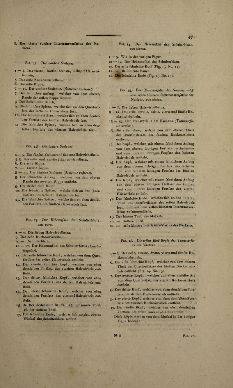 t> CO 3. Der vierte vordere Intertransverfariua des Na» ckens. Fig. 1 r. Der vordere Scalenus. t —* 4. Das vierte, fünfte, fechste, fiebejnteHalswlr-» belbein. 5- Das erfte Rückenwirbelbeim 6. Die erfte Rippe. 7. Der felmicbte Anfang, welcher von dem oberer} Rande der erften Rippe kommt. 8. Der fleifchichte Bauch. 9. Die Ichnichte Spitze, welche fich an den Querfort* fatz des fechsten Halswirbels fezt. 10. Die fehnichte Spitze, welche lieh an eben denfel- ben Fortfatz des fünften Halswirbels fezt. 11. Die fehnichte Spitze, welche fich an eben dem felben Fortfatz des vierten Halswirbels fezt. Fig. iai*. Der hintere Scalenus. i — 3. Das fünfte, fechste und fiebente Halswirbelbein. 4-5- Das erbe und zweite Rückenwirbelbein, C. Die erbe Rippe. — zweite Rippe. — n. Der hintere Scalenus (Scalenus pofticus). 8. Der fehnichte Anfang, welcher von dem oberen Rande der zweiten Rippe entfteht. 9. Der fleifchichte Bauch. 10. Die fehnichte Spitze, welche fich an den Quer¬ fort fatz des fechsten Halswirbels fezt. 11. Die fehnichte Spitze , welche bell an eben denfel- ben Fortfatz des fünften Halswirbels fezt. Fig. 13. Der Hebemufkel des Schulterblatts, von vorn. / * — 7. Die beben Halswirbelbeine. 8. Das erfte Rückenwirbelbein. 9. — Schulterblatt. 10 — 17. Der Hebemufkel des Schulterblatts (Leuator feapulae). 11. Der erlte fehnichte Kopf, welcher von dem Quei- fortfatz des erften Halswirbels entfteht. 12. Der zweite fehnichte Kopf, welcher von eben demfelben Fortfatz des zweiten Halswirbels ent¬ fteht. 13. Der dritte fehnichte Kopf, welcher von eben demfelben Fortfatz des dritten Halswirbels ent¬ fteht. 14. Der vierte fehnichte Kopf, welcher von eben demfelben Fortfatz des vierten 5 Halswirbels ent¬ fteht. 15. 16. Der fleifchichte Bauch. 15. der'innere Theil. 16. der äubere Theil. 17. Das fehnichte Ende, welches fich anjdcn oberen Winkel des ^Schulterblatts feftfezl. 47 Fig, 14. Der Hebemufkel des Schulterblatts, von hinten. 1 — 9. Wie in der vorigen Figur, 10 — r2. Der Hebemufkel des Schulterblatts, 10. Der erfte fehnichte Kopf (Fig, 15, No. 11), Ji. — fleifchichte Bauch. 12. Ufas fehnichte Ende (Fig. 13, No, 17), * Fig. 13. Der Transverfalis des Nackens nehft dem erften hinteren Intertransverfarius des Nackens, von hinten, 1—7. Die fieben Halswirbelbeine. 8 — 12. Das erfte, zweite, dritte, vierte und fünfte RiE ckenwirbelbein, 13 — 19. Der Transverfalis des Nackens (Transuerfa,- lis ceruicis), 13. Die erfte Sehne, welche von dem oberen Theil des Querfoiifatzes des fünften Rückenwirbels entfteht, 14. Der Kopf, welcher mit einem fehnichten Anfang von dem oberen fchragen Fortfatz des fiebenten und vom unteren fchragen Fortfatz des fechsten Halswirbels entfteht, 15. Der Kopf, welcher mit einem fehnichten Anfang von dem oberen fchragen Fortfatz des fechsten und vom unteren fchragen Fortfatz des fünften Halswirbels entfteht, 16. Der Kopf, welcher mit einem fehnichten Anfang von dem oberen fchragen Fortfatz des fünften und vom unteren fchragen Fortfatz des vierten Halswirbels entfteht, 7, Das fehnichte Ende, welches fich an den unteren Theil des Querfortfatzes des erften Halswirbels (ezt, und mit dem erften hinteren Intertransver¬ farius zufammenfliefst. 18- Der innere Theil des Mufkels, 19. — äulfere Theil. £0, erfte hintere Intertransverfarius des Nackens, Fig, 16. Die erften fünf Kopfe des Transverfa¬ lis des Nackens. 1 — 5. Das erfte, zweite, dritte, vierte und fünfte Rü* ckenwirbelbein. 6. Der erfte fehnichte Kopf, welcher von dem oberen Theil des Querfortfatzes des fünften Rückenwir¬ bels entfteht (Fig. 14. No. 15), 7. Der zweite Kopf., welcher auf eben diefelbe Art von dem Querfortfatz des vierten Rückenwirbels entfteht. 8. Der dritte Kopf, welcher von eben demfelben Fort¬ fatz des dritten Rückenwirbels entfteht. 9. Der vierte Kopf, welcher von eben demfelben Fort¬ fatz des zweiten Rückenwirbels entfteht. 10. Der fünfte Kopf, welcher von eben demfelben Fortfatz des erften Rückenwirbels entfteht. Diefe Köpfe werden von dem Mufkel in der vorige» Figur bedeckt,