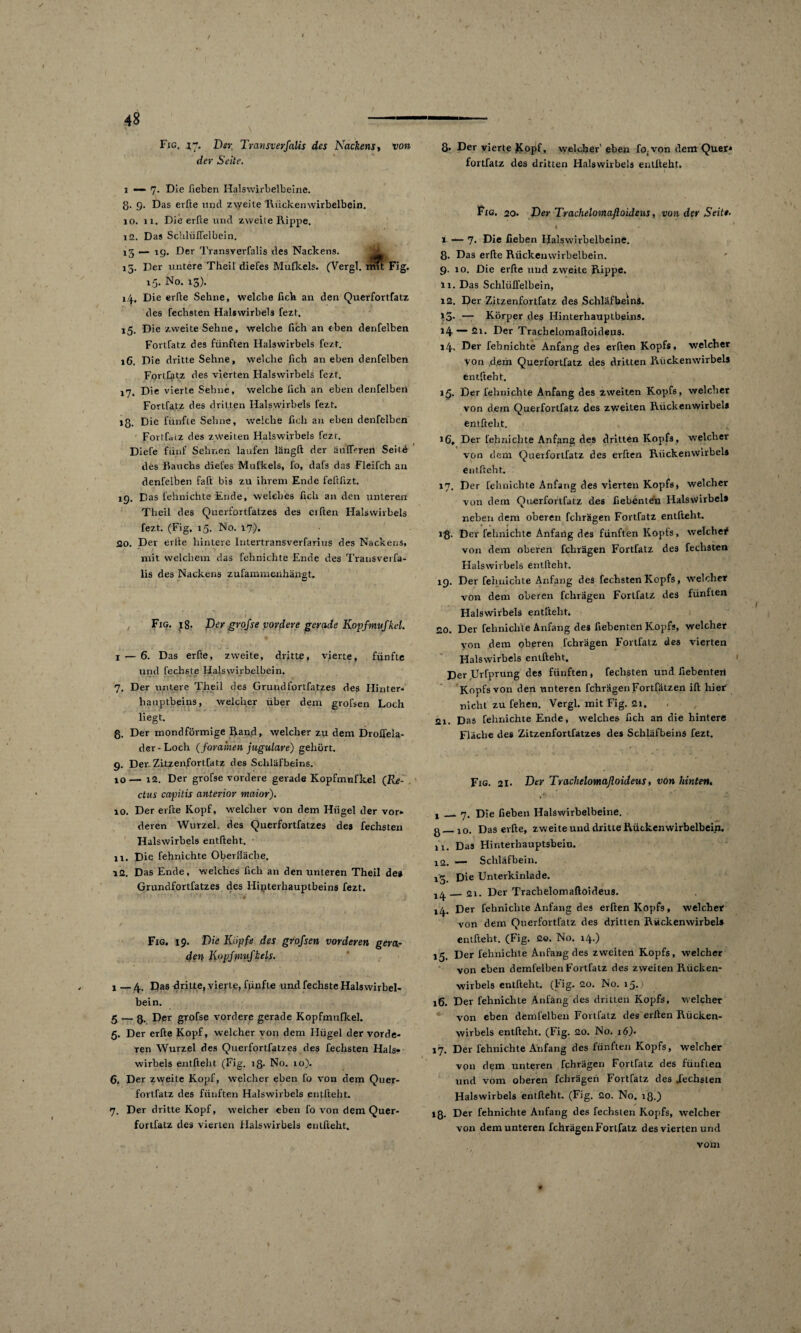/ 48 Fig. 17, Dev Transverfalis des Nackens, 1/0« tfer 5Wfe. i ■— 7. Die lieben Halsvvirbelbeine. ß. 9. Das erfte und zweite Rückenwirbelbein. 10. 11. Die erfte und zweite Rippe. 12. Das Schlüffelbein. 15 — 19. Der Transverfalis des Nackens. 15. Der untere Theil diefes Mufkels. (Vergl. rmt Fig. 15. No. 13). 1.4, Die erfte Sehne, welche fick an den Querfortfatz des fechsten Halswirbels fezt. 15. Die /.weite Sehne, welche Ach an eben denfelben Fortfatz des fünften Halswirbels fezt. 16. Die dritte Sehne, welche fich an eben denfelben Fortfatz des vierten Halswirbels fezt. 17. Die vierte Sehne, welche lieh an eben denfelben Fortfatz des dritten Halswirbels fezt. lg. Die fünfte Sehne, welche fich an eben denfelben Forthuz des zweiten Halswirbels fezt. Diefe fünf Sehnen laufen längft der äüfferefl Seit^ des Rauchs diefes Mufkels, fo, dafs das Fieifch an denfelben faft bis zu ihrem Ende feftAzt. 19. Das fehnichte Ende, welches Ach an den unteren Theil des Querfortfatzes des elften Halswirbels fezt. (Fig, 15. No. 17). 20. Der erfte hintere Intertransverfarius des Nackens, mit welchem das fehnichte Ende des Transveifa- lis des Nackens zufammenhängt. Fig. 18. Der grofse vordere gerade Kopfmufkel. 1 — 6. Das erfte, zweite, dritte, vierte, fünfte und fechste Halswirbelbein. 7. Der untere Theil des Grundfortfatzes des Hinter¬ hauptbeins, welcher über dem grofsen Loch liegt. ß. Der mondförmige Rand, welcher zu dem Droflela- dcr-Loch (forainen jugulave) gehört. 9. Der. Zitzenfortfatz des Scliläfbeins. 10— 12. Der grofse vordere gerade Kopfmufkel (Re- ctus capitis anterior maior). 10. Der erfte Kopf, welcher von dem Hügel der vor* deren Wurzel, des Querfortfatzes des fechsten Halswirbels entfteht. 11. Die fehnichte Oberfläche. 12. Das Ende, welches Ach an den unteren Theil des Grundfortfatzes des Hinterhauptbeins fezt. Fig. 19. Die Kiipfe des grofsen vorderen gera¬ den Kopfmufkels. 1 — 4. F)as dritte, vierte, fünfte und fechste Halswirbel¬ bein. 5 — 3. Der grofse vordere gerade Kopfmufkel. 5. Der erfte Kopf, welcher von dem Hügel der vorde¬ ren Wurzel des Querfortfatzes des fechsten Hals¬ wirbels entfteht (Fig. iß. No. 10). 6. Der zweite Kopf, welcher eben fo von dem Quer- fortfatz des fünften Halswirbels entfteht. 7. Der dritte Kopf, welcher eben fo von dem Quer¬ fortfatz des vierten Halswirbels enlfteht. ß. Der vierte Kopf, welcher’ eben fo;von dem Quer* fortfatz des dritten Halswirbels entlieht. Fig. 20. Der Trachelomaftoideus, von der Seit«■ 4 ' 1 — 7* Die Heben Halswirbelbeine. ß. Das erfte Rückenwirbelbein. 9. 10. Die erfte und zweite Rippe. 11. Das Schliilfelbein, 12. Der Zitzenfortfatz des Scliläfbeins. »5* — Körper des Hinterhauptbeins. 14 — Der Trachelomaftoideus. 14. Der fehnichte Anfang des erften Kopfs, welcher Von dem Querfortfatz des dritten Rückenwirbels entfteht. 15. Der fehnichte Anfang des zweiten Kopfs, welcher von dem Querfortfatz des zweiten Rückenwirbel# entfteht. 16. Der fehnichte Anfang de9 dritten Kopfs, welcher von dem Querfortfatz des erften Rückenwirbels entfteht. 17. Der fehnichte Anfang des vierten Kopfs» welcher von dem Querfortfatz des Aebenten Halswirbels neben dem oberen fcliTägen Fortfatz entfteht. iß. Der fehnichte Anfang des fünften Kopts, welche^ von dem oberen fchrägen Fortfatz des fechsten Halswirbels entfteht. 19. Der fehnichte Anfang des fechsten Kopfs, welcher von dem oberen fchrägen Fortfatz des fünften Halswirbels entfteht. 20. Der fehnichte Anfang des Aebenten Kopfs, welcher von dem oberen fchrägen Fortfatz des vierten Halswirbels entfteht. Der Urfprung des fünften, fechsten und Aebentert Kopfs von den unteren fchrägen Fortfätzen ift hier nicht zu fehen. Vergl. mit Fig. 21. 21. Das fehnichte Ende, welches Ach an die hintere Flache des Zitzenfortfatzes de9 Scliläfbeins fezt. Fig. 21* Der Trachelomaftoideus, von hinten. , 7. Die Aeben Halswirbelbeine. g_jo. Das erfte, zweite und dritte Rückenwirbelbein. 11. Das Hinterhauptsbein. j2. — Schläfbein. j‘2 Die Unterkinlade. _21. Der Trachelomaftoideus. 14. Der fehnichte Anfang des erften Kopfs, welcher von dem Querfortfatz des dritten Rückenwirbels entfteht. (Fig. 20. No. 14.) 15. Der fehnichte Anfang des zweiten Kopfs, welcher von eben demfelben Fortfatz des zweiten Rücken¬ wirbels entfteht. (Fig. 20. No. 15.} 16. Der fehnichte Anfang des dritten Kopfs, welcher von eben demfelben Fortfatz des erften Rücken¬ wirbels entfteht. (Fig. 20. No. 16). 17. Der fehnichte Anfang des fünften Kopfs, welcher von dem unteren fchrägen Fortfatz des fünfien und vom oberen fchrägen Fortfatz des Sechsten Halswirbels entfteht. (Fig. 20. No. iß.) iß. Der fehnichte Anfang des fechsten Kopfs, welcher von dem unteren fchrägen Fortfatz des vierten und vom