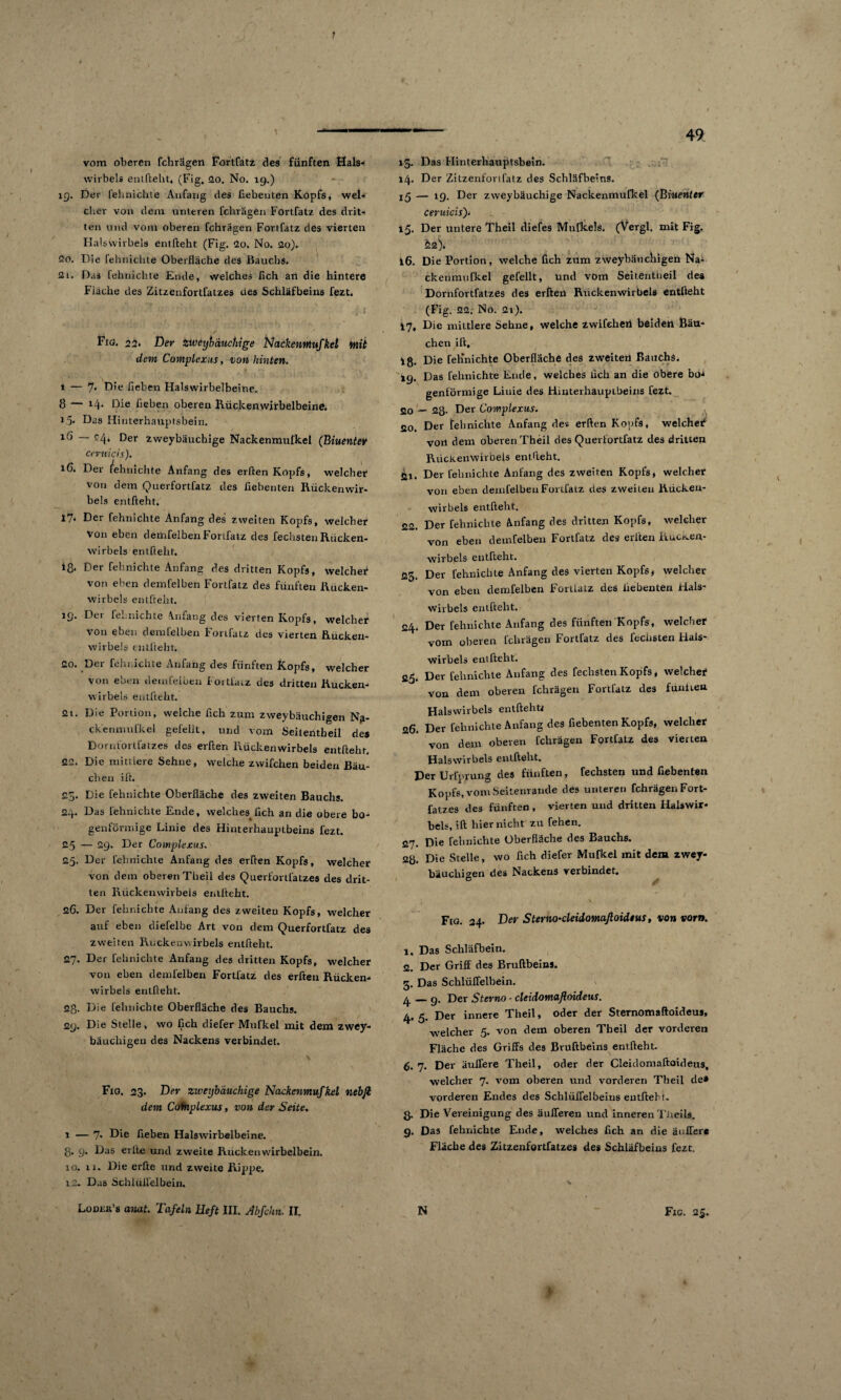 1 49 f vom oberen fchrägen Fortfatz des fünften Hals¬ wirbels entftelit, (Fig. so. No. 19.) 19. Der fehnichte Anfang des Gebeuten Kopfs, wel¬ cher von dem unteren fchrägen Fortfatz des drit¬ ten und vom oberen fchrägen Fortfatz des vierten Halswirbels entlieht (Fig. So. No. so)» 20. Die fehnichte Oberfläche des Bauchs. Si. Das fehnichte Ende, welches fleh an die hintere Fiäche des Zitzenfortfatzes des Schläfbeins fezt. Fig. 25. Der Zweybäuchige Nackenntufkel mit dem Complexus, von hinten. 1 — 7> Hie heben Halswirbelbeine. 8 — *4- Die heben oberen Rückenwirbelbeine. t;> Das Hinterhauptsbein. 16 — 24, Der zweybäuchige Nackenmufkel (Biuentev ceruicis). 16. Der /ehmchte Anfang des erften Kopfs, welcher von dem Querfortfatz des hebenten Rückenwir¬ bels entfteht. 17* Der fehnichte Anfang des zweiten Kopfs, welcher von eben demfelbenFortfatz des fechsten Rücken¬ wirbels entfteht. iß. Der fehnichte Anfang des dritten Kopfs, welcher von eben demfelben Fortfatz des fünften Rücken¬ wirbels entfteht. 19. Der fehnichte Anfang des vierten Kopfs, welcher von eben demfelben Fortfatz des vierten Rücken¬ wirbels entfteht. 20. Der fehnichte Anfang des fünften Kopfs, welcher von eben demfelben Fortfatz des dritten Rücken¬ wirbels entfteht. 21. Die Portion, welche hch zum zweybäuchigen Na¬ cken mufkel gefeilt, und vom Seitentbeil des Dornfortfatzes des erften Rückenwirbels entfteht. 22. Die mittlere Sehne, weiche zwifchen beiden Bäu¬ chen ift. 25. Die fehnichte Oberfläche des zweiten Bauchs. 24. Das fehnichte Ende, welches fleh an die obere bo¬ genförmige Linie des Hinterhauptbeins fezt. 25 — 29. Der Complexus. 25. Der fehnichte Anfang des erften Kopfs, welcher von dem oberen Theil des Querfortfatzes des drit¬ ten Rückenwirbels entlieht. 26. Der fehnichte Anfang des zweiten Kopfs, welcher auf eben diefelbe Art von dem Querfortfatz des zweiten Rückenwirbels entfteht. 27. Der fehnichte Anfang des dritten Kopfs, welcher von eben demfelben Fortfatz des erften Rücken¬ wirbels entlieht. 23. Die fehnichte Oberfläche des Bauchs. 29. Die Stelle, wo fleh diefer Mufkel mit dem zwey¬ bäuchigen des Nackens verbindet. Fig, 23. Der zweybäuchige Nackenmujkel nebfi dem Cotnplexus, von der Seite. 1 — 7- Hie Geben Halswirbelbeine. ß. 9. Das erite und zweite Rückenwirbelbein. 10. n. Die erfte und zweite Rippe. 12. Das Schiüifelbein. 13. Das Hinterhauptsbein. 14. Der Zitzenfortfatz des Schläfbeins. 15 — 19. Der zweybäuchige Nackenmufkel (Biuenter ceruicis). 15. Der untere Theil diefes Mufkels. (Vergl. mit Fig. äz). 16. Die Portion, welche hch zum zweybäuchigen Naü ckenmufkel gefeilt, und vom Seitentheil des Dornfortfatzes des erften Rückenwirbels entfteht (Fig. 22. No. 21). 17. Die mittlere Sehne, welche zwifeheil beiden Bäu¬ chen ift. Iß. Die felinichte Oberfläche des zweiten Bauchs. 19. Das fehnichte Ende, welches lieh an die obere bo* genförmige Linie des Hinterhauptbeins fezt. 20 ~ 23. Der Complexus. 20. Der fehnichte Anfang des erften Kopfs, welche^ von dem oberen Theil des Querfortfatz des dritten Rückenwirbels entlieht. ^l. Der felinichte Anfang des zweiten Kopfs, welcher von eben demfelben Fortfatz des zweiten Rücken¬ wirbels entfteht. 22. Der fehnichte Anfang des dritten Kopfs, welcher von eben demfelben Fortfatz des eilten Rücken¬ wirbels entfteht. 23. Der fehnichte Anfang des vierten Kopfs, welcher von eben demfelben FortLatz des hebenten Hals¬ wirbels entfteht. 24. Der fehnichte Anfang des fünften Kopfs, weichet vom oberen fchrägen Fortfatz des fechsten Hals¬ wirbels enifteht. 25. Der fehnichte Anfang des fechsten Kopfs, welcher von dem oberen fchrägen Fortfatz des funken Halswirbels entftehti 26. Der fehnichte Anfang des hebenten Kopfs, welcher von dem oberen fchrägen Fortfatz des vierten Halswirbels entfteht. Der Urfprung des fünften, rechtsten und hebenten Kopfs, vom Seitenrande des unteren fchrägen Fort- fatzes des fünften, vierten und dritten Halswir¬ bels, ift hier nicht zu fehen. 27. Die fehnichte Oberfläche des Bauchs. 23. Die Stelle, wo fleh diefer Mufkel mit dem zwey¬ bäuchigen des Nackens verbindet. O \ Fig. 24. Der Sterno‘cleidomaftoidius, von vorn. 1. Das Schläfbein. 2. Der Griff des Bruftbeins. 3. Das Schiüifelbein. 4—9. Der St emo - cleidomafloideus. 4,5. Der innere Theil, oder der Sternomaftoideus, welcher 5. von dem oberen Theil der vorderen Fläche des Griffs des Bruftbeins entfteht. 6. 7- Der äuffere Theil, oder der Cleidomaftoideus, welcher 7. vom oberen und vorderen Theil de® vorderen Endes des Schlüffelbeins entfteht. 3. Die Vereinigung des äußeren und inneren Titeils. 9. Das fehnichte Ende, welches hch an die äuffere Fläche des Zitzenfortfatzes des Schläfbeins fezt.