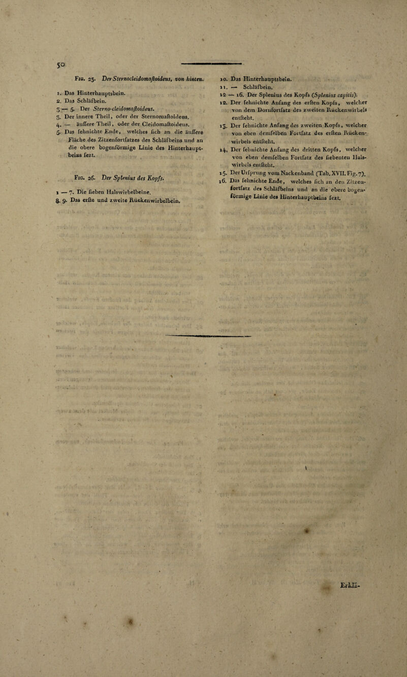 to to <r 50 Fie. 25. Der Sternocleidomafloideus, von hinten. 1. Das Hinterhauptsbein. st. Das Schläfbein. . Der innere Theil, oder der Sternomaftoideus, . — äußere Theil, oder der Cleidomaftoideus. . Das fehnichte Ende, welches lieh an die äußere Fläche des Zitzenfortfatzes des Schlafbeins und an die obere bogenförmige Linie des Hinterhaupt¬ beins fezt. ■ ; .1 ■ t , Fig. 26. Dev Splenius des Kopfs. 1 — 7* Die lieben Halswirbelbeine. Q. 9. Das erfte und zweite Rückenwirbelbein, • '»La \ r • 1 / 'o 10. Üas Hinterhauptsbein. 11. — Schläfbein, 12 — 16. Der Splenius des Kopfs (Splenius capitis). 12. Der fehnichte Anfang des erften Kopfs, welcher entfteht. 15. Der fehnichte Anfang des zweiten Kopfs, welcher von eben demfelben Fortfatz des erften Rücken¬ wirbels entfteht. 14» Der fehnichte Anfang des dritten Kopfs, welcher von eben demfelben Fortfatz des fiebenten Hals¬ wirbels entfteht. 15. Der Urfprung vom Nackenband (Tab. XVII. Fig. 7). 16. Das fehnichte Ende, welches fich an den Zitzea- fortfatz des Schläfbeins und an die obere bogen* förmige Linie des Hinterhauptbeins fezt. \ (C* $ Er&Iä- •v