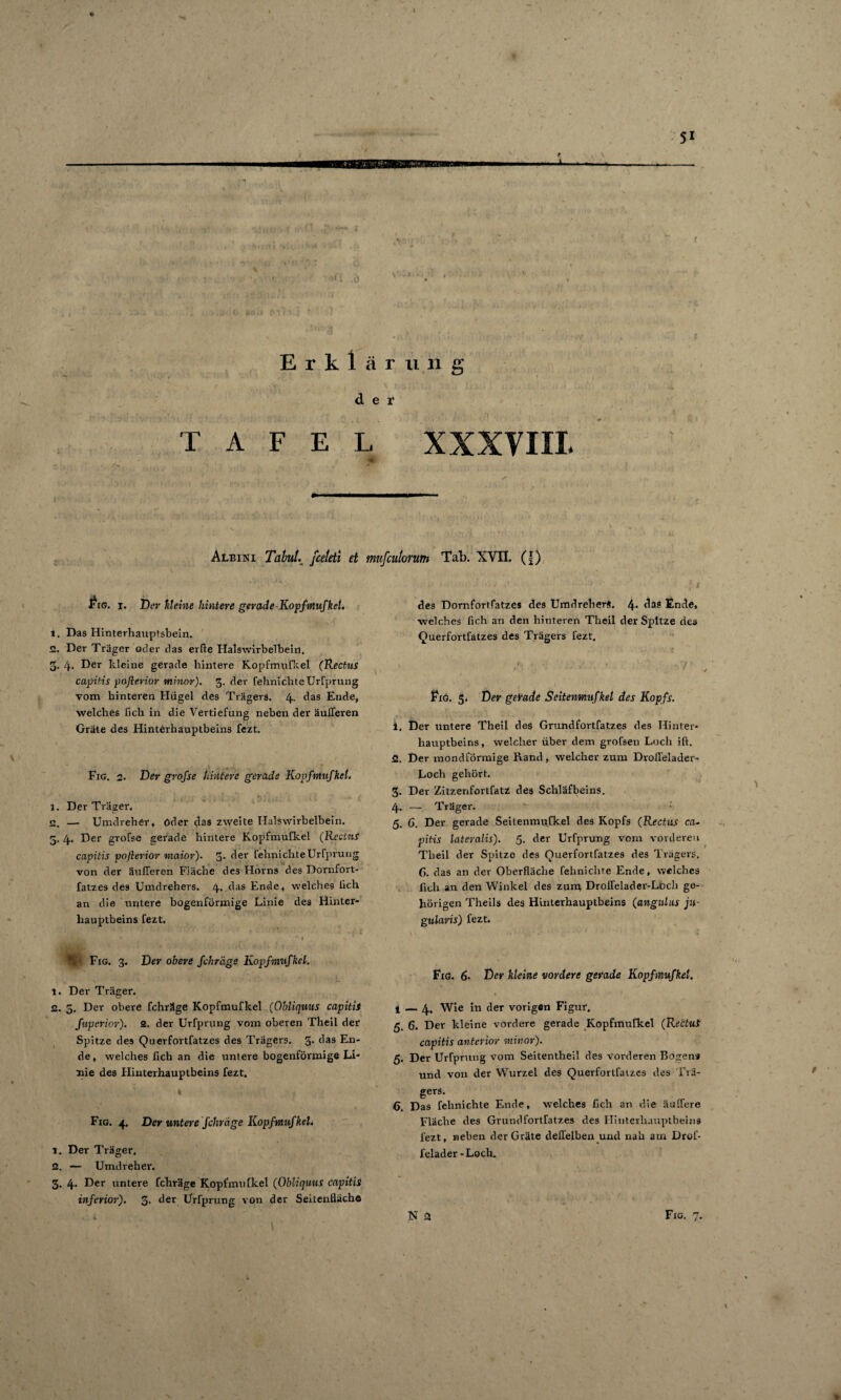 Erklär ung , ' ^ 4 • I der TAFEL XXXVIII 4fc ^ ■ v Albini Tabulfceleti et mufculorum Tab. XVII. (|) FlG. I. tfer fit eine hintere gerade Kopfmufket. l. Das Hinterhauptsbein. 52. Der Träger oder das eilte Halswirbelbein. 5. 4. Der kleine gerade hintere Kopfmxifkel (Rectus capitis poßerior minor). 3. der fehnichte Urfprung vom hinteren Hügel des Trägers. 4. das Ende, welches lieh in die Vertiefung neben der äulleren Gräte des Hinterhauptbeins fezt. Fig. 2. Der grofse hintere gerade Kopfmufkel. 1. Der Träger. <2. — Umdreher, oder das zweite Halswirbelbein. 5. 4. Der grofse gerade hintere Kopfmufkel (RectziS capitis poßerior maior). 3- c^er fehnichte Urfprung von der äulTeren Fläche des Horns des Dornfort- fatzes des Umdrehers. 4. das Ende, welches lieh an die untere bogenförmige Linie des Hinter¬ hauptbeins fezt. ' * - •> f  . > ** I \ Fig. 3. Der obere fchräge Kopfmufkel. 1. Der Träger. 2. 5. Der obere fchräge Kopfmufkel (Obliquus capitis fuperior). 2. der Urfprung vom oberen Theil der Spitze des Querfortfatzes des Trägers. 5* c^as En¬ de, welches lieh an die untere bogenförmige Li¬ nie des Hinterhauptbeins fezt. 4 Fig. 4. Der untere fchrage Kopfmufkel. 1. Der Träger. 2. — Umdreher. 3. 4- Der untere fchräge Kopfmufkel (Obliquus capitis inferior). 3. der Urfprung von der Seitenfläche des Dornfortfatzes des Umdrehers. 4* <tas Fnde» welches fleh an den hinteren Theil der Spitze des Querfortfatzes des Trägers fezt. Fig. g. Der gerade Seitenmufkel des Kopfs. 1. Der untere Theil des Grundfortfatzes des Hinter¬ hauptbeins, welcher über dem grofsen Loch ift. 2. Der mondförmige Rand, welcher zum Drofl'elader- Loch gehört. 3. Der Zitzerifortfatz des Schläfbeins. 4* — T räger. 5. 6. Der gerade Seitenmufkel des Kopfs (Rectus ca- pitis lateralis'). 5. der Urfprung vom vorderen Theil der Spitze des Querfortfatzes des Trägers. C. das an der Oberfläche fehnichte Ende, welches ficli an den Winkel des zum Drolfelader-Loch ge¬ hörigen Theils des Hinterhauptbeins (angulus ju- gularis) fezt. Fig. 6- Der kleine vordere gerade Kopfmufkel. 1 — 4, Wie in der vorigen Figur. 5. 6. Der kleine vordere gerade Kopfmufkel (RectuS capitis anterior minor). 5. Der Urfprung vom Seitentheil des vorderen Bogen» und von der Wurzel des Querfortfatzes des Fra¬ gers. 6. Das fehnichte Ende, welches fleh an die ändere Fläche des GrundfortTatzes des Hinterhauptbeins fezt, neben der Gräte delfelben und nab am Drol- felader - Loch. N 2 Fig. n / •